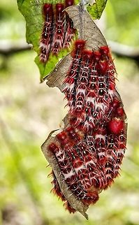 Morpho epistrophus cf. argentinus - Epistrophus White Morpho / Borboleta-da-Coronilha (Fruhstorfer, 1907) Lepidoptera: Bombycina: Papilionoidea: Nymphalidae: Satyrinae: Morphini: Morphina

Date: 26tn of October, 2017 at 01:53:58pm
Location: Brazil, Santa Catarina, Benedito Novo 

Caterpillar size: ~3,5cm.
Wingspan of the adult: Males ~10cm / Females ~13,5cm.

Their habitars are wet primary rainforests with unadulterated vegetation, can also be found in secondary rainforests if these have regrown well enough. Encounters with these caterpillars (and butterflies) in an anthropic environment are really rare. The adults usually fly next to rivers and streams to feed on mineralized substances in the soil. These were found in an untouched forest in the neighborhoods of Benedito Novo, in Santa Catarina in Brazil.

Morpho epistrophus argentinus are members of the order Lepidoptera, subdivision Rhopalocera, superfamily Papilionoidea, family Nymphalidae, subfamily Satyrinae, tribe Morphini and subtribe Morphina. The larvae feed primarily on the following plants: Scutia buxifolia, Inga uruguensis, Lonchocarpus nitidus and Acacia longifolia. Their feeding is not limited to those plants, though. The adults feed on the sap of trees, fermenting fruits (especially Artocarpus heterophyllus) and absorb the water from the soil. The adult is large and white with yellow marks spread throughout the wings. They prefer unadulterated places, being often found in rainforests near rivers or waterways. The larva of Morpho epistrophus argentinus is red and resembles a dragon. The larvae are usually found in clusters, possibly as a defensive mechanism against predators. Despite their intimidating appearance, they are harmless. There is doubt about the subspecies but, apparently, in the location found, argentinus is the most common subspecies so I'll go with that possibility.

3 subspecies can be found in Brazil, distributed as follows: Morpho epistrophus epistrophus in Rio de Janeiro, part of S&atilde;o Paulo and Esp&iacute;rito Santo and above; Morpho epistrophus catenaria in part of S&atilde;o Paulo, Minas Gerais and part of Paran&aacute;; Morpho epistrophus argentinus in part of Paran&aacute;, all of Santa Catarina and Rio Grande do Sul.

Sources:

http://www.butterfliesofamerica.com/L/morpho_epistrophus_argentinus.htm

https://pt.wikipedia.org/wiki/Morpho_epistrophus

http://eol.org/pages/150435/overview Animalia,Arthropoda,Brazil,Caterpillar,Insecta,Insects,Lepidoptera,Morphina,Morphini,Morpho,Morpho epistrophus,Morpho epistrophus argentinus,Nymphalidae,Nymphalinae,Papilionoidea,Rhophalocera,South America,animals,fauna,insect