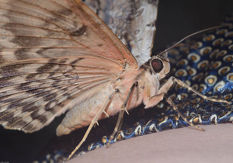 Thysania zenobia - Mariposa-Coruja / Owl Moth / Owlet Moth (Cramer, 1776) Lepidoptera: Bombycina: Noctuoidea: Erebidae: Erebinae: Thermesiini

Location: Brazil, Cear&aacute;, Fortaleza (Lat: -3.75, Long: -38.51, 16th floor of a flat in an urban habitat)
Date: 11th of May, 2018 at 20:00:06pm.

Full post here: https://www.jungledragon.com/image/62099/thysania_zenobia_-_mariposa-coruja_owl_moth_owlet_moth_cramer_1776.html Animalia,Arthropoda,Brazil,Erebid moth,Erebidae,Erebinae,Geotagged,Insecta,Insects,Lepidoptera,Moth,Noctuoidea,Owl Moth,South America,Thermesiini,Thysania,Thysania zenobia,brazilian moths,heterocera,insect