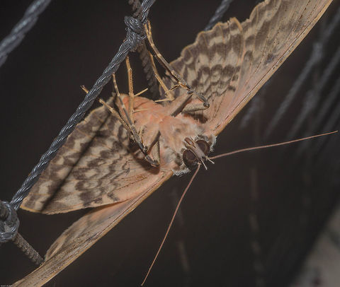 Thysania zenobia - Mariposa-Coruja / Owl Moth / Owlet Moth (Cramer, 1776) Lepidoptera: Bombycina: Noctuoidea: Erebidae: Erebinae: Thermesiini

Location: Brazil, Cear&aacute;, Fortaleza (Lat: -3.75, Long: -38.51, 16th floor of a flat in an urban habitat)
Date: 11th of May, 2018 at 12:04:59am

Full post here: https://www.jungledragon.com/image/62099/thysania_zenobia_-_mariposa-coruja_owl_moth_owlet_moth_cramer_1776.html API,Animalia,Arthropoda,Brazil,Erebid moth,Erebidae,Erebinae,Insecta,Insects,Lepidoptera,Moth,Noctuoidea,Owl Moth,South America,Thermesiini,Thysania,Thysania zenobia,brazilian moths,heterocera,insect