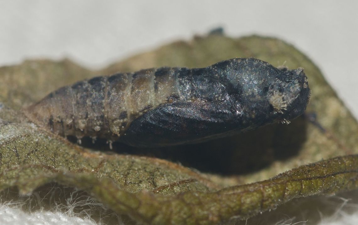 Unidentified - Requires an ID - Geometridae Chrysalis (Darkened) Lepidoptera: Bombycina: Geometroidea: Geometridae<br />
<br />
Date: 9th of May, 2018 at 10:13:21pm.<br />
Location: Brazil, Cear&aacute;, Fortaleza (Lat: -3.75, Long: -38.51, 16th floor of a flat in an urban habitat)<br />
<br />
Full post here: <figure class="photo"><a href="https://www.jungledragon.com/image/62139/unidentified_-_requires_an_id_-_geometridae_chrysalis.html" title="Unidentified - Requires an ID - Geometridae Chrysalis"><img src="https://s3.amazonaws.com/media.jungledragon.com/images/3305/62139_thumb.jpg?AWSAccessKeyId=05GMT0V3GWVNE7GGM1R2&Expires=1770854410&Signature=88C9oD9ceRH6uUYBWj07A%2FW8S8w%3D" width="200" height="124" alt="Unidentified - Requires an ID - Geometridae Chrysalis Lepidoptera: Bombycina: Geometroidea: Geometridae: ???<br />
<br />
Date: 7th of May, 2018 at 09:25:42pm. Before the darkening.<br />
Location: Brazil, Cear&aacute;, Fortaleza (Lat: -3.75, Long: -38.51, 16th floor of a flat in an urban habitat)<br />
<br />
At first, I found this chrysalis really well hidden under the leaf of a Lantana sp.. I collected the chrysalis to care for it and to see what it would turn into.<br />
<br />
However, a few days later, the chrysalis turned dark and so I thought it was parasitized or dead. Then, I proceeded to check the picture of the chrysalis before it darkened, which is the picture in this post. I thought it was either a Geometridae, a Crambidae or a Hesperiidae. I sent it to Insetologia for help, and Cesar observed carefully and found that the antennae of the adult moth could be seen inside the translucent chrysalis! Here: https://uploads.disquscdn.com/images/b8345f63e671fd16063cb2c5b9b988f284df2c8a149ae8c139756a11dfcbc947.jpg<br />
<br />
Cesar also noted that the venations of the first pair of wings could be partially seen and reminded him of Geometroidea, leaving the possibilities under Geometridae, Uraniidae (definitely not this one) or Apatelodidae (possible but extremely unlikely). As for the Apatelodidae, their pupae are poorly known and I've never ever seen an Apatelodid moth in person in my life, whereas I always see Geometrids around here. So, for percentual probabilities' sake, I conclude, through the observations noted above, that it is extremely likely that this is a pupa of a moth in the order Lepidoptera, subdivision Bombycina, superfamily Geometroidea and family Geometridae, but it is impossible for me to go further than this.<br />
<br />
After the pupa darkened, I decided to care for it to see what kind of Dipteran or Hymenopteran would emerge from it. Here is a picture of the darkened pupa (9th of May , 2018 at 10:13:21pm):<br />
<br />
https://www.jungledragon.com/image/62138/dsc_8213.html<br />
<br />
However, after a few days caring for the dark pupa, an incision appeared sagittally on the dorsal surface of the pupa as can be noted in the picture provided. Then, the pupa turned completely empty and became a frail exuvia that could break through simple touching. This really confused me, as I was practically sure it was dead or parasitized, but the adult moth seemingly emerged from it due to the state of the incision and how empty the pupa turned all of a sudden. Sadly, I could not see the eclosure of the adult moth... The night before it turned empty, the pupa was still dark and when I woke up early the next day, it was completely empty with the incision on top. With this, I came to the likely conclusion that it was never dead and that the adult moth emerged from it successfully, as I've never seen a Dipteran or Hymenopteran come out of a pupa like this, nor leave the pupa in a completely hollow exuvia within such a little timespan.<br />
<br />
Here is a picture of the exuvia (3rd of June, 2018 at 02:22:00pm):<br />
<br />
https://www.jungledragon.com/image/62140/pupa.html<br />
<br />
I could note, through the whole process, 8 abdominal segments, two breathing holes on the head and a slightly darker thorax. The breathing holes allows air to go inside the pupa as well as moisture which prevents it from drying out. The air is also elastic, which can be expanded and compressed. The pressure maintains the inner part of the pupa and creates cohesion. The pupa measured approximately 1,05cm in length and approximately 4mm in width. The pupa was relatively slightly translucent, allowing observation of the antennae and part of the venations of the first pair of wings, which were reminiscent of those of Geometroidea.<br />
<br />
Sources:<br />
<br />
Article on Insetologia: https://www.insetologia.com.br/2018/06/pupa-de-lepidoptero-no-ceara.html<br />
<br />
https://books.google.com.br/books?id=hodfFYyjrR8C&amp;pg=PA20&amp;lpg=PA20&amp;dq=pupa+breathing+holes&amp;source=bl&amp;ots=hrdvq_bQ9G&amp;sig=qXHBdlXHTuElMKGuxZgP3K0mV88&amp;hl=pt-BR&amp;sa=X&amp;ved=0ahUKEwiA0P_hj_XbAhUKiZAKHW7GAn4Q6AEIODAF#v=onepage&amp;q=pupa breathing holes&amp;f=false<br />
<br />
More pictures here in Project Noah, including dorsal view of the pupa before the darkening and after the darkening: http://www.projectnoah.org/spottings/922794392  Animalia,Arthropoda,Brazil,GEOMETROIDEA,Geotagged,Insecta,Insects,Lepidoptera,Moth,Pupae,South America,animal,animals,geometridae,heterocera,insect,moths,pupa,unidentified,unknown" /></a></figure> Animalia,Arthropoda,Brazil,GEOMETROIDEA,Geotagged,Insecta,Insects,Lepidoptera,Moth,Pupae,South America,animal,animals,geometridae,heterocera,insect,moths,pupa,unidentified,unknown