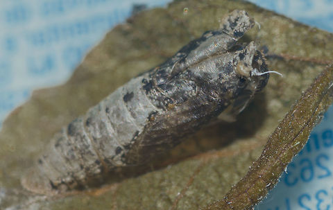 Unidentified - Requires an ID - Geometridae Pupa's Exuvia Lepidoptera: Bombycina: Geometroidea: Geometridae

Date: 3rd of June, 2018 at 02:22:00pm.
Location: Brazil, Cear&aacute;, Fortaleza (Lat: -3.75, Long: -38.51, 16th floor of a flat in an urban habitat)

Full post here: https://www.jungledragon.com/image/62139/unidentified_-_requires_an_id_-_geometridae_chrysalis.html Animalia,Arthropoda,Brazil,GEOMETROIDEA,Geotagged,Insecta,Insects,Lepidoptera,Moth,Pupae,South America,animal,animals,geometridae,heterocera,insect,moths,pupa,unidentified,unknown