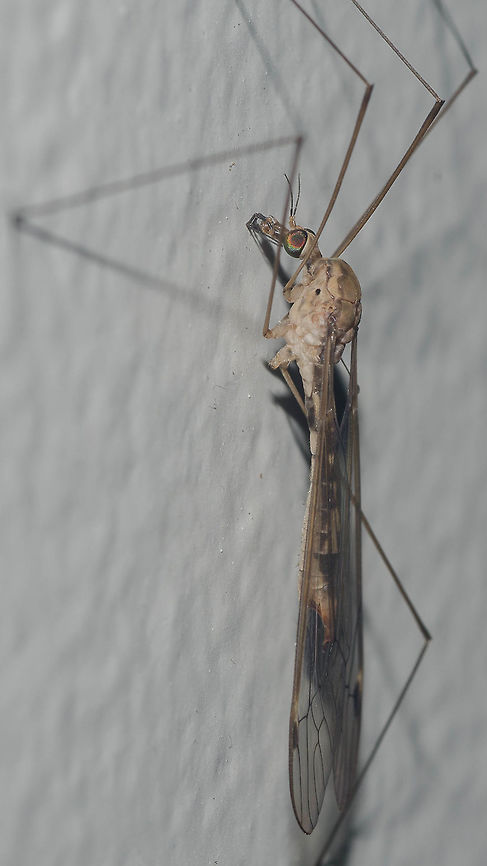 Megistocera longipennis - Típula / Mosquito-Gigante / True Crane Fly (Macquart, 1838) Diptera: Nematocera: Tipulomorpha: Tipuloidea: Tipulidae: Tipulinae<br />
<br />
Lateral view.<br />
<br />
Full post here: <figure class="photo"><a href="https://www.jungledragon.com/image/62193/megistocera_longipennis_-_tpula_mosquito-gigante_true_crane_fly_macquart_1838.html" title="Megistocera longipennis - Típula / Mosquito-Gigante / True Crane Fly (Macquart, 1838)"><img src="https://s3.amazonaws.com/media.jungledragon.com/images/3305/62193_thumb.jpg?AWSAccessKeyId=05GMT0V3GWVNE7GGM1R2&Expires=1763596810&Signature=ohjT9kvwP4PE3OvVqZfgrZWtvCk%3D" width="200" height="182" alt="Megistocera longipennis - Típula / Mosquito-Gigante / True Crane Fly (Macquart, 1838) Diptera: Nematocera: Tipulomorpha: Tipuloidea: Tipulidae: Tipulinae<br />
<br />
Lateral view here: https://www.jungledragon.com/image/62192/megistocera_longipennis_-_tpula_mosquito-gigante_true_crane_fly_macquart_1838.html<br />
<br />
Sex: ♀<br />
Date: 17th of April, 2018 at 09:23:12am<br />
Location: Brazil, Ceará, Fortaleza (Lat: -3.75, Long: -38.51, 16th floor)<br />
<br />
Other names: Daddy Longlegs (often attributed to Pholcid spiders); Mosquito Hawk.<br />
<br />
This one was found on the 16th floor of a flat in an urban habitat during daytime (09:23:12am), which proves that Megistocera longipennis are able to fly relatively high. Tipulid adults prefer humid areas with attenuated temperatures during the winter. The larvae of some species occur in salty ponds in desertic zones being able to withstand temperatures below the freezing point.<br />
<br />
Megistocera longipennis, identified by Cesar of Insetologia, is a species of true crane flies in the order Diptera, suborder Nematocera, infraorder Tipulomorpha, superfamily Tipuloidea, family Tipulidae and subfamily Tipulinae. Along with Megistocera longipennis, M. filipes are the only two known species in the genus Megistocera (Fabricius, 1805). Synonyms of M. longipennis include Megistocera tenuis (van der Wulp, 1885) and Tipula longipennis (Macquart, 1838). M. filipes has two subspecies; M. filipes filipes (Fabricius, 1805) and M. filipes fuscana (Wiedemann, 1820). The subject portrayed is a female, given the simple antennae.<br />
<br />
https://www.gbif.org/species/1508704<br />
<br />
https://www.itis.gov/servlet/SingleRpt/SingleRpt?search_topic=TSN&search_value=118907#null<br />
<br />
https://bugguide.net/node/view/116397<br />
<br />
https://www.itis.gov/servlet/SingleRpt/SingleRpt?search_topic=TSN&search_value=118906#null<br />
<br />
A2 vein is short as it is in Trichocera, but straight. Wings are windowed and possess an intricate network of veins with a small darker spot on their distal lateral margins. The body is brown and the wings, although translucent, possess shades of a rusty yellow. The thorax is robust and brown and the abdomen is slender and becomes more slender as it reaches the thorax. The legs are way longer than the body. The body's length, taking away the legs and the part of the wings extending beyond it, measured around 2cm. I don't know the measures of the whole body, including legs and wings, but it goes way beyond the body's length. Their eyes are large and compound, located on the terminal area of the head. The legs are most likely part of an evolutionary process that confers them the ability of landing on cylindrical stems and on the blades of leaves of Juncus sp. (Junaceae) ("rush") and Poaceae ("grasses"). Bucal parts are elongate, but are not developed to bite. Labellum is visible in the lateral view and is orangeish or brown; right at its back we can see the rostrum. I could note 6 dark antennal segments, followed by an orangeish or brown scape and pedicle. Maxillary palpi were dark colored; kind of hard to see how many segments they are made of, but seemingly four or five, with no reliability to this claim. They lack the scales on the wings that are characteristic to the true mosquitoes. They are great fliers and can land easily. They can also autotomize their legs when suffering from a predation attempt. Halteres are present as usual with Dipterans. You can see the technical terms for the venations of the wings here: http://drawwing.org/insect/megistocera-l...<br />
<br />
They are primarily Neotropical in distribution; their distribution can be seen as follows: USA (Texas, La, Fla); Argentina; Bolivia; Brazil; Cuba; Dominican Rep.; Guyana; Haiti; Jamaica; Paraguay; Peru; Puerto Rico; Suriname; Trinidad.<br />
<br />
They are harmless. They do not possess a Culicid's rostrum, which means they can't bite. I do not know what are the feeding habits of this species, but it is known that many Tipulids do not feed at all, with the adults establishing themselves as part of the food chain in nature, serving as food for many birds, insects, Amphibians, Reptilians and more, and reproducing; this means that their larvae are important in the food chain and in other aspects as I will note afterwards and, as only around 2% of the larvae of Tipulids are known, they are still greatly understudied. However, many Tipulids are known to feed on nectar and act as pollinators to a great variety of plants. The larvae are known to be aquatic in most Tipulids, thriving in salty lagoons and multiple terrestrial habitats. Most of the larvae serve as decomposers of organic matter, acting as detritivores, while also being part of the food chain. Some predate other larvae and feed on roots. Some Tipulid's larvae feed on the larvae of mosquitoes such as Culicids. Thankfully, they are incredibly resistant to some pesticides.<br />
<br />
It is worth noting again that they are not hematophagous (they do not feed on blood, they can't even bite) and some species are predators of true mosquitoes. They are delicate and simply handling them can damage their legs, body and wings. The one in the picture was already found with the missing leg. A missing leg is not a great harm to a Tipulid, so long as the legs missed are very few. This exact species is very poorly known, and I couldn't find much information specific to them, to which I apologize as there seems to be no way for me to acquire information on them through the Internet, forcing me to go for exogenous resources which are not available to me at the moment - if these exist. If you know anything else about Megistocera longipennis, please tell me and I WILL credit you for the given information!<br />
<br />
Other sources:<br />
<br />
Tipulidae article on Wikipedia that seems very reliable: https://pt.wikipedia.org/wiki/Tipulidae<br />
<br />
Article on Insetologia: https://www.insetologia.com.br/2018/06/mosquitao-tipulideo-no-ceara.html<br />
<br />
Morphology of Tipulidae: https://www.ent.iastate.edu/dept/research/systematics/thai/head Animalia,Arthropoda,Brazil,Brazilian Dipterans,Diptera,Dipteran,Insecta,Insects,Megistocera longipennis,Nematocera,Neotropical,South America,Tipulidae,Tipuloidea,Tipulomorpha,animal,animals,crane fly,insect,longipennis" /></a></figure><br />
<br />
Date: 17th of April, 2018 at 09:25:18<br />
Location: Brazil, Ceará, Fortaleza (Lat: -3.75, Long: -38.51, 16th floor) Animalia,Arthropoda,Brazil,Brazilian Dipterans,Diptera,Dipteran,Fall,Geotagged,Insecta,Insects,Megistocera longipennis,Nematocera,Neotropical,South America,Tipulidae,Tipuloidea,Tipulomorpha,animal,animals,crane fly