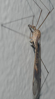 Megistocera longipennis - Típula / Mosquito-Gigante / True Crane Fly (Macquart, 1838) Diptera: Nematocera: Tipulomorpha: Tipuloidea: Tipulidae: Tipulinae

Lateral view.

Full post here: https://www.jungledragon.com/image/62193/megistocera_longipennis_-_tpula_mosquito-gigante_true_crane_fly_macquart_1838.html

Date: 17th of April, 2018 at 09:25:18
Location: Brazil, Ceará, Fortaleza (Lat: -3.75, Long: -38.51, 16th floor) Animalia,Arthropoda,Brazil,Brazilian Dipterans,Diptera,Dipteran,Fall,Geotagged,Insecta,Insects,Megistocera longipennis,Nematocera,Neotropical,South America,Tipulidae,Tipuloidea,Tipulomorpha,animal,animals,crane fly