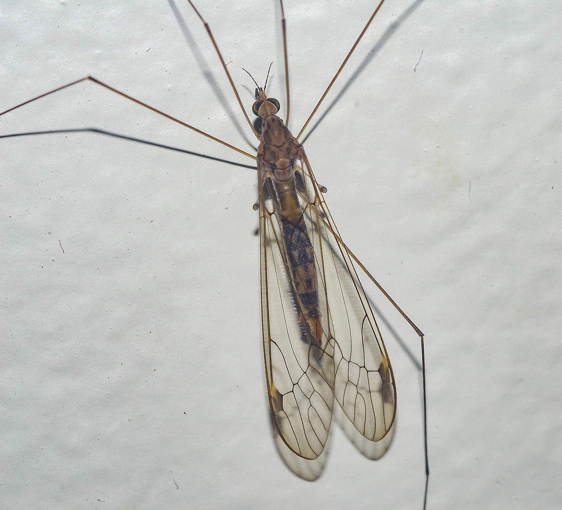 Megistocera longipennis - Típula / Mosquito-Gigante / True Crane Fly (Macquart, 1838) Diptera: Nematocera: Tipulomorpha: Tipuloidea: Tipulidae: Tipulinae<br />
<br />
Lateral view here: <figure class="photo"><a href="https://www.jungledragon.com/image/62192/megistocera_longipennis_-_tpula_mosquito-gigante_true_crane_fly_macquart_1838.html" title="Megistocera longipennis - T&iacute;pula / Mosquito-Gigante / True Crane Fly (Macquart, 1838)"><img src="https://s3.amazonaws.com/media.jungledragon.com/images/3305/62192_thumb.jpg?AWSAccessKeyId=05GMT0V3GWVNE7GGM1R2&Expires=1769040010&Signature=JZTxzJj5ots9aSBdOd%2F23SpagRw%3D" width="86" height="152" alt="Megistocera longipennis - T&iacute;pula / Mosquito-Gigante / True Crane Fly (Macquart, 1838) Diptera: Nematocera: Tipulomorpha: Tipuloidea: Tipulidae: Tipulinae<br />
<br />
Lateral view.<br />
<br />
Full post here: https://www.jungledragon.com/image/62193/megistocera_longipennis_-_tpula_mosquito-gigante_true_crane_fly_macquart_1838.html<br />
<br />
Date: 17th of April, 2018 at 09:25:18<br />
Location: Brazil, Cear&aacute;, Fortaleza (Lat: -3.75, Long: -38.51, 16th floor) Animalia,Arthropoda,Brazil,Brazilian Dipterans,Diptera,Dipteran,Fall,Geotagged,Insecta,Insects,Megistocera longipennis,Nematocera,Neotropical,South America,Tipulidae,Tipuloidea,Tipulomorpha,animal,animals,crane fly" /></a></figure><br />
<br />
Sex: ♀<br />
Date: 17th of April, 2018 at 09:23:12am<br />
Location: Brazil, Cear&aacute;, Fortaleza (Lat: -3.75, Long: -38.51, 16th floor)<br />
<br />
Other names: Daddy Longlegs (often attributed to Pholcid spiders); Mosquito Hawk.<br />
<br />
This one was found on the 16th floor of a flat in an urban habitat during daytime (09:23:12am), which proves that Megistocera longipennis are able to fly relatively high. Tipulid adults prefer humid areas with attenuated temperatures during the winter. The larvae of some species occur in salty ponds in desertic zones being able to withstand temperatures below the freezing point.<br />
<br />
Megistocera longipennis, identified by Cesar of Insetologia, is a species of true crane flies in the order Diptera, suborder Nematocera, infraorder Tipulomorpha, superfamily Tipuloidea, family Tipulidae and subfamily Tipulinae. Along with Megistocera longipennis, M. filipes are the only two known species in the genus Megistocera (Fabricius, 1805). Synonyms of M. longipennis include Megistocera tenuis (van der Wulp, 1885) and Tipula longipennis (Macquart, 1838). M. filipes has two subspecies; M. filipes filipes (Fabricius, 1805) and M. filipes fuscana (Wiedemann, 1820). The subject portrayed is a female, given the simple antennae.<br />
<br />
<a href="https://www.gbif.org/species/1508704" rel="nofollow">https://www.gbif.org/species/1508704</a><br />
<br />
<a href="https://www.itis.gov/servlet/SingleRpt/SingleRpt?search_topic=TSN&amp;search_value=118907#null" rel="nofollow">https://www.itis.gov/servlet/SingleRpt/SingleRpt?search_topic=TSN&amp;search_value=118907#null</a><br />
<br />
<a href="https://bugguide.net/node/view/116397" rel="nofollow">https://bugguide.net/node/view/116397</a><br />
<br />
<a href="https://www.itis.gov/servlet/SingleRpt/SingleRpt?search_topic=TSN&amp;search_value=118906#null" rel="nofollow">https://www.itis.gov/servlet/SingleRpt/SingleRpt?search_topic=TSN&amp;search_value=118906#null</a><br />
<br />
A2 vein is short as it is in Trichocera, but straight. Wings are windowed and possess an intricate network of veins with a small darker spot on their distal lateral margins. The body is brown and the wings, although translucent, possess shades of a rusty yellow. The thorax is robust and brown and the abdomen is slender and becomes more slender as it reaches the thorax. The legs are way longer than the body. The body&#039;s length, taking away the legs and the part of the wings extending beyond it, measured around 2cm. I don&#039;t know the measures of the whole body, including legs and wings, but it goes way beyond the body&#039;s length. Their eyes are large and compound, located on the terminal area of the head. The legs are most likely part of an evolutionary process that confers them the ability of landing on cylindrical stems and on the blades of leaves of Juncus sp. (Junaceae) (&quot;rush&quot;) and Poaceae (&quot;grasses&quot;). Bucal parts are elongate, but are not developed to bite. Labellum is visible in the lateral view and is orangeish or brown; right at its back we can see the rostrum. I could note 6 dark antennal segments, followed by an orangeish or brown scape and pedicle. Maxillary palpi were dark colored; kind of hard to see how many segments they are made of, but seemingly four or five, with no reliability to this claim. They lack the scales on the wings that are characteristic to the true mosquitoes. They are great fliers and can land easily. They can also autotomize their legs when suffering from a predation attempt. Halteres are present as usual with Dipterans. You can see the technical terms for the venations of the wings here: <a href="http://drawwing.org/insect/megistocera-l.." rel="nofollow">http://drawwing.org/insect/megistocera-l..</a>.<br />
<br />
They are primarily Neotropical in distribution; their distribution can be seen as follows: USA (Texas, La, Fla); Argentina; Bolivia; Brazil; Cuba; Dominican Rep.; Guyana; Haiti; Jamaica; Paraguay; Peru; Puerto Rico; Suriname; Trinidad.<br />
<br />
They are harmless. They do not possess a Culicid&#039;s rostrum, which means they can&#039;t bite. I do not know what are the feeding habits of this species, but it is known that many Tipulids do not feed at all, with the adults establishing themselves as part of the food chain in nature, serving as food for many birds, insects, Amphibians, Reptilians and more, and reproducing; this means that their larvae are important in the food chain and in other aspects as I will note afterwards and, as only around 2% of the larvae of Tipulids are known, they are still greatly understudied. However, many Tipulids are known to feed on nectar and act as pollinators to a great variety of plants. The larvae are known to be aquatic in most Tipulids, thriving in salty lagoons and multiple terrestrial habitats. Most of the larvae serve as decomposers of organic matter, acting as detritivores, while also being part of the food chain. Some predate other larvae and feed on roots. Some Tipulid&#039;s larvae feed on the larvae of mosquitoes such as Culicids. Thankfully, they are incredibly resistant to some pesticides.<br />
<br />
It is worth noting again that they are not hematophagous (they do not feed on blood, they can&#039;t even bite) and some species are predators of true mosquitoes. They are delicate and simply handling them can damage their legs, body and wings. The one in the picture was already found with the missing leg. A missing leg is not a great harm to a Tipulid, so long as the legs missed are very few. This exact species is very poorly known, and I couldn&#039;t find much information specific to them, to which I apologize as there seems to be no way for me to acquire information on them through the Internet, forcing me to go for exogenous resources which are not available to me at the moment - if these exist. If you know anything else about Megistocera longipennis, please tell me and I WILL credit you for the given information!<br />
<br />
Other sources:<br />
<br />
Tipulidae article on Wikipedia that seems very reliable: <a href="https://pt.wikipedia.org/wiki/Tipulidae" rel="nofollow">https://pt.wikipedia.org/wiki/Tipulidae</a><br />
<br />
Article on Insetologia: <a href="https://www.insetologia.com.br/2018/06/mosquitao-tipulideo-no-ceara.html" rel="nofollow">https://www.insetologia.com.br/2018/06/mosquitao-tipulideo-no-ceara.html</a><br />
<br />
Morphology of Tipulidae: <a href="https://www.ent.iastate.edu/dept/research/systematics/thai/head" rel="nofollow">https://www.ent.iastate.edu/dept/research/systematics/thai/head</a> Animalia,Arthropoda,Brazil,Brazilian Dipterans,Diptera,Dipteran,Insecta,Insects,Megistocera longipennis,Nematocera,Neotropical,South America,Tipulidae,Tipuloidea,Tipulomorpha,animal,animals,crane fly,insect,longipennis