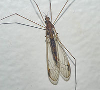 Megistocera longipennis - Típula / Mosquito-Gigante / True Crane Fly (Macquart, 1838) Diptera: Nematocera: Tipulomorpha: Tipuloidea: Tipulidae: Tipulinae<br />
<br />
Lateral view here: https://www.jungledragon.com/image/62192/megistocera_longipennis_-_tpula_mosquito-gigante_true_crane_fly_macquart_1838.html<br />
<br />
Sex: ♀<br />
Date: 17th of April, 2018 at 09:23:12am<br />
Location: Brazil, Ceará, Fortaleza (Lat: -3.75, Long: -38.51, 16th floor)<br />
<br />
Other names: Daddy Longlegs (often attributed to Pholcid spiders); Mosquito Hawk.<br />
<br />
This one was found on the 16th floor of a flat in an urban habitat during daytime (09:23:12am), which proves that Megistocera longipennis are able to fly relatively high. Tipulid adults prefer humid areas with attenuated temperatures during the winter. The larvae of some species occur in salty ponds in desertic zones being able to withstand temperatures below the freezing point.<br />
<br />
Megistocera longipennis, identified by Cesar of Insetologia, is a species of true crane flies in the order Diptera, suborder Nematocera, infraorder Tipulomorpha, superfamily Tipuloidea, family Tipulidae and subfamily Tipulinae. Along with Megistocera longipennis, M. filipes are the only two known species in the genus Megistocera (Fabricius, 1805). Synonyms of M. longipennis include Megistocera tenuis (van der Wulp, 1885) and Tipula longipennis (Macquart, 1838). M. filipes has two subspecies; M. filipes filipes (Fabricius, 1805) and M. filipes fuscana (Wiedemann, 1820). The subject portrayed is a female, given the simple antennae.<br />
<br />
https://www.gbif.org/species/1508704<br />
<br />
https://www.itis.gov/servlet/SingleRpt/SingleRpt?search_topic=TSN&search_value=118907#null<br />
<br />
https://bugguide.net/node/view/116397<br />
<br />
https://www.itis.gov/servlet/SingleRpt/SingleRpt?search_topic=TSN&search_value=118906#null<br />
<br />
A2 vein is short as it is in Trichocera, but straight. Wings are windowed and possess an intricate network of veins with a small darker spot on their distal lateral margins. The body is brown and the wings, although translucent, possess shades of a rusty yellow. The thorax is robust and brown and the abdomen is slender and becomes more slender as it reaches the thorax. The legs are way longer than the body. The body's length, taking away the legs and the part of the wings extending beyond it, measured around 2cm. I don't know the measures of the whole body, including legs and wings, but it goes way beyond the body's length. Their eyes are large and compound, located on the terminal area of the head. The legs are most likely part of an evolutionary process that confers them the ability of landing on cylindrical stems and on the blades of leaves of Juncus sp. (Junaceae) ("rush") and Poaceae ("grasses"). Bucal parts are elongate, but are not developed to bite. Labellum is visible in the lateral view and is orangeish or brown; right at its back we can see the rostrum. I could note 6 dark antennal segments, followed by an orangeish or brown scape and pedicle. Maxillary palpi were dark colored; kind of hard to see how many segments they are made of, but seemingly four or five, with no reliability to this claim. They lack the scales on the wings that are characteristic to the true mosquitoes. They are great fliers and can land easily. They can also autotomize their legs when suffering from a predation attempt. Halteres are present as usual with Dipterans. You can see the technical terms for the venations of the wings here: http://drawwing.org/insect/megistocera-l...<br />
<br />
They are primarily Neotropical in distribution; their distribution can be seen as follows: USA (Texas, La, Fla); Argentina; Bolivia; Brazil; Cuba; Dominican Rep.; Guyana; Haiti; Jamaica; Paraguay; Peru; Puerto Rico; Suriname; Trinidad.<br />
<br />
They are harmless. They do not possess a Culicid's rostrum, which means they can't bite. I do not know what are the feeding habits of this species, but it is known that many Tipulids do not feed at all, with the adults establishing themselves as part of the food chain in nature, serving as food for many birds, insects, Amphibians, Reptilians and more, and reproducing; this means that their larvae are important in the food chain and in other aspects as I will note afterwards and, as only around 2% of the larvae of Tipulids are known, they are still greatly understudied. However, many Tipulids are known to feed on nectar and act as pollinators to a great variety of plants. The larvae are known to be aquatic in most Tipulids, thriving in salty lagoons and multiple terrestrial habitats. Most of the larvae serve as decomposers of organic matter, acting as detritivores, while also being part of the food chain. Some predate other larvae and feed on roots. Some Tipulid's larvae feed on the larvae of mosquitoes such as Culicids. Thankfully, they are incredibly resistant to some pesticides.<br />
<br />
It is worth noting again that they are not hematophagous (they do not feed on blood, they can't even bite) and some species are predators of true mosquitoes. They are delicate and simply handling them can damage their legs, body and wings. The one in the picture was already found with the missing leg. A missing leg is not a great harm to a Tipulid, so long as the legs missed are very few. This exact species is very poorly known, and I couldn't find much information specific to them, to which I apologize as there seems to be no way for me to acquire information on them through the Internet, forcing me to go for exogenous resources which are not available to me at the moment - if these exist. If you know anything else about Megistocera longipennis, please tell me and I WILL credit you for the given information!<br />
<br />
Other sources:<br />
<br />
Tipulidae article on Wikipedia that seems very reliable: https://pt.wikipedia.org/wiki/Tipulidae<br />
<br />
Article on Insetologia: https://www.insetologia.com.br/2018/06/mosquitao-tipulideo-no-ceara.html<br />
<br />
Morphology of Tipulidae: https://www.ent.iastate.edu/dept/research/systematics/thai/head Animalia,Arthropoda,Brazil,Brazilian Dipterans,Diptera,Dipteran,Insecta,Insects,Megistocera longipennis,Nematocera,Neotropical,South America,Tipulidae,Tipuloidea,Tipulomorpha,animal,animals,crane fly,insect,longipennis