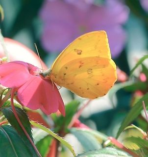 Phoebis philea philea ♂ - Orange-Barred Sulphur / Borboleta-Gema (C. Linnaeus, 1763) Lepidoptera: Bombycina: Papilionoidea: Pieridae: Coliadinae: Coliadini

Wingspan: 68-80mm (a source claims 90mm)
Sex: ♂
Date: 10th of July, 2017 at 11:50:30am
Location: Brazil, Santa Catarina, Benedito Novo (Lat: -26.77, Long: -49.36)

Phoebis philea philea is a subspecies of butterfly in the order Lepidoptera, subdivision Bombycina, superfamily Papilionoidea, family Pieridae, subfamily Coliadinae and tribe Coliadini.

The subject portrayed is a male. The criteria used to differentiate a male from a female of Phoebis philea philea just by observation is through the wing spots. The outer margins of the females' wings' dorsal surface are sprinkled with brown spots, with a larger brown spot on the apex, continuing through the costal margins in smaller spots. The spots on the ventral surface of the wings of the females are more boldly marked than those of males. The dorsal surface of the wings of the males are almost entirely yellow and orange. The ventral surface of the wings of the males are covered in spots which are much more attenuated than those of females. You can visualize the difference here:

http://www.dallasbutterflies.com/Butterflies/html/philea.html

Their larvae feed on a gigantic amount of plants, including Senna sp. (Mill.), such as Senna corymbosa ((Lam.) H.S.Irwin & Barneby) ("Argentine senna"), Senna alata ((L.) Roxb.) ("candle-stick tree"), Senna lindheimeriana ((Scheele) Irwin & Barneby) ("Lindheimer's senna"), and Cassia sp. (L.) such as Cassia fistula (L.) ("golden rain tree" / "canafistula" / and many more) and many more. All of those within: Fabaceae: Caesalpinioideae: Cassieae: Cassiinae.

Three subspecies of Phoebis philea are known:

Phoebis philea philea (Linnaeus, 1763) (US to Brazil)
Phoebis philea huebneri (Fruhstorfer, 1907) (Cuba)
Phoebis philea thalestris (Illiger, 1801) (Hispaniola)

They are highly migratory and can be found in a great variety of habitats, including tropical scrub forests, gardens, fields, primary and secondary forest edges, deciduous woodlands, scrubby grasslands and farmlands. These can be found at an altitude between sea level and about 1500m. They can be commonly found in large groups of mixed species, such as Aphrissa statira (Pieridae: Coliadinae: Coliadini), Phoebis argante (Pieridae: Coliadinae: Coliadini) and Rhabdodryas trite (Pieridae: Coliadinae: Coliadini).

Adults have a preference for red-colored flowers as can be seen in the picture, on which it is feeding on the nectar of an Impatiens sp. (L., 1753) (Balsaminaceae) ("jewelweed" / "touch-me-not" / "snapweed" / "patience" / "impatiens" / "busy lizzie").

Further feeding habits of the adults include the nectar of:

Pentas sp. (Benth.) (Rubiaceae: Rubioideae: Knoxieae) ("starcluster")

Hibiscus sp. (L.) (Malvaceae: Malvoideae: Hibisceae) ("rose mallow")

Ixora sp. (L.) (Rubiaceae: Ixoroideae: Ixoreae) ("West Indian Jasmine" / many others...)

Duranta sp. (L.) (Verbenaceae) ("adenis" - Colombia)

Bougainvillea sp. (Comm. ex Juss.) (Nyctaginaceae: Bougainvilleeae) (list of common names here: en.wikipedia.org/wiki/Bougainvillea)

Lantana sp. (L.) (Verbenaceae) ("lantana" / "shrub verbenas")

Another feeding habit of the adult Phoebis philea philea is through the absorption of minerals and moisture from muddy soils. There are probably many more host plants.

As can be noted, all of the plants mentioned above display red variations. It's hard to tell what is the reason that attracts the Phoebis philea philea to red flowers with accuracy; however, bees prefer, what for us, seems like the yellow, white or blue colors. They can also perceive the ultraviolet region of the spectrum that is invisible to us. They are very sensitive to the flavones and flavonols, substances that are absorbed in the ultraviolet and are present in almost all white flowers. The bees are insensitive to the red color, but may visit red flowers guided by the presence of flavones that absorb the ultraviolet light. Hummingbirds, on the other hand, are sensitive to red and prefer bright red flowers such as Hibiscus. Some species may visit other colors of flowers, such as white. Butterflies seem to be attracted to bright-colored flowers, which may explain the preference of Phoebis philea philea for red flowers, as red is a strong color. Moths prefer the colors red, purple, white or light-pink, factor that may also vary among species, while wasps prefer monotonous, dark and brown colors, depending on the species. Flies are attracted to dark and light colors, depending on the species, such as black, brown, purple, green or white. Beetles and bats do not seem to have an attraction to the color of the flowers, but to other signals. This last factor might also depend on species. Carotenoids are more present in yellow-colored flowers, while flavones, such as luteolin, and flavonols, such as quercetin, are present in the majority of the white flowers and cream-colored flowers. Bright red flowers possess pelargonidin and cyanidin + carotenoids. Brown flowers possess cyanidin overlapping carotenoids. Pink-colored flowers possess peonidin while violet flowers possess delphinidin. Purple flowers have a high concentration of delphinidin. Green-colored ones possess chlorophylls.

Egg of Phoebis philea: http://www.dallasbutterflies.com/Butterflies/OVA/phileaegg.htm

Larva of Phoebis philea: http://www.dallasbutterflies.com/Butterflies/LARVA/philealarva.htm

Chrysalis of Phoebis philea: http://www.dallasbutterflies.com/Butterflies/PUPA/phileapupa.htm

Their wingspan can range from around 68mm to 80mm, with a source claiming up to 90mm; this requires confirmation. They can fly high or low, usually next to the margins of rivers. On the hottest hours of the day, the males will absorb moisture and minerals from muddy soils. Females prefer absorbing nectar from flowers; on days which the temperature is attenuated, males will follow the females' habits of absorbing nectar from flowers, especially red ones.

Eggs are laid individually on the leaves or buds of the host plants (such as Cassia sp.). The larvae will feed on the leaves of the plant and, when fully grown, will pupate.

Their most common natural predators are birds, but there are more.

Sources:

http://www.learnaboutbutterflies.com/Amazon - Phoebis philea.htm - Ignore the sexual dimorphism part as it is wrong.

http://www.butterfliesofamerica.com/phoebis_p_philea.htm

http://www.butterfliesofamerica.com/L/phoebis_p_philea_aberrations.htm - Different "variations" of P. philea philea.

http://www.klimanaturali.org/2011/06/borboleta-gema-phoebis-philea-philea.html

https://pt.wikipedia.org/wiki/Borboleta-amarela

https://en.wikipedia.org/wiki/Phoebis_philea

http://www.oocities.org/~esabio/interacao/bioquimica.htm

http://eol.org/pages/4096306/overview Animalia,Brazil,Butterfly,Coliadini,Geotagged,Insecta,Insects,Lepidoptera,Orange-barred Sulphur,Papilionoidea,Phoebis,Phoebis philea,Phoebis philea philea,Pieridae,Rhophalocera,Santa Catarina,South America,animals,butterflies,coliadinae
