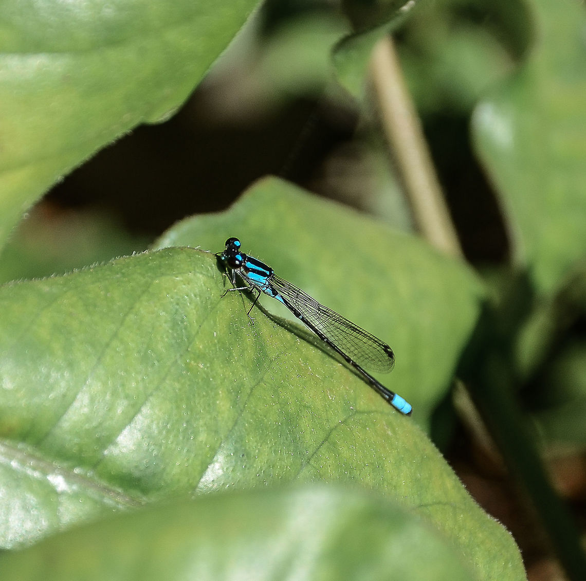 Acanthagrion lancea - Celeste Wedgetail / Pond Damselfly / Donzelinha (Selys, 1876) Odonata: Zygoptera: Coenagrionoidea: Coenagrionidae: Ischnurinae<br />
<br />
Length: ~30mm<br />
<br />
Sex: ♂<br />
<br />
Hour: 11th of July, 2017 at 11:19:04am<br />
Location: Brazil, Santa Catarina, Benedito Novo (Lat: -26.77, Long: -49.36)<br />
<br />
Acanthagrion lancea is a damselfly in the order Odonata, suborder Zygoptera, superfamily Coenagrionoidea, family Coenagrionidae and subfamily Ischnurinae. The subject portrayed is a male.<br />
<br />
<a href="https://www.pugetsound.edu/academics/academic-resources/slater-museum/biodiversity-resources/dragonflies/world-odonata-list2/" rel="nofollow">https://www.pugetsound.edu/academics/academic-resources/slater-museum/biodiversity-resources/dragonflies/world-odonata-list2/</a><br />
<br />
Acanthagrion lancea are distributed, according to the following source, in Ecuador, Peru, Paraguay, Argentina, and Brazil (Rio Grande do Sul, S&atilde;o Paulo and Santa Catarina). The distribution status is most likely lacking, or most unlikely not lacking.<br />
<br />
Source: <a href="https://books.google.com.br/books/content?id=PG_td3hm7XoC&amp;hl=pt-BR&amp;pg=PA512&amp;img=1&amp;pgis=1&amp;dq=acanthagrion+lancea&amp;sig=ACfU3U2DrVXa46aBSDsRx7LHuAjuYjRGOA&amp;edge=0" rel="nofollow">https://books.google.com.br/books/content?id=PG_td3hm7XoC&amp;hl=pt-BR&amp;pg=PA512&amp;img=1&amp;pgis=1&amp;dq=acanthagrion+lancea&amp;sig=ACfU3U2DrVXa46aBSDsRx7LHuAjuYjRGOA&amp;edge=0</a><br />
<br />
Genitalia source: <a href="https://books.google.com.br/books/content?id=PG_td3hm7XoC&amp;hl=pt-BR&amp;pg=PA513&amp;img=1&amp;pgis=1&amp;dq=acanthagrion+lancea&amp;sig=ACfU3U3sjt_yYMOS5WZJ5EGRXS-fxWgkEA&amp;edge=0" rel="nofollow">https://books.google.com.br/books/content?id=PG_td3hm7XoC&amp;hl=pt-BR&amp;pg=PA513&amp;img=1&amp;pgis=1&amp;dq=acanthagrion+lancea&amp;sig=ACfU3U3sjt_yYMOS5WZJ5EGRXS-fxWgkEA&amp;edge=0</a> - Females possess mesepisternal fossae while males possess a penis, quite distinctive from the female&#039;s genitalia. &quot;The superior appendages slant toward the inferior ones from the base of the apex; their apices are rounded, truncate, or spatulate, never acutely pointed. The distal penis segment is incised apically. - The superior appendages are directed posteriorly and do not obviously slant toward the inferior ones. The tips of these appendages are acutely pointed or each bears a small, angular, apical tubercle.&quot;<br />
<br />
The thorax expresses dorsal stripes, the one in the middle being black, followed by a blue stripe on both sides, followed by a black stripe on both sides and then a wider blue stripe on both sides. The eyes are very large, compound with a blue marking on top. The proximal part of the abdomen with the thorax starts out with a large blue patch underneath with a smaller black patch on the top, followed by another abdominal segment following the same patterns as the prior, except that it is more slender and darkens as the abdomen goes on, reaching a tiny blue marking, with the following segments being dark and the distal end of the abdomen mainly blue.<br />
<br />
Their habitats are lagoons, ponds, riverstreams, wetlands or clear rivers, being often found next to the marginal vegetations and can also occur in gardens quite often. Most of the time, they seem to end up in gardens that occur next to a river or water source.<br />
<br />
Eggs are usually laid among living or dead submerged vegetation in waters with average temperatures. The nymphs often stay near the root of aquatic plants such as Eichhornia azurea ((Swartz) Kunth) (Pontederiaceae) (&quot;anchored water hyacinth&quot;), submerged debris or dead submerged plant material. The nymphs are aquatic predators and will feed on insects such as Chironomids (Diptera) which are associated with the Eichhornia azurea.<br />
<br />
Waters with a temperature of 28&ordm;C are ideal for the nymphs to survive. This means that global warming and effects on the global temperature greatly affects Acanthagrion and possibly many more Odonata. Some Odonata species exhibit temperature adaptations and are able to maintain their temperature constant, in comparison to the environment, showing certain endothermic regulation (May, 1976). The temperature limits their distribution and also changes their behavior (Corbet, 1999). Low water temperatures may increase stress during the development of Odonata nymphs (Chang et al. 2007, Thompson &amp; Hassall, 2008). A species of Acanthagrion, A. taxaense is critically endangered and could already have undergone extinction as it has not been seen since 1965 (<a href="http://www.iucnredlist.org/details/full/158924/0)" rel="nofollow">http://www.iucnredlist.org/details/full/158924/0)</a>.<br />
<br />
The adults are predators and will feed on insects. They have hyaline wings, are small in size and tend to rest with their wings folded above the abdomen, in contrast with dragonflies, which rest with the wings wide open and are much larger. All the Acanthagrion lancea I found were calm and could be approached without scaring them away, a trait I found to be common among other damselflies I found in Santa Catarina, and uncommon among dragonflies, which tend to be very wary and will fly at the slightest sight of danger; with this said, they possess one of the best eyesights in the Insecta. Acanthagrion is a very large genus and its members are dominant in the Neotropics. Acanthagrion quadratum can be found in North America. The family Coenagrionidae itself enjoys a worldwide distribution, but the Acanthagrion genus seems to be restricted to the Neotropics, except for A. quadratum. A characteristic trait to this family is that it possesses the smallest species of Zygopterans. The family is characterised with two antenodal cross veins present, with vein M3 arising nearer to the nodus than arculus. The ground color may be blue, yellow, green, orange or purple. They usually have a black pattern, are narrow, stalked and usually colorless with clear wings.<br />
<br />
The family Coenagrionidae itself contains individuals that can crawl about underwater to deposit the eggs. The family name may be derived from the Greek, with &quot;coen&quot; meaning &quot;shared&quot; or &quot;common&quot; and &quot;agrio&quot; meaning &quot;fields&quot; or &quot;wild.<br />
<br />
There is much confusion between A. gracile and A. lancea given the coloration of the abdomen. A. lancea displays a small triangular blue spot on the latero-inferior part of the abdominal segment S7 while A. gracile displays a blue mark on top of the abdominal segment S7, in continuity with abdominal segment S8. The legs of A. gracile are much darker than those of A. lancea.<br />
<br />
Comparison between them: <a href="http://meslibellules.fr/voyages/bresil/acanthagrion-comparison/acanthagrion-comparison-1.php" rel="nofollow">http://meslibellules.fr/voyages/bresil/acanthagrion-comparison/acanthagrion-comparison-1.php</a> - As you can see, my individual possesses the small triangular blue spot on the latero-inferior part of the abdominal segment S7. A. lancea&#039;s wings seem to extend a tad bit more than the wings of A. gracile, although this can&#039;t be seem in my picture with accuracy due to the angle. Both measure around 30mm.<br />
<br />
Identification by my dear friend Jay. You can find him on Instagram at @jayswildlife.<br />
<br />
Sources:<br />
<br />
<a href="https://en.wikipedia.org/wiki/Coenagrionidae" rel="nofollow">https://en.wikipedia.org/wiki/Coenagrionidae</a><br />
<br />
A view at what are antenodal cross veins and nodus:<br />
<a href="http://odonates.pbworks.com/w/page/5193605/Dragonfly" rel="nofollow">http://odonates.pbworks.com/w/page/5193605/Dragonfly</a> Groups<br />
<br />
A shallow view at what is an arculus: <a href="http://www.sfu.ca/biology/courses/bisc317/odonataimages/coenagrionidaewing.jpg" rel="nofollow">http://www.sfu.ca/biology/courses/bisc317/odonataimages/coenagrionidaewing.jpg</a><br />
<br />
<a href="https://en.wikipedia.org/wiki/Acanthagrion" rel="nofollow">https://en.wikipedia.org/wiki/Acanthagrion</a><br />
<br />
<a href="http://www.scielo.br/scielo.php?script=sci_arttext&amp;pid=S1676-06032015000200401" rel="nofollow">http://www.scielo.br/scielo.php?script=sci_arttext&amp;pid=S1676-06032015000200401</a> Acanthagrion,Acanthagrion lancea,Animalia,Arthropoda,Azure Damselfly,Blue,Brazil,Coenagrionidae,Coenagrionoidea,Geotagged,Insecta,Insects,Ischnurinae,Neotropical,Odonata,South America,Zygoptera,animals,damselfly,insect