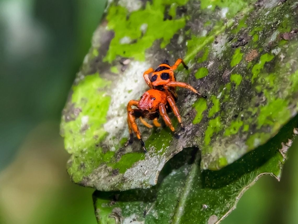 Phiale sp. - Phiale Jumping Spider (C.L. Koch, 1846) Araneae: Araneomorphae: Entelegynae: Salticidae: Salticinae: Saltafresia: Aelurillini: Freyina<br />
<br />
Length: ~7mm<br />
Date: 27th of October, 2017 at 02:29:39pm<br />
<br />
Phiale is a genus of jumping spiders in the order Araneae, suborder Opisthothelae, infraorder Araneomorphae subdivision Entelegynae, family Salticidae, subfamily Salticinae, unranked clade Saltafresia, tribe Aelurillini and subtribe Freyina. They are found in South America and Central America, with some being endemic to some of the Caribbean islands. There is a great difficulty in identifying these spiders, as this genus is known to possess an enormous variation in coloring and patterns between individuals of the same species. As a Salticid, they are very docile and hunt insects actively instead of relying on webs to ensnare prey. They are harmless to humans and animals, being dangerous only to insects. This variation in coloring seems to be really rare, as apparently the only other register of what seems very similar to the individual portrayed can be found here: <a href="http://www.projectnoah.org/spottings/1465206" rel="nofollow">http://www.projectnoah.org/spottings/1465206</a><br />
<br />
Other sources:<br />
<br />
<a href="https://en.wikipedia.org/wiki/Phiale_(spider)" rel="nofollow">https://en.wikipedia.org/wiki/Phiale_(spider)</a><br />
<a href="http://eol.org/pages/114068/overview" rel="nofollow">http://eol.org/pages/114068/overview</a><br />
<br />
NEW CHANGES TO THE SUBDIVISIONS OF SALTICIDAE HERE: <a href="https://bugguide.net/node/view/1962" rel="nofollow">https://bugguide.net/node/view/1962</a><br />
<br />
AND HERE: <a href="http://salticidae.org/salticidImages/pages/ecuador/classification.html#freyina" rel="nofollow">http://salticidae.org/salticidImages/pages/ecuador/classification.html#freyina</a><br />
<br />
This Salticidae was photographed in Brazil, Santa Catarina, Benedito Novo. Aelurillini,Animalia,Arachnida,Araneae,Arthropoda,Brazil,Brazilian Spiders,Entelegynae,Freyina,Geotagged,Jumping Spider,Opisthothelae,Phiale,Salticidae,Salticinae,Salticoidea,South America,Spider,animals,araneomorphae