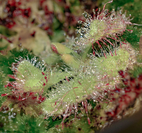 Drosera burmannii - Burmese Sundew / Tropical Sundew / Drosera Tropical (Vahl) Plantae: Magnoliopsida: Caryophyllales: Polygonineae: Droseraceae

Another picture here (Date: 8th of March, 2018 at 09:47:06pm):
https://www.jungledragon.com/image/61716/drosera_burmannii_-_burmese_sundew_tropical_sundew_drosera_tropical_vahl.html

Date: 30th of June, 2018 at 12:00:12pm
Location: Brazil, Ceará, Fortaleza.
Diameter: ~2cm.
Lifespan: ~1 Year

The Drosera burmannii is a carnivore plant in the class Magnoliopsida, order Caryophyllales, suborder Polygonineae and family Droseraceae.

Pollinators are guided to the flowers by visual cues and protected from the traps by spatial separation.

The tentacles are glandular and possess thin strings. The tip of these strings contain a sticky fluid covering the laminae. To digest prey two glands are used: one secretes a sweet mucilage that is used to attract, capture prey and produce enzymes to digest them. The other absorbs the bodily fluids of the prey. Small insects have no strength to escape the the sticky substance, eventually dying by exhaustion or asphyxiation as the fluid envelops them. The death usually occurs within 15 minutes. Meanwhile, the plant will secrete esterase, peroxidase, phosphatase and protease enzymes which will dissolve the insect and release the nutrients from within. The nutrients proceed to be absorbed through the surface of the leaves to nourish the plant.

Drosera will move their tentacles in response to contact with edible prey, especially Drosera burmannii. The tentacles will normally bend towards the center of the leaf to bring the insect into contact with many stalked glands, but this is not a rule to all species.

The flowering of Drosera occurs high above the dangerous parts; this mechanism is an evolved adaptation that allows the plant to be pollinated by insects without killing them being, then, able to reproduce, even though they can self-pollinate. The flowers are very sensitive to light and will blossom, most of the time, when direct sunlight becomes stronger. The flowers are helitropic, which means they will move to correspond the Sun's position. The seeds are incredibly tiny, hard to see to the naked eye. Most species of Drosera self-fertilize, meaning that the flower will usually self-pollinate upon closing. Many, many seeds are produced, which germinate through exposure to moisture and light. Some seeds require cold and damp stratification to germinate. There are different requirements among different species.

Their roots are weak and serve as anchors and water absorbers to the plant, being almost useless for nutrient intake. A few species use the roots for water and food storage, while others possess wiry root systems that will remain alive during frost if the stem dies. Some species use the roots for asexual reproduction.

When cultivated, they should be planted in Sphagnum sp. moss (Sphagnidae: Sphagnales: Sphagnaceae) (L.), live or dehydrated, or a mixture of sand and the mentioned moss. I have always used moss alone and never had any problems. Other options exist. The moss in the picture is live Sphagnum sp.. Sundews do not rely too much on soil substances to thrive. They are moderately frost-resistant.

The seeds of Drosera burmannii are very easy to germinate. The Drosera burmannii measures around 2cm or more in diameter. They tend to die after the flowering process if they do not feed, but can virtually grow forever under lights in colder areas as the seeds will eventually fall and give room for more of them. The flowers of Drosera burmannii self-pollinate and the seeds will fall on their own on the substract (preferrably Sphagnum sp. moss) to produce more plants. The soil has to be constantly wet, especially under heat.

Drosera should never be manually fed, doing so may damage the plant if done incorrectly. Drosera can catch prey on their own through their own adaptations, and they can live well enough with water and sunlight alone.

The water >NEEDS< to be chlorine-free. Chlorine is known to kill members of Droseraceae. Rain water is perfect, but the filtered water without chlorine that you drink is great as well.

The natural habitats of Drosera are seasonally moist or constantly wet habitats with acidic soils and high levels of sunlight. These habitats include bogs, fens, swamps, marshes, the tepuis of Venezuela, the wallums of coastal Australia, the fynbos of South Africa and moist streambanks. Specifically referring to Drosera burmannii, they can be found in Australia and Southeast Asia, in rocky places, where it's generally dry with plenty of sunlight but have been introduced elsewhere. Further habitats include rainforests, deserts and even highly shaded environments.

Text revision by Marina de Azevedo Guerra.

Sources:

https://www.carnivoras.com.br/drosera-burmannii-t294.html

https://pt.wikipedia.org/wiki/Drosera_burmannii

https://pt.wikipedia.org/wiki/Drosera

https://en.wikipedia.org/wiki/Drosera_burmannii Brazil,Burmese Sundew,Carnivorous plant,Caryophyllales,Drosera burmannii,Droseraceae,Flora,Geotagged,Neotropical,Plantae,Plants,Polygonineae,South America,Sundew,Tropical Sundew,Tropical sundew,carnivore plant,magnoliopsida,nature,plant