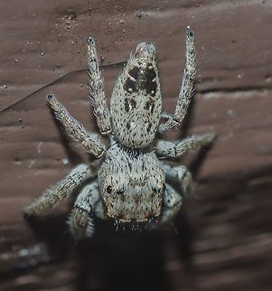 Metaphidippus albopilosus - Metaphidippus Jumping Spider / Aranha-Saltadora-Metaphidippus (Elizabeth Maria Gifford Peckham & George William Peckham, 1901) Arachnida: Opisthothelae: Araneomorphae: Entelegynae: Salticidae: Salticinae: Marpissoida: Dendryphantini: Dendryphantina

Date: 2nd of June, 2018 at 02:52:09pm.
Sex: ♂
Length: (tip of the spinerets to the frontal border of the cephalothorax): ~6-7mm.
Location: Brazil, Cear&aacute;, Fortaleza, Trilha do Parque do Coc&oacute; (Trail of the Park of Coc&oacute;) (Lat: -3.75, Long: -38.48)

Metaphidippus albopilosus is a jumping spider in the class Arachnida, order Araneae, suborder Opisthothelae, infraorder Araneomorphae, subdivision Entelegynae, family Salticidae, subfamily Salticinae, clade Marpissoida, tribe Dendryphantini and subtribe Dendryphantina.

Its scientific genus name comes from the Ancient Greek, in which "Meta" + the genus name "Phidippus" equals "besides the one who spares horses", "after the one who spares horses" or something close to this.

Metaphidippus albopilosus is found in Brazil, Paraguay and Argentina. The subject portrayed is a male and measured, approximately, from the tip of the abdomen to the frontal border of the cephalothorax, around 7mm, perhaps 6mm or somewhere inbetween. The whole body (legs, cephalothorax and abdomen) are covered in white and black thick hair. The abdomen has two antagonizing dark spots proximal to the cephalothorax and a couple of antagonizing longer black spots below them, each with a another black spot next to them about half the length of the longer black spots, but a tad bit thicker. Distally from the cephalothorax there is a large black spot ornamented with white contrasting edges. Two reddish or orangeish pointy spinerets are visible at the tip of the abdomen. Eight eyes are present; two large anterior medial eyes with powerful musculatures and the ability to move the retinas inside the fixed lenses; two smaller anterior lateral eyes; two smaller eyes on each side of the posterior medial part of the cephalothorax and posteriorly to these, two larger eyes on each side of the posterior lateral part of the cephalothorax. The eyes go inside the cephalothorax and connects with the brain; Salticids in general have a very good vision and are possibly one of the most intelligent Arthropods out there, giving margin to the interpretation of "intelligence". Their vision is among the highest in acuity in invertebrates. Their esophagus passes right through the brain, and one branch of the gut actually sits on top of the eyes and brain. When the spider sheds its skin to grow, it has to shed its esophagus and stomach, pulling them out through the brain in the process!

The spinerets are used under many applications such a recovery method (when jumping spiders jump, they always or almost always attach a silk line. That way, if they miss their target they they can climb back up and try the jump again), mark their route, make retreats or molts during the night, aiding in the creation of the egg cases and sperm napkins, and they possibly have many more uses. Males spin webs made from the spinerets to deposit a drop of sperm onto right from the underside of the abdomen. The male then places the tip of the palpus into the sperm, drawing it through the palp's opening into the sperm duct, where it is stored. Once he finds a female, he performs a courtship dance to try to impress her. If she accepts him, he will place his palp against an opening on the underside of the female's epigynum and traps it in place in a groove at her back. The palpus proceed to expand and injects the sperm.

Although a jumping spider can jump more than fifty times its body length, none of its legs has enlarged muscles. The power for jumping comes from a quick contraction of muscles in the front part of the body increasing the blood pressure, which causes the legs to extend rapidly.

The heart extends from the abdomen into the cephalothorax, while the leg muscles are attached inside the carapace and operate the legs such as marionette puppets. Their body size and brain volume are proportionate to a human's, but they have more powerful visual processing.

Metaphidippus albopilosus are docile and possess very weak fangs; although they do have venom and can bite (I've been told but I've never seen a case of this occurrence), these are only harmful to small insects; they are harmless to us and animals. Particularly, I've never seen a Salticid attack anything two times larger than them, and I've handled hundreds - if not thousands - of them many, many times, and even under threat they were ALL docile and some didn't even seem to care.

Sources:

Overall information: http://www.cirrusimage.com/spiders_jumping.htm

Digestive system anatomy: http://tolweb.org/accessory/Jumping_Spider_Digestive_System?acc_id=2064

New taxonomy: https://bugguide.net/node/view/1962

And here:http://salticidae.org/salticidImages/pages/ecuador/classification.html#freyina

Jumping Spiders of the World: http://salticidae.org/jsotw.html

Identified by Cesar of Insetologia. Article here: https://www.insetologia.com.br/2018/07/aranha-papa-moscas-metaphidippus-no.html

https://en.wikipedia.org/wiki/Metaphidippus

https://en.wikipedia.org/wiki/Phidippus - reference to the genus name.

http://eol.org/pages/1212860/overview Animalia,Arachnida,Araneae,Arthropoda,Brazil,Dendryphantina,Dendryphantini,Entelegynae,Geotagged,Geotagged Animalia,Jumping Spider,Marpissoida,Metaphidippus albopilosus,Neotropical,Opisthothelae,Salticidae,Salticinae,South America,Spider,Spiders