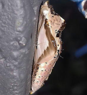 Ascia monuste orseis (Old Chrysalis) - Great Southern White / Borboleta-Branc&atilde;o / Curuquer&ecirc;-da-Couve (Godart, 1819) Lepidoptera: Bombycina: Papilionoidea: Pieridae: Pierinae: Pierini: Pierina

Full post here: https://www.jungledragon.com/image/62875/ascia_monuste_orseis_-_great_southern_white_borboleta-branco_curuquer-da-couve_godart_1819.html Animalia,Arthropoda,Ascia monuste,Ascia monuste orseis,Brazil,Chrysalis,Geotagged,Great Southern White,Insecta,Insects,Lepidoptera,Papilionoidea,Pieridae,Pierina,Pierinae,Pierini,Rhophalocera,South America,insect