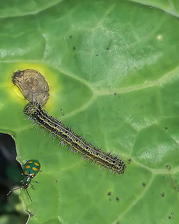 Ascia monuste orseis (Larva) - Great Southern White / Borboleta-Branc&atilde;o / Curuquer&ecirc;-da-Couve (Godart, 1819) Lepidoptera: Bombycina: Papilionoidea: Pieridae: Pierinae: Pierini: Pierina

Full post here: https://www.jungledragon.com/image/62875/ascia_monuste_orseis_-_great_southern_white_borboleta-branco_curuquer-da-couve_godart_1819.html Animalia,Arthropoda,Ascia monuste,Ascia monuste orseis,Brazil,Geotagged,Great Southern White,Insecta,Insects,Lepidoptera,Papilionoidea,Pieridae,Pierina,Pierinae,Pierini,Rhophalocera,South America,insect,larva,larvae