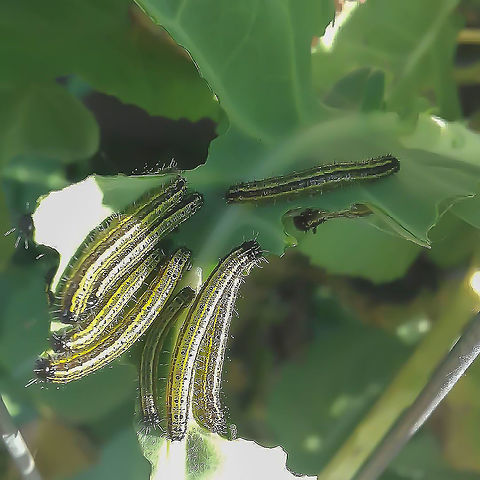 Ascia monuste orseis (Larvae) - Great Southern White / Borboleta-Branc&atilde;o / Curuquer&ecirc;-da-Couve (Godart, 1819) Lepidoptera: Bombycina: Papilionoidea: Pieridae: Pierinae: Pierini: Pierina

Full post here: https://www.jungledragon.com/image/62875/ascia_monuste_orseis_-_great_southern_white_borboleta-branco_curuquer-da-couve_godart_1819.html Animalia,Arthropoda,Ascia monuste,Ascia monuste orseis,Brazil,Geotagged,Great Southern White,Insecta,Insects,Lepidoptera,Papilionoidea,Pieridae,Pierina,Pierinae,Pierini,Rhophalocera,South America,insect,larva,larvae