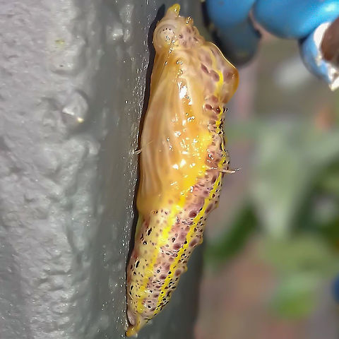 Ascia monuste orseis (Fresh Chrysalis) - Great Southern White / Borboleta-Branc&atilde;o / Curuquer&ecirc;-da-Couve (Godart, 1819) Lepidoptera: Bombycina: Papilionoidea: Pieridae: Pierinae: Pierini: Pierina

Full post here: https://www.jungledragon.com/image/62875/ascia_monuste_orseis_-_great_southern_white_borboleta-branco_curuquer-da-couve_godart_1819.html Animalia,Arthropoda,Ascia monuste,Ascia monuste orseis,Brazil,Chrysalis,Geotagged,Great Southern White,Insecta,Insects,Lepidoptera,Papilionoidea,Pieridae,Pierina,Pierinae,Pierini,Rhophalocera,South America,insect