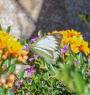 Ascia monuste orseis ♀ - Great Southern White / Borboleta-Brancão / Curuquerê-da-Couve (Godart, 1819) Lepidoptera: Bombycina: Papilionoidea: Pieridae: Pierinae: Pierini: Pierina

Female; feeding on the nectar of Cuphea gracilis (Kunth) (Lythraceae: Lythroideae).

Full post here: https://www.jungledragon.com/image/62875/ascia_monuste_orseis_-_great_southern_white_borboleta-branco_curuquer-da-couve_godart_1819.html Animalia,Arthropoda,Ascia monuste,Ascia monuste orseis,Brazil,Butterfly,Geotagged,Great Southern White,Insecta,Insects,Lepidoptera,Papilionoidea,Pieridae,Pierina,Pierinae,Pierini,Rhophalocera,South America,Winter,insect