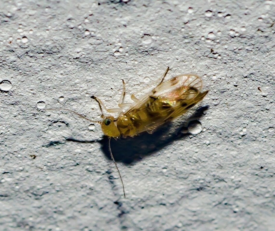 Pseudocaecilius sp. - False Lizard Barklice / Falso-Piolho-Dos-Livros (Enderlein, 1903) Psocodea (Psocoptera): Psocomorpha: Homilopsocidea: Philotarsetae: Pseudocaeciliidae: Pseudocaeciliinae<br />
<br />
Date: 10th of March, 2018 at 06:58:00pm.<br />
Location: Brazil, Cear&aacute;, Fortaleza<br />
Other picture: <figure class="photo"><a href="https://www.jungledragon.com/image/62893/pseudocaecilius_sp._-_false_lizard_barklice_falso-piolho-dos-livros_enderlein_1903.html" title="Pseudocaecilius sp. - False Lizard Barklice / Falso-Piolho-Dos-Livros (Enderlein, 1903)"><img src="https://s3.amazonaws.com/media.jungledragon.com/images/3305/62893_thumb.jpg?AWSAccessKeyId=05GMT0V3GWVNE7GGM1R2&Expires=1770854410&Signature=Hr7R0Iv8LNOKQ36pu0rh1pc5Snc%3D" width="200" height="166" alt="Pseudocaecilius sp. - False Lizard Barklice / Falso-Piolho-Dos-Livros (Enderlein, 1903) Psocodea (Psocoptera): Psocomorpha: Homilopsocidea: Philotarsetae: Pseudocaeciliidae: Pseudocaeciliinae<br />
<br />
Full post here: https://www.jungledragon.com/image/62892/pseudocaecilius_sp._-_false_lizard_barklice_falso-piolho-dos-livros_enderlein_1903.html Animal Kingdom,Animalia,Arthropoda,Brazil,Geotagged,Homilopsocidea,Insecta,Insects,Neotropical,Philotarsetae,Pseudocaeciliidae,Pseudocaeciliinae,Pseudocaecilius,Psocodea,Psocomorpha,Psocoptera,South America,insect,micro" /></a></figure><br />
Length: ~1,5mm (questionable)<br />
Width: ~0,5mm (questionable)<br />
<br />
Pseudocaecilids inhabit leaves and can often be found in clusters of dead leaves on tree branches. Some species live under sparse webbing, alone or in small groups. The subject portrayed was found on the 16th floor of a flat in an urban habitat.<br />
<br />
Pseudocaecilius is a member of the order Psocodea, also known as Psocoptera, suborder Psocomorpha, infraorder Homilopsocidea (divided into three groups according to the source below, in which this is allocated in Philotarsetae), family Pseudocaeciliidae and subfamily Pseudocaeciliinae.<br />
<br />
Psocodea Species File &amp;#40;<a href="http://psocodea.speciesfile.org/Common/basic/Taxa.aspx?TaxonNameID=1195922&amp;#41" rel="nofollow">http://psocodea.speciesfile.org/Common/basic/Taxa.aspx?TaxonNameID=1195922&amp;#41</a>; cites Hageniella as a synonym to Pseudocaecilius.<br />
<br />
In general, the antennae have 13 segments and the tarsi 2 or 3 segments. The abdomen usually possesses 2 to 3 vesicles on the underside. The wings are usually membranous with the forewing occasionally coriaceous but with distinct venations. Forewing veins with Caecilius pattern (areola postica relatively narrow and long, free of vein M and veins Rs and M are joined by a crossvein or fused for part of their length). Forewings also appear hairy or fuzzy; hairs on the margin of the forewing form crossing pairs and forewing veins have more than one row of hairs. The hindwing's veins Rs, M and Cu are fused at the base; hairs on the margin are abundant and form crossing pairs on the hind margin. Hairs on the veins in a single row. The males' phallosome has complex sclerotization on the tip and the hypandrium is ornamented with rugose areas and transverse marginal comb. The females' subgenital plate is bilobed and gonapophyses are complete and well developed; dorsal valve is pointed and have a large preapical lobe, sometimes closely associated with the subgenital plate; ventral valve is pointed and have a large preapical lobe; external valve is very large and hairy. The body is robust and usually features brown or yellow colors or both.<br />
<br />
I do not know any other information on Pseudocaecilius besides what is visible through the morphology. Further informations on feeding habits, behaviour and anatomy will be appreciated and credited. The subject portrayed questionably measured around 1,5mm in length, and around 0,5mm in width.<br />
<br />
Wings venations: <a href="http://www.naturewatch.org.nz/taxa/245122-Pseudocaeciliidae" rel="nofollow">http://www.naturewatch.org.nz/taxa/245122-Pseudocaeciliidae</a><br />
<br />
Other sources:<br />
<br />
<a href="http://tolweb.org/Pseudocaeciliidae/14475" rel="nofollow">http://tolweb.org/Pseudocaeciliidae/14475</a><br />
<a href="http://eol.org/pages/52884/overview" rel="nofollow">http://eol.org/pages/52884/overview</a><br />
<a href="https://sv.wikipedia.org/wiki/Pseudocaecilius" rel="nofollow">https://sv.wikipedia.org/wiki/Pseudocaecilius</a> Animal Kingdom,Animalia,Arthropoda,Brazil,Geotagged,Homilopsocidea,Insecta,Insects,Neotropical,Philotarsetae,Pseudocaeciliidae,Pseudocaeciliinae,Pseudocaecilius,Psocodea,Psocomorpha,Psocoptera,South America,insect,micro