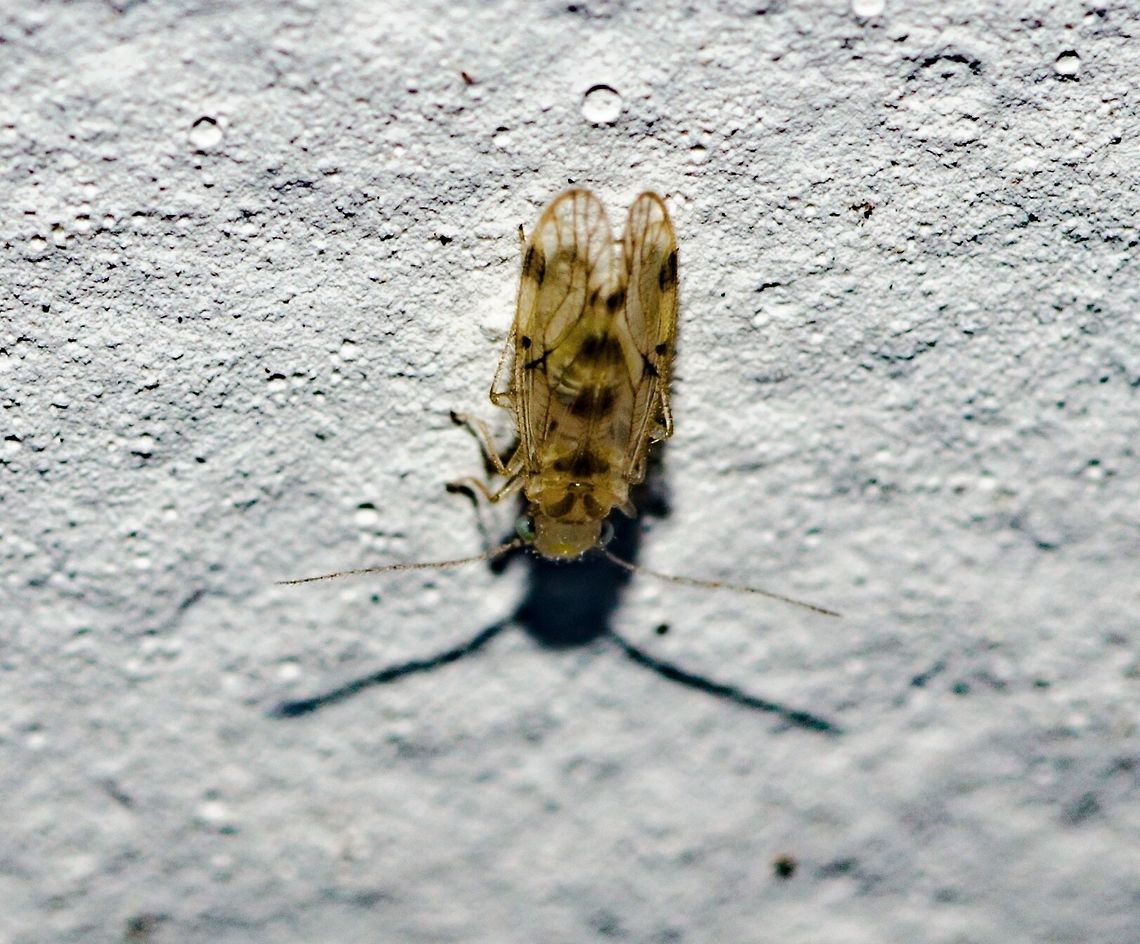 Pseudocaecilius sp. - False Lizard Barklice / Falso-Piolho-Dos-Livros (Enderlein, 1903) Psocodea (Psocoptera): Psocomorpha: Homilopsocidea: Philotarsetae: Pseudocaeciliidae: Pseudocaeciliinae<br />
<br />
Full post here: <figure class="photo"><a href="https://www.jungledragon.com/image/62892/pseudocaecilius_sp._-_false_lizard_barklice_falso-piolho-dos-livros_enderlein_1903.html" title="Pseudocaecilius sp. - False Lizard Barklice / Falso-Piolho-Dos-Livros (Enderlein, 1903)"><img src="https://s3.amazonaws.com/media.jungledragon.com/images/3305/62892_thumb.jpg?AWSAccessKeyId=05GMT0V3GWVNE7GGM1R2&Expires=1770854410&Signature=QC3iG%2F47uSw5a52Mt4uHN1c6KAc%3D" width="200" height="170" alt="Pseudocaecilius sp. - False Lizard Barklice / Falso-Piolho-Dos-Livros (Enderlein, 1903) Psocodea (Psocoptera): Psocomorpha: Homilopsocidea: Philotarsetae: Pseudocaeciliidae: Pseudocaeciliinae<br />
<br />
Date: 10th of March, 2018 at 06:58:00pm.<br />
Location: Brazil, Cear&aacute;, Fortaleza<br />
Other picture: https://www.jungledragon.com/image/62893/pseudocaecilius_sp._-_false_lizard_barklice_falso-piolho-dos-livros_enderlein_1903.html<br />
Length: ~1,5mm (questionable)<br />
Width: ~0,5mm (questionable)<br />
<br />
Pseudocaecilids inhabit leaves and can often be found in clusters of dead leaves on tree branches. Some species live under sparse webbing, alone or in small groups. The subject portrayed was found on the 16th floor of a flat in an urban habitat.<br />
<br />
Pseudocaecilius is a member of the order Psocodea, also known as Psocoptera, suborder Psocomorpha, infraorder Homilopsocidea (divided into three groups according to the source below, in which this is allocated in Philotarsetae), family Pseudocaeciliidae and subfamily Pseudocaeciliinae.<br />
<br />
Psocodea Species File &amp;#40;http://psocodea.speciesfile.org/Common/basic/Taxa.aspx?TaxonNameID=1195922&amp;#41; cites Hageniella as a synonym to Pseudocaecilius.<br />
<br />
In general, the antennae have 13 segments and the tarsi 2 or 3 segments. The abdomen usually possesses 2 to 3 vesicles on the underside. The wings are usually membranous with the forewing occasionally coriaceous but with distinct venations. Forewing veins with Caecilius pattern (areola postica relatively narrow and long, free of vein M and veins Rs and M are joined by a crossvein or fused for part of their length). Forewings also appear hairy or fuzzy; hairs on the margin of the forewing form crossing pairs and forewing veins have more than one row of hairs. The hindwing's veins Rs, M and Cu are fused at the base; hairs on the margin are abundant and form crossing pairs on the hind margin. Hairs on the veins in a single row. The males' phallosome has complex sclerotization on the tip and the hypandrium is ornamented with rugose areas and transverse marginal comb. The females' subgenital plate is bilobed and gonapophyses are complete and well developed; dorsal valve is pointed and have a large preapical lobe, sometimes closely associated with the subgenital plate; ventral valve is pointed and have a large preapical lobe; external valve is very large and hairy. The body is robust and usually features brown or yellow colors or both.<br />
<br />
I do not know any other information on Pseudocaecilius besides what is visible through the morphology. Further informations on feeding habits, behaviour and anatomy will be appreciated and credited. The subject portrayed questionably measured around 1,5mm in length, and around 0,5mm in width.<br />
<br />
Wings venations: http://www.naturewatch.org.nz/taxa/245122-Pseudocaeciliidae<br />
<br />
Other sources:<br />
<br />
http://tolweb.org/Pseudocaeciliidae/14475<br />
http://eol.org/pages/52884/overview<br />
https://sv.wikipedia.org/wiki/Pseudocaecilius Animal Kingdom,Animalia,Arthropoda,Brazil,Geotagged,Homilopsocidea,Insecta,Insects,Neotropical,Philotarsetae,Pseudocaeciliidae,Pseudocaeciliinae,Pseudocaecilius,Psocodea,Psocomorpha,Psocoptera,South America,insect,micro" /></a></figure> Animal Kingdom,Animalia,Arthropoda,Brazil,Geotagged,Homilopsocidea,Insecta,Insects,Neotropical,Philotarsetae,Pseudocaeciliidae,Pseudocaeciliinae,Pseudocaecilius,Psocodea,Psocomorpha,Psocoptera,South America,insect,micro