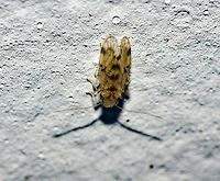 Pseudocaecilius sp. - False Lizard Barklice / Falso-Piolho-Dos-Livros (Enderlein, 1903) Psocodea (Psocoptera): Psocomorpha: Homilopsocidea: Philotarsetae: Pseudocaeciliidae: Pseudocaeciliinae<br />
<br />
Full post here: https://www.jungledragon.com/image/62892/pseudocaecilius_sp._-_false_lizard_barklice_falso-piolho-dos-livros_enderlein_1903.html Animal Kingdom,Animalia,Arthropoda,Brazil,Geotagged,Homilopsocidea,Insecta,Insects,Neotropical,Philotarsetae,Pseudocaeciliidae,Pseudocaeciliinae,Pseudocaecilius,Psocodea,Psocomorpha,Psocoptera,South America,insect,micro