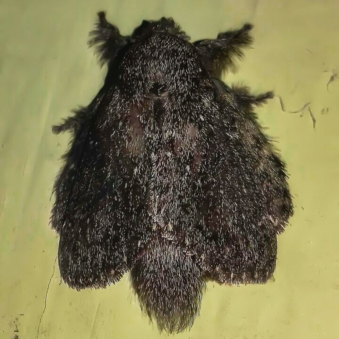 Euglyphis sp. - Lappet Moth (H&uuml;bner, [1820]) Lepidoptera: Apoditrysia: Lasiocampoidea: Lasiocampidae: Poecilocampinae (Macromphaliinae to some entities / para algumas entidades): Macromphaliini (???)<br />
<br />
Wingspan: Unknown<br />
<br />
Date: 19th of May, 2017 at 09:50:11pm.<br />
Location: Brazil, Santa Catarina, Benedito Novo<br />
<br />
Euglyphis is a gigantic genus of lappet moths in the order Lepidoptera, superfamily Lasiocampoidea, family Lasiocampidae, subfamily Poecilocampinae (still considered Macromphaliinae by some entities) and, supposedly, tribe Macromphaliini (species.wikimedia.org/wiki/Macromphaliini).<br />
<br />
The genus is massive, and the pictures of live specimen of Euglyphis are scarce. Some species seem very alike and reliable identification is done through DNA or microscopic examinations of the genitalia. I can almost guarantee this is an Euglyphis moth, but as long as there is no 100% certainty, I'll leave this as doubtful. According to Cesar of Insetologia (the one who ID'd this moth), this is in or somewhere near Euglyphis. In BoldSystems, one can find a list of the species of Euglyphis, some of which are black like the one portrayed: <a href="http://www.boldsystems.org/index.php/Taxbrowser_Taxonpage?taxid=48200" rel="nofollow">http://www.boldsystems.org/index.php/Taxbrowser_Taxonpage?taxid=48200</a><br />
<br />
As of now, Macromphaliinae occurs only in the New World. The genus Euglyphis ranges from Mexico throughout Central and South America, and the Lesser and Greater Antilles. This genus's male genitalia possesses a normal uncus, well developed gnathos, absent or much reduced socii and valves consisting of two parts - a lower membranous lobe and an upper or costal lobe that is usually well sclerotized. A source can be found further down the text.<br />
<br />
Larvae of Lasiocampids were found feeding on Annonaceae, Chrysobalanaceae, Clusiaceae, Lauraceae, Malpighiaceae, Malvaceae, Melastomataceae, Myristicaceae, Myrtaceae, Piperaceae and Sapotaceae. I do not know which of these plants are hosts of the genus Euglyphis. Their caterpillars seem to be attacked by Braconidae, Eulophidae and Ichneumonidae Hymenopterans and Tachinidae Dipterans. Reminds me of an Euglyphis barda but I doubt it is one.<br />
<br />
<br />
This one was found in a suburban habitat heavily surrounded by primary and secondary forests, so this is key to further knowledge.<br />
<br />
Source mentioned: <a href="http://www.mapress.com/zootaxa/2011/f/z03020p059f.pdf" rel="nofollow">http://www.mapress.com/zootaxa/2011/f/z03020p059f.pdf</a><br />
<br />
Further sources:<br />
<br />
<a href="https://en.wikipedia.org/wiki/Euglyphis" rel="nofollow">https://en.wikipedia.org/wiki/Euglyphis</a><br />
<a href="http://eol.org/pages/48173/overview" rel="nofollow">http://eol.org/pages/48173/overview</a> Animalia,Arthropoda,Brazil,Euglyphis,Geotagged,Insecta,Insects,Lasiocampidae,Lasiocampoidea,Lepidoptera,Macromphaliinae,Macromphaliini,Moth,Moth Week 2018,Poecilocampinae,South America,hairy moth,heterocera,insect,moths