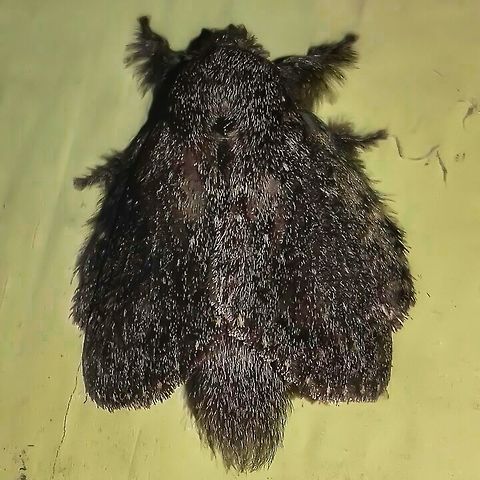 Euglyphis sp. - Lappet Moth (H&uuml;bner, [1820]) Lepidoptera: Apoditrysia: Lasiocampoidea: Lasiocampidae: Poecilocampinae (Macromphaliinae to some entities / para algumas entidades): Macromphaliini (???)

Wingspan: Unknown

Date: 19th of May, 2017 at 09:50:11pm.
Location: Brazil, Santa Catarina, Benedito Novo

Euglyphis is a gigantic genus of lappet moths in the order Lepidoptera, superfamily Lasiocampoidea, family Lasiocampidae, subfamily Poecilocampinae (still considered Macromphaliinae by some entities) and, supposedly, tribe Macromphaliini (species.wikimedia.org/wiki/Macromphaliini).

The genus is massive, and the pictures of live specimen of Euglyphis are scarce. Some species seem very alike and reliable identification is done through DNA or microscopic examinations of the genitalia. I can almost guarantee this is an Euglyphis moth, but as long as there is no 100% certainty, I'll leave this as doubtful. According to Cesar of Insetologia (the one who ID'd this moth), this is in or somewhere near Euglyphis. In BoldSystems, one can find a list of the species of Euglyphis, some of which are black like the one portrayed: http://www.boldsystems.org/index.php/Taxbrowser_Taxonpage?taxid=48200

As of now, Macromphaliinae occurs only in the New World. The genus Euglyphis ranges from Mexico throughout Central and South America, and the Lesser and Greater Antilles. This genus's male genitalia possesses a normal uncus, well developed gnathos, absent or much reduced socii and valves consisting of two parts - a lower membranous lobe and an upper or costal lobe that is usually well sclerotized. A source can be found further down the text.

Larvae of Lasiocampids were found feeding on Annonaceae, Chrysobalanaceae, Clusiaceae, Lauraceae, Malpighiaceae, Malvaceae, Melastomataceae, Myristicaceae, Myrtaceae, Piperaceae and Sapotaceae. I do not know which of these plants are hosts of the genus Euglyphis. Their caterpillars seem to be attacked by Braconidae, Eulophidae and Ichneumonidae Hymenopterans and Tachinidae Dipterans. Reminds me of an Euglyphis barda but I doubt it is one.


This one was found in a suburban habitat heavily surrounded by primary and secondary forests, so this is key to further knowledge.

Source mentioned: http://www.mapress.com/zootaxa/2011/f/z03020p059f.pdf

Further sources:

https://en.wikipedia.org/wiki/Euglyphis
http://eol.org/pages/48173/overview Animalia,Arthropoda,Brazil,Euglyphis,Geotagged,Insecta,Insects,Lasiocampidae,Lasiocampoidea,Lepidoptera,Macromphaliinae,Macromphaliini,Moth,Moth Week 2018,Poecilocampinae,South America,hairy moth,heterocera,insect,moths