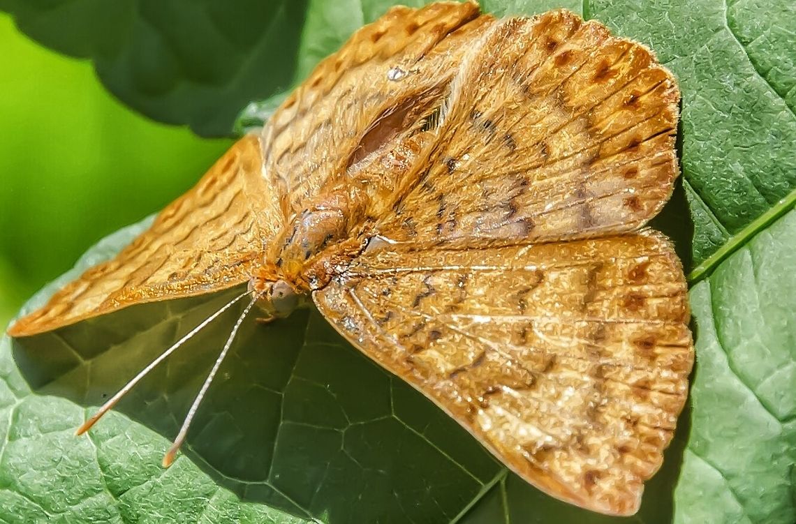 Emesis russula - Borboleta-Russula / Russula Emesis (Stitchel, 1910) Lepidoptera: Bombycina: Papilionoidea: Riodinidae: Riodininae: Incertae sedis<br />
<br />
Another picture, directly from the book Borboletas do Brasil, can be found here: <a href="http://www.projectnoah.org/spottings/1789946784/fullscreen" rel="nofollow">http://www.projectnoah.org/spottings/1789946784/fullscreen</a><br />
<br />
Other names: Acrobat Red; Russula Metalmark.<br />
<br />
Wingspan: ~40mm.<br />
<br />
Sex: ♀ (elderly) (needs confirmation)<br />
<br />
Date: 22nd of November, 2017 at 01:25:48pm.<br />
Location: Brazil, Santa Catarina, Benedito Novo<br />
<br />
They do present slight color and pattern variations.<br />
<br />
Their habitats are primary and secondary rainforests; however, they are also found in many suburban habitats, especially those sporting sunlit trails where the butterfly will try to feed on the soil's moisture. The subject portrayed was found in a suburban habitat surrounded by forests.<br />
<br />
The Funet page (<a href="http://www.nic.funet.fi/pub/sci/bio/life/insecta/lepidoptera/ditrysia/papilionoidea/riodinidae/emesis/index.html)" rel="nofollow">http://www.nic.funet.fi/pub/sci/bio/life/insecta/lepidoptera/ditrysia/papilionoidea/riodinidae/emesis/index.html)</a>  of Emesis russula is lacking in information about the distribution status and it would do good to contact them and change this. Emesis russula are distributed in Brazil in the states of S&atilde;o Paulo, Minas Gerais and Santa Catarina. They are also distributed in Bolivia (La Paz, Santa Cruz), Paraguay and Argentina. The source to this information can be found in the book Borboletas do Brasil; I photographed the exact part of the book that displays this information and submitted it in this post.<br />
<br />
The subject portrayed seems to be an elderly female of an Emesis russula metalmark butterfly, a member of the order Lepidoptera, superfamily Papilionoidea, family Riodinidae, subfamily Riodininae and are not currently allocated to any tribe, to which it is left as Incertae sedis.<br />
<br />
The wingspan of Emesis russula lies somewhere around 40mm. The whole butterfly is splashed with an uniform orangeish coloring, including the hind and fore wings; these possess brownish markings.<br />
<br />
According to this page, Emesis russula's larvae feed on Rapanea guianensis, but the veracity of this source is unknown to me and, thus, requires confirmation: <a href="http://www.adamerkelebek.org/IcerikDetay.asp?IcerikKatId=8&amp;TurId=462" rel="nofollow">http://www.adamerkelebek.org/IcerikDetay.asp?IcerikKatId=8&amp;TurId=462</a>. Furthermore, a source I'll provide further down the text lists more foodplants of another species of Emesis, Emesis fatimella, and I'm unaware if they can also serve as food for Emesis russula. These foodplants are: Ranunculaceae; Euphorbiaceae; Rhizophoraceae; Sterculiaceae; Anacardiaceae; Nyctaginaceae. According to this same source I'll provide further on, eggs of species of Emesis are typically white, highly sculptured and are laid in clusters of up to 30.<br />
<br />
The adults usually cling under leaves with erect antennae and observe cautiously. Adults of Emesis russula can often be seen resting on plants and feeding on the moisture in trails, behaviour that seems to be present in other species as well. I'm unaware what flowers the adults feed on. Adults of Riodinidae have also been observed feeding on animal substances, such as excrements.<br />
<br />
A picture of the larva of Emesis russula can be found here: <a href="http://caterpillars.unr.edu/brazil/species/Erussula.htm" rel="nofollow">http://caterpillars.unr.edu/brazil/species/Erussula.htm</a> (NOT MY PICTURE)<br />
<br />
Source mentioned:<br />
<br />
Learnaboutbutterflies: <a href="http://www.learnaboutbutterflies.com/Amazon" rel="nofollow">http://www.learnaboutbutterflies.com/Amazon</a> - Emesis fatimella.htm<br />
<br />
The veracity of MOST of the informations provided NEED CONFIRMATION. Animalia,Arthropoda,Brazil,Butterfly,Emesis,Emesis russula,Geotagged,Geotagged Animalia,Incertae sedis,Insecta,Insects,Lepidoptera,Papilionoidea,Rhophalocera,Riodinidae,Riodininae,Russula Emesis,South America,butterflies,insect