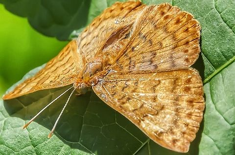 Emesis russula - Borboleta-Russula / Russula Emesis (Stitchel, 1910) Lepidoptera: Bombycina: Papilionoidea: Riodinidae: Riodininae: Incertae sedis

Another picture, directly from the book Borboletas do Brasil, can be found here: http://www.projectnoah.org/spottings/1789946784/fullscreen

Other names: Acrobat Red; Russula Metalmark.

Wingspan: ~40mm.

Sex: ♀ (elderly) (needs confirmation)

Date: 22nd of November, 2017 at 01:25:48pm.
Location: Brazil, Santa Catarina, Benedito Novo

They do present slight color and pattern variations.

Their habitats are primary and secondary rainforests; however, they are also found in many suburban habitats, especially those sporting sunlit trails where the butterfly will try to feed on the soil's moisture. The subject portrayed was found in a suburban habitat surrounded by forests.

The Funet page (http://www.nic.funet.fi/pub/sci/bio/life/insecta/lepidoptera/ditrysia/papilionoidea/riodinidae/emesis/index.html)  of Emesis russula is lacking in information about the distribution status and it would do good to contact them and change this. Emesis russula are distributed in Brazil in the states of S&atilde;o Paulo, Minas Gerais and Santa Catarina. They are also distributed in Bolivia (La Paz, Santa Cruz), Paraguay and Argentina. The source to this information can be found in the book Borboletas do Brasil; I photographed the exact part of the book that displays this information and submitted it in this post.

The subject portrayed seems to be an elderly female of an Emesis russula metalmark butterfly, a member of the order Lepidoptera, superfamily Papilionoidea, family Riodinidae, subfamily Riodininae and are not currently allocated to any tribe, to which it is left as Incertae sedis.

The wingspan of Emesis russula lies somewhere around 40mm. The whole butterfly is splashed with an uniform orangeish coloring, including the hind and fore wings; these possess brownish markings.

According to this page, Emesis russula's larvae feed on Rapanea guianensis, but the veracity of this source is unknown to me and, thus, requires confirmation: http://www.adamerkelebek.org/IcerikDetay.asp?IcerikKatId=8&TurId=462. Furthermore, a source I'll provide further down the text lists more foodplants of another species of Emesis, Emesis fatimella, and I'm unaware if they can also serve as food for Emesis russula. These foodplants are: Ranunculaceae; Euphorbiaceae; Rhizophoraceae; Sterculiaceae; Anacardiaceae; Nyctaginaceae. According to this same source I'll provide further on, eggs of species of Emesis are typically white, highly sculptured and are laid in clusters of up to 30.

The adults usually cling under leaves with erect antennae and observe cautiously. Adults of Emesis russula can often be seen resting on plants and feeding on the moisture in trails, behaviour that seems to be present in other species as well. I'm unaware what flowers the adults feed on. Adults of Riodinidae have also been observed feeding on animal substances, such as excrements.

A picture of the larva of Emesis russula can be found here: http://caterpillars.unr.edu/brazil/species/Erussula.htm (NOT MY PICTURE)

Source mentioned:

Learnaboutbutterflies: http://www.learnaboutbutterflies.com/Amazon - Emesis fatimella.htm

The veracity of MOST of the informations provided NEED CONFIRMATION. Animalia,Arthropoda,Brazil,Butterfly,Emesis,Emesis russula,Geotagged,Geotagged Animalia,Incertae sedis,Insecta,Insects,Lepidoptera,Papilionoidea,Rhophalocera,Riodinidae,Riodininae,Russula Emesis,South America,butterflies,insect