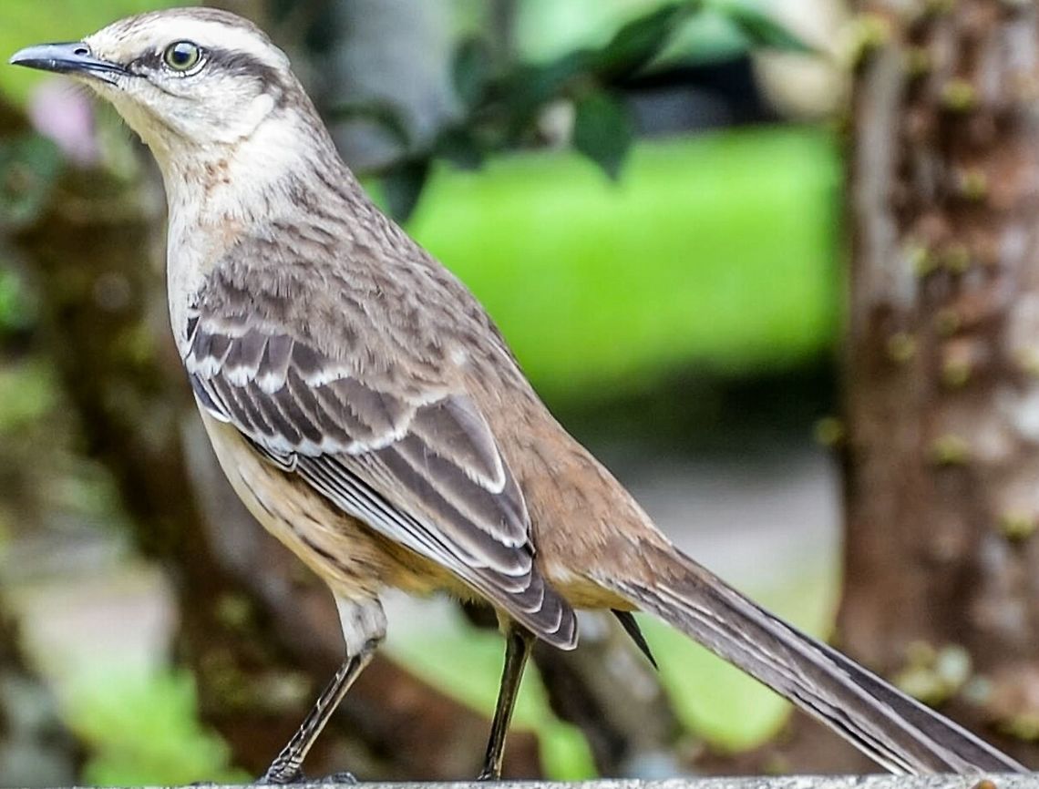 Mimus saturninus modulator - Chalk-browed Mockingbird (Gould, 1836) Aves: Passeriformes: Passeri: Passerida: Muscicapoidea: Mimidae<br />
<br />
Date: 19th of August, 2017 at 12:05:08pm.<br />
Location: Brazil, Santa Catarina, Benedito Novo<br />
<br />
Size: ~23,5cm to 26cm.<br />
Weight: ~55 to 73 grams.<br />
<br />
The subspecies modulator identification credits go to my dearly loved friend Marina de Azevedo Guerra and to my friend Jo&atilde;o Paulo.<br />
<br />
The chalk-browed mockingbird belongs in the order Passeriformes, suborder Passeri, parvorder Passerida, superfamily Muscicapoidea and family Mimidae.<br />
<br />
The species are distributed in most of Brazil, and a few parts in Uruguay, Paraguay, Argentina and Bolivia.<br />
<br />
There are four subspecies, distributed as follows:<br />
<br />
Mimus saturninus saturninus (Lichtenstein, 1823) - South of Suriname and North of Brazil in the states of Amap&aacute; and Southwest of Par&aacute;;<br />
Mimus saturninus arenaceus (Chapman, 1890) - Occurs in the Northwest of Brazil in the states of Para&iacute;ba, Alagoas and Bahia;<br />
Mimus saturninus frater (Hellmayr, 1903) - Occurs from the North of Bolivia until the Southwest and Northwest of Brazil;<br />
Mimus saturninus modulator (Gould, 1836) - Occurs from the Southwest of Bolivia until the South of Brazil (includes Rio Grande do Sul and Santa Catarina), Uruguay, Paraguay and North of Argentina.<br />
<br />
Adults measure from 23,5cm to 26cm in length and weight around 55 to 73 grams. They sing characteristic songs for warning or anger when the situation demands it. This bird can have leucism, a recessive gene which confers the individual with a white plumage.<br />
<br />
Mimus saturninus modulator are omnivorous, but feed primarily on invertebrates and fruits. They love the fruits of Alchornea glandulosa. They help propagate many species of plants; the seeds ingested by this bird are not digested and are excreted unharmed. They can also feed on the eggs of other birds, acting as nest scavengers, and are also occasionally seen preying on the offspring of other birds. They can also feed on meat.<br />
<br />
Up to 3 or 4 eggs are layed at a time. The eggs are greenish-blue and are sprinkled with rust-colored spots. Mimus saturninus are known to incubate the eggs of other birds. When reproducing, members of the same species protect the territory and the nest from other birds and animals, give assistance during the incubation process and confer feeding.<br />
<br />
They are often seen in fields, parks and in rural zones. Mimus saturninus do not display sexual dimorphism. They are able to mimic the sounds other birds make.<br />
<br />
Their habitats are savannas, forest edges, woodlands with scattered trees and anthropic environments.<br />
<br />
<a href="https://en.wikipedia.org/wiki/Chalk-browed_mockingbird" rel="nofollow">https://en.wikipedia.org/wiki/Chalk-browed_mockingbird</a><br />
<a href="http://eol.org/pages/4421892/overview" rel="nofollow">http://eol.org/pages/4421892/overview</a><br />
<a href="http://www.wikiaves.com.br/sabia-do-campo" rel="nofollow">http://www.wikiaves.com.br/sabia-do-campo</a><br />
<a href="https://pt.wikipedia.org/wiki/Sabi&aacute;-do-campo" rel="nofollow">https://pt.wikipedia.org/wiki/Sabi&aacute;-do-campo</a><br />
<a href="http://apassarinhologa.com.br/sabia-campo-mimus-saturninus/" rel="nofollow">http://apassarinhologa.com.br/sabia-campo-mimus-saturninus/</a> Animalia,Aves,Birds,Brazil,Chalk-browed mockingbird,Geotagged,Mimidae,Mimus saturninus,Mimus saturninus modulator,Muscicapoidea,Neotropical,Passeri,Passerida,Passeriformes,South America,animal,animals,bird,south american birds