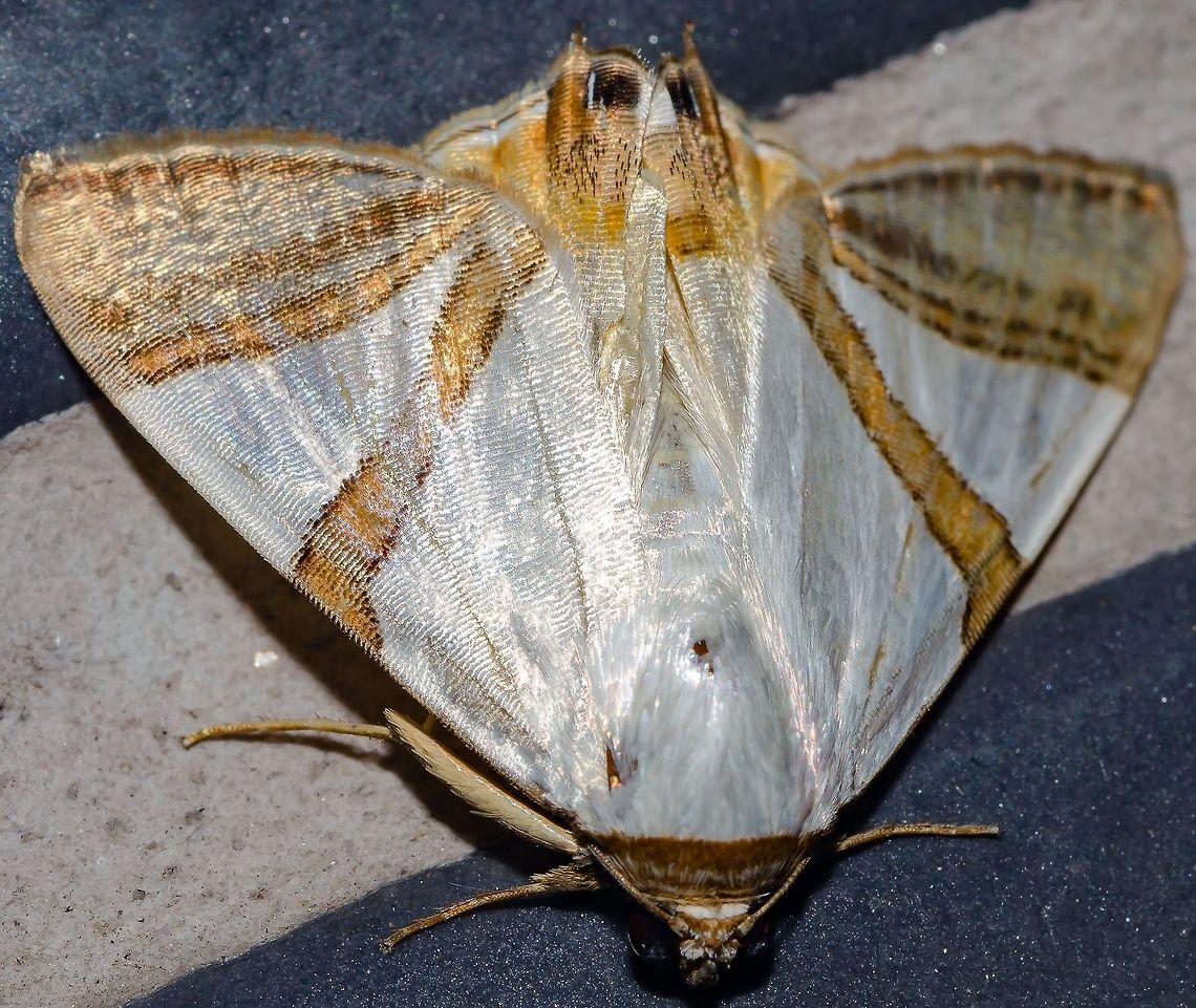 Eulepidotis persimilis - Eulepidotis Moth / Mariposa-Eulepidotis (Guen&eacute;e, 1852) Lepidoptera: Bombycina: Noctuoidea: Erebidae: Eulepidotinae: Eulepidotini<br />
<br />
Length as seen in the picture: ~1,7cm.<br />
Width as seen in the picture: ~2,1cm.<br />
<br />
Date: 19th of May, 2018 at 10:38:08pm<br />
Location: Brazil, Cear&aacute;, Fortaleza (Lat: -3.75, Long: -38.51, 16th floor)<br />
<br />
Eulepidotis persimilis is a moth in the order Lepidoptera, subdivision Heterocera, superfamily Noctuoidea, family Erebidae, subfamily Eulepidotinae and tribe Eulepidotini.<br />
<br />
The moth's patterning gives the impression that the head is at the rear end. The moth is mostly white with a downcurved head. The thorax is also white. The forewings' dorsal view contain two brownish-golden bands; one about halfway through them and another one below the first. Below the second band, a brownish-golden patch can be seen with a black irregular stripe near the outer margin at the tip of the forewings and another just below it at the submarginal area. The hindwings are mostly white and slowly changes into a light golden hue, culminating in a brownish-golden spot at the tip of them. This spot contains a black spot that is reminiscent of an eye. Two small filaments can be seen that resemble antennae. These two traits along with the gradual yellow above the brownish-golden spot that resembles a pronotum may fool predators into thinking that those spots are compound eyes and that the filaments are antennae, indicating erroneously where the head is located and attacking it instead of the true head, possibly resulting in minimum damage to the moth. The downcurved head may also be part of this mechanism by hiding more vital parts. The bold brownish-golden bands may function as "disruptive patterning", breaking up natural lines and cause the various parts of an organism to more or less blend with a background's random clutter, depending where the moth is.<br />
<br />
<a href="http://www.backyardnature.net/n/10/100124.htm" rel="nofollow">http://www.backyardnature.net/n/10/100124.htm</a><br />
<br />
A synonym includes: Palindia persimilis (Guen&eacute;e, 1852)<br />
<br />
It measured approximately 1,7cm in length and 2,1cm in width as if seen in the picture.<br />
<br />
Eulepidotis once belonged to the Calpinae but were transferred into Eulepitodinae. "DNA results by Zahiri et al., 2010, suggest that the Eulepidotini and Panopodini are not clades within Erebidae, so the Eulepidotini was raised to subfamily status and includes the tribes Eulepidotini and Panopodini. The female genitalia have the ostial opening in the membrane between the seventh and eighth abdominal sternite, not displaced anteriorly into the seventh sternite as it is in many tribes of the Erebidae, such as Euclidiini, Phaphilini and Ophiusini. We place it on the list after these tribes because males of Eulepidotini and Panopodini have the same form of long mid-tibial hair pencils arising from a groove covered with flat translucent white scales"; differently structured, Eulepidotis have hair pencil on the hind tibia.<br />
<br />
<a href="http://citeseerx.ist.psu.edu/viewdoc/download?doi=10.1.1.886.3604&amp;rep=rep1&amp;type=pdf" rel="nofollow">http://citeseerx.ist.psu.edu/viewdoc/download?doi=10.1.1.886.3604&amp;rep=rep1&amp;type=pdf</a><br />
<br />
These are some of the host plants of three different species within Eulepidotis: <a href="http://direct.biostor.org/reference/56976" rel="nofollow">http://direct.biostor.org/reference/56976</a><br />
<br />
The plants are, for E. merricki, Melicoccus bijugatus (Jacq.) (Sapindaceae) ("Spanish lime"); for E. juncida, Inga fagifolia ((L.) Wildd.) (Leguminosae (Mimosoideae); some place them into Fabaceae) ("ing&aacute;-mirim" - PTBR); for E. superior, Quararibea asterolepis (Pitt.) (Malvaceae: Bombacoideae) ("cinco-dedos"... - PTBR).<br />
<br />
More informations on the species above with larval morphological details can also be found in the same link.<br />
<br />
Apparently, they can be found in Brazil, Costa Rica and Honduras.<br />
<br />
I do not know any further info on the species persimilis as it is currently undergoing revision according to this study, in which they mention that a full report of the occurence of these two species, Eulepidotis dominicata and Eulepidotis persimilis, are being prepared by Ed Knudson and associates: <a href="https://www.ncbi.nlm.nih.gov/pmc/articles/PMC3234417/" rel="nofollow">https://www.ncbi.nlm.nih.gov/pmc/articles/PMC3234417/</a><br />
<br />
<a href="http://www.nic.funet.fi/pub/sci/bio/life/insecta/lepidoptera/ditrysia/noctuoidea/noctuidae/calpinae/eulepidotis/index.html" rel="nofollow">http://www.nic.funet.fi/pub/sci/bio/life/insecta/lepidoptera/ditrysia/noctuoidea/noctuidae/calpinae/eulepidotis/index.html</a><br />
<br />
<a href="https://www.itis.gov/servlet/SingleRpt/SingleRpt?search_topic=TSN&amp;search_value=941104#null" rel="nofollow">https://www.itis.gov/servlet/SingleRpt/SingleRpt?search_topic=TSN&amp;search_value=941104#null</a><br />
<br />
<a href="https://en.wikipedia.org/wiki/Eulepidotis_persimilis" rel="nofollow">https://en.wikipedia.org/wiki/Eulepidotis_persimilis</a><br />
<br />
<a href="http://eol.org/pages/556637/overview" rel="nofollow">http://eol.org/pages/556637/overview</a><br />
<br />
<a href="http://www.catalogueoflife.org/col/details/species/id/b800d65c27901536b35b613aa3352976" rel="nofollow">http://www.catalogueoflife.org/col/details/species/id/b800d65c27901536b35b613aa3352976</a> Arthropoda,Arthropods,Brazil,Eulepidotinae,Eulepidotini,Eulepidotis,Eulepidotis persimilis,Fall,Geotagged,Insecta,Insects,Lepidoptera,Moth,Neotropical Moths,Noctuoidea,South America,arthropod,erebidae,heterocera,insect