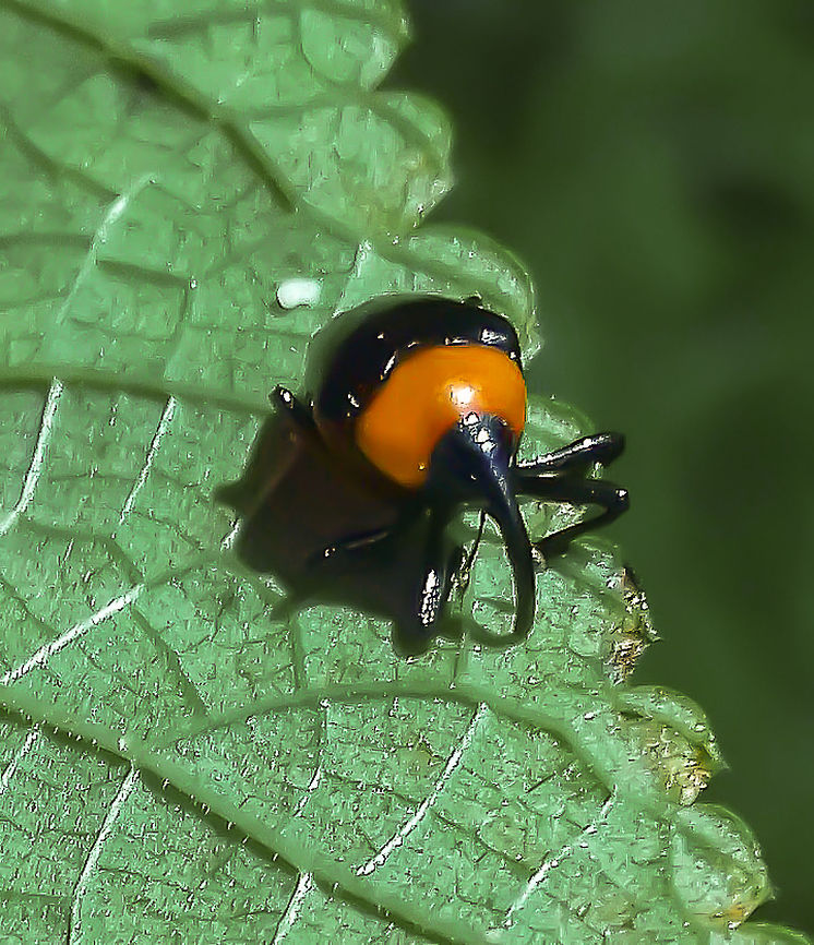 Xystus sanguinicollis - Flower Weevil (Germar, 1824) Coleoptera: Polyphaga: Cucujiformia: Curculionoidea: Curculionidae: Baridinae: Madopterini<br />
<br />
Length: ~5mm, might be wrong.<br />
<br />
Date: 2017, I don't remember the exact date or time.<br />
Location: Won't be provided. Found in Brazil in the state of Santa Catarina, but not in the place most who know me will think it is.<br />
<br />
It is known that Baridinae are poorly studied and more information available would be necessary to properly make an article on them. Their biology also varies. Xystus sanguinicollis is such a case. Being a member of the order Coleoptera, suborder Polyphaga, infraorder Cucujiformia, superfamily Curculionoidea, family Curculionidae, subfamily Baridinae and tribe Madopterini, these beetles are very confusing. Some Baridinae feed on plants; others on fungi; decaying wood; larvae of insects. Some are also able to thrive in semi-aquatic habitats. The following articles on Insetologia and Biodiversidade de Teres&oacute;polis also suggest that they may feed on pollen! This is further suggested after seeing that many tribes of Baridinae are given the popular name of "flower weevils", such as Apostasimerini (<a href="https://en.wikipedia.org/wiki/Apostasimerini)" rel="nofollow">https://en.wikipedia.org/wiki/Apostasimerini)</a>.<br />
<br />
<a href="http://www.biodiversidadeteresopolis.com.br/2013/10/28/xystus-sanguinicollis/" rel="nofollow">http://www.biodiversidadeteresopolis.com.br/2013/10/28/xystus-sanguinicollis/</a><br />
<br />
<a href="https://www.insetologia.com.br/2013/10/gorgulho-xystus-em-minas-gerais-e-rio.html" rel="nofollow">https://www.insetologia.com.br/2013/10/gorgulho-xystus-em-minas-gerais-e-rio.html</a><br />
<br />
Dimesus (<a href="http://coleoptera-neotropical.org/paginas/3_familias/Cur-fotos/6Barid/Madopterini/C2173x-Dimesus-rubricatus,.jpg)#!#, Orissus (#!#http://coleoptera-neotropical.org/paginas/3_familias/Cur-fotos/6Barid/Madopterini/Orissus-christophori-LP4668.jpg)#!# and Ovanius (#!#http://coleoptera-neotropical.org/paginas/3_familias/Cur-fotos/6Barid/Madopterini/Ovanius-rubricus-LP4673.jpg)" rel="nofollow">http://coleoptera-neotropical.org/paginas/3_familias/Cur-fotos/6Barid/Madopterini/C2173x-Dimesus-rubricatus,.jpg)#!#, Orissus (#!#http://coleoptera-neotropical.org/paginas/3_familias/Cur-fotos/6Barid/Madopterini/Orissus-christophori-LP4668.jpg)#!# and Ovanius (#!#http://coleoptera-neotropical.org/paginas/3_familias/Cur-fotos/6Barid/Madopterini/Ovanius-rubricus-LP4673.jpg)</a> are all reminiscent of Xystus sanguinicollis and are easily mistaken.<br />
<br />
Xystus sanguinicollis display black elytra with striae, dark legs that might have distinctive lighter spots and a black head. The elytra are divided by a suture. They have a very short, yet robust body with a long rostrum; midway through it there are two antagonic antennae made of a scape, funicles and a club connected, these being, more or less, dark-colored. The eyes are large, compound and do not stand out. Xystus sanguinicollis seem to present variations in coloring (this needs confirmation) and display a very strong reddish-orange / red pronotum. It measured approximately 5mm, but since my encounter with one was a long time ago, this might not be accurate. The rest of the body, including mesosternum, metasternum, metepimeron, metepisternum, mesepimeron, mesepisternum, postocular lobe, scrobe and the underside of the abdomen are all dark with occasional reddish-orange or brown parts that are slightly distinctive from the darker parts.<br />
<br />
 <br />
"Xystus (Schoenherr, 1826) (type-species Ceutorhynchus sanguinicollis (Germar, 1824-224), by original designation), has been overlooked by researchers. There is a complete description, and an available name is designated as type. It is a senior subjective synonym of Stegotes (Casey, 1922)." - http://academic.uprm.edu/~franz/WeevilCourseResources/OBrienWibmer1982-WeevilsNCAWI.pdf<br />
<br />
According to informations available, they are mainly found in Mexico and South America. This needs heavy confirmation.<br />
<br />
There are no further informations available to me at the moment. If you know more, please tell me and I will credit you.<br />
<br />
<a href="http://coleoptera-neotropical.org/paginas/3ac_familias/CURCULIONOIDEA/2sp/Baridinae/Apostasimerini/Zygobaridina/Xystus-sanguinicollis.html" rel="nofollow">http://coleoptera-neotropical.org/paginas/3ac_familias/CURCULIONOIDEA/2sp/Baridinae/Apostasimerini/Zygobaridina/Xystus-sanguinicollis.html</a><br />
<br />
<a href="http://www.eol.org/pages/23268930/overview" rel="nofollow">http://www.eol.org/pages/23268930/overview</a><br />
<br />
<a href="https://biotaxa.org/Zootaxa/article/view/zootaxa.3896.1.1" rel="nofollow">https://biotaxa.org/Zootaxa/article/view/zootaxa.3896.1.1</a><br />
<br />
<a href="http://coleoptera-neotropical.org/paginas/2_PAISES/Neotropical/cur/curGBar-neo.html" rel="nofollow">http://coleoptera-neotropical.org/paginas/2_PAISES/Neotropical/cur/curGBar-neo.html</a> - Look at Madopterini Animalia,Arthropoda,Baridinae,Beetles,Brazil,Coleoptera,Cucujiformia,Curculionidae,Curculionoidea,Geotagged,Insect,Insects,Madopterini,Polyphaga,South America,Weevils,Xystus sanguinicollis,beetle,insect,weevil