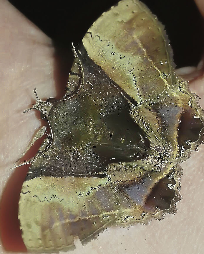 Habershonia areos - Fruit-Piercing Moth (Cramer, 1777) Lepidoptera: Bombycina: Noctuoidea: Erebidae: Calpinae: Calpini<br />
<br />
Wingspan: ~5cm<br />
<br />
Date: 9th of May, 2017 at 09:28:12am.<br />
<br />
Habershonia areos is an uncommon moth with no listed subspecies. They belong in the order Lepidoptera, suborder Heterocera, superfamily Noctuoidea, family Erebidae, subfamily Calpinae and tribe Calpini.<br />
<br />
The costal apex throughout the postdiscal areas of the forewings are brownish, proceeding to strongly darken in the discal and basal areas. When the darkening starts, a thin lighter area can be found between the first darkened band and the rest of the darkened discal and basal areas. Just before the darkening, there is a suture-like irregular lining going all the way from the costal margin to the inner margin of the forewings and spreading down to hindwings in fitting display. Different shades of brown or rusty-yellow can be found occasionally on the forewings. Thorax is dark-colored; the darkness stretches down to the abdomen dorsally. The antennae were positioned like a more open &quot;U&quot; as can be seen but are more commonly seen bending backwards. The eyes are large and compound.<br />
<br />
The basal part of the hindwings are dark, spreading partially through the costal margin&#039;s discal area. The postdiscal and submarginal parts of the outer margin of the hindwings display, respectively, a blueish patch that stretches partially through the forewings with a thin black band above it on the hindwings, and a wine-colored dark patch interrupted by suture-like linings. Just below the blueish patch and the wine-colored dark patch there is a thin brownish band that spreads and visually connects with all wings. The outer margin of the hindwings are wavy.<br />
<br />
The head is dark colored, but seems to be less intense than the thorax. The palps are strongly present. The legs are, more or less, brownish.<br />
<br />
I do not know the morphology of the mouthparts or the underside, nor the anatomy of Habershonia areos. All morphological informations provided are subject to changes in patterns in older or younger individuals and were described as seen in the picture.<br />
<br />
&quot;The status of the former composition of the Calpinae was somewhat disputed; it was sometimes merged into the Catocalinae. Most of the Calpine genera were not further classified. The phylogenetic structure of this group was essentially unresolved, and in many cases it was even doubtful whether the genera were indeed correctly placed in this subfamily.<br />
<br />
The Calpinae are a subfamily of moths in the family Erebidae. This subfamily includes many species of moths that have a pointed and barbed proboscis adapted to piercing the skins of fruit to feed on juice and, in the case of the several Calyptra species of vampire moths, to piercing the skins of mammals to feed on blood. The subfamily contains some large moths with wingspans longer than 5 cm (2 in).&quot; - <a href="https://en.wikipedia.org/wiki/Calpinae" rel="nofollow">https://en.wikipedia.org/wiki/Calpinae</a><br />
<br />
The feeding habits of the larvae and the adults of Habershonia areos are unknown to me, but its suggestive that they pierce fruits to feed; I do not know what fruits and this information requires confirmation. Habitats are also unknown as is the egg-adult process. Found in a suburban habitat during nocturnal hours in Brazil, Santa Catarina.<br />
<br />
According to this, they can also be found in Costa Rica: <a href="http://www.discoverlife.org/mp/20q?search=Habershonia+areos" rel="nofollow">http://www.discoverlife.org/mp/20q?search=Habershonia+areos</a><br />
<br />
<a href="http://www.discoverlife.org/mp/20q?search=Habershonia+areos" rel="nofollow">http://www.discoverlife.org/mp/20q?search=Habershonia+areos</a> (classification outdated)<br />
<br />
<a href="https://www.inaturalist.nz/taxa/122490-Calpinae" rel="nofollow">https://www.inaturalist.nz/taxa/122490-Calpinae</a><br />
<br />
<a href="https://www.inaturalist.org/taxa/551863-Habershonia-areos" rel="nofollow">https://www.inaturalist.org/taxa/551863-Habershonia-areos</a> Animalia,Brazil,Calpinae,Calpini,Geotagged,Habershonia,Habershonia areos,Insecta,Insets,Lepidoptera,Moth Week 2018,Noctuoidea,South America,animal,animals,erebidae,heterocera,insect