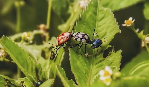 Stiretrus decemguttatus - Predatory Stink Bug (Lepeletier and Serville, 1828) Hemiptera: Heteroptera: Pentatomomorpha: Pentatomoidea: Pentatomidae: Asopinae

The genus Stiretrus consists mainly of predatory stink bugs in the order Hemiptera, suborder Heteroptera, infraorder Pentatomomorpha, superfamily Pentatomoidea, family Pentatomidae and subfamily Asopinae. Stiretrus feeds mainly on the larvae of Coleoptera, such as those of Microtheca ochloroma, and Lepidoptera, acting as precious populational controllers of the preyed species. In the picture we can see two Stiretrus of different colors, but both belong to the same species as they were mating. The red one was feeding on a larva at the same time as it was mating with the black one. This difference in color is a spectacular display of sexual dimorphism. They vary a lot in coloring and patterns.

Their habitats include weedy places such as woods and fields. Occasionally found near crop fields where they predate larvae of Coleoptera and Lepidoptera. The subject portrayed was found in a weedy backyard in an anthropic environment.

http://www.scielo.br/scielo.php?script=sci_arttext&pid=S0085-56262013000100012
http://eol.org/pages/2644899/overview
https://sv.wikipedia.org/wiki/Stiretrus_decemguttatus

Location: Brazil, Santa Catarina, Benedito Novo
Date: 2nd of December, 2017 at 03:22:24pm Animalia,Arthropoda,Asopinae,Brazil,Bugs,Geotagged,Insecta,Insects,Pentatomidae,Pentatomoidea,Pentatomomorpha,Stiretrus,Stiretrus decemguttatus,animal,animals,hemiptera,heteroptera,insect,mating,stink bug
