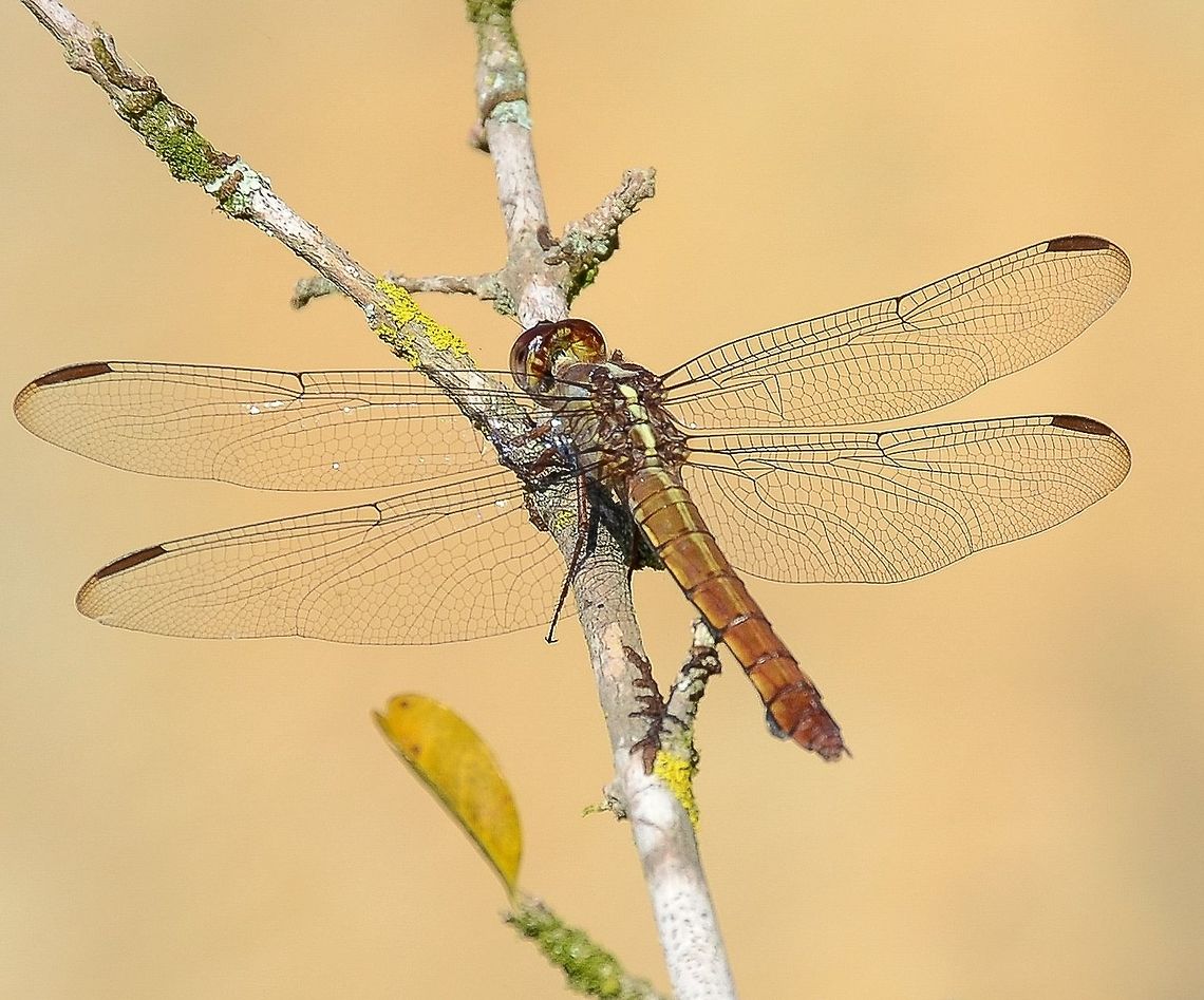 Orthemis sp. - Tropical King Skimmer (Hugen, 1861) Odonata: Epipocrita (= Epiproctophora): Anisoptera: Libelluloidea: Libellulidae: Libellulinae<br />
<br />
Wingspan: ~105mm<br />
<br />
Date: 11th of July, 2017 at 02:45:04pm.<br />
Location: Brazil, Santa Catarina, Benedito Novo (Lat: -26.76916084943, Long: -49.362429161663044)<br />
<br />
Sex: ♂<br />
<br />
Orthemis is a neotropical genus of dragonflies in the order Odonata, subordem Epipocrita (= Epiproctophora), infraorder Anisoptera, superfamily Libelluloidea, family Libellulidae and subfamily Libellulinae. The males and females of Orthemis possess varying tones in coloration as can be seen in a link below. In all, this is a male.<br />
You can see more pictures of Orthemis here:<br />
<br />
<a href="http://www.allodonata.com/" rel="nofollow">http://www.allodonata.com/</a><br />
<br />
There is a wing membrane surrounding the hyaline nodus with a black costal vein. 10 abdominal segments seem to be present. Through observation alone and measuring with a ruler without a specimen in hands, I believe the wingspan lies somewhere around 105mm or close. Males in this genus tend to have more impacting colors than females.<br />
<br />
Supposedly, they are of Neotropical distribution.<br />
<br />
Adults of Orthemis are aerial hunters and will predate insects in general. Their eyesight is pretty much on pair with all Odonata I've seen. They are often seen perching on a twig and can be found in humid habitats, most often forests, suburban and rural habitats.<br />
<br />
Other sources:<br />
<br />
<a href="https://books.google.com.br/books?id=J584AAAAIAAJ&amp;pg=PA269&amp;lpg=PA269&amp;dq=libellulini+tribe&amp;source=bl&amp;ots=Mw0lnAgM3w&amp;sig=puqkmF4EvK_nIuW6k83YtYxPUs0&amp;hl=pt-BR&amp;sa=X&amp;ved=2ahUKEwjIj6i5irncAhUFkpAKHbftDm0Q6AEwAHoECAEQAQ#v=onepage&amp;q=Orthemis&amp;f=false" rel="nofollow">https://books.google.com.br/books?id=J584AAAAIAAJ&amp;pg=PA269&amp;lpg=PA269&amp;dq=libellulini+tribe&amp;source=bl&amp;ots=Mw0lnAgM3w&amp;sig=puqkmF4EvK_nIuW6k83YtYxPUs0&amp;hl=pt-BR&amp;sa=X&amp;ved=2ahUKEwjIj6i5irncAhUFkpAKHbftDm0Q6AEwAHoECAEQAQ#v=onepage&amp;q=Orthemis&amp;f=false</a><br />
<br />
<a href="https://www.pugetsound.edu/academics/academic-resources/slater-museum/biodiversity-resources/dragonflies/world-odonata-list2/" rel="nofollow">https://www.pugetsound.edu/academics/academic-resources/slater-museum/biodiversity-resources/dragonflies/world-odonata-list2/</a><br />
<br />
<a href="http://eol.org/pages/131207/overview" rel="nofollow">http://eol.org/pages/131207/overview</a><br />
<br />
<a href="https://en.wikipedia.org/wiki/Orthemis" rel="nofollow">https://en.wikipedia.org/wiki/Orthemis</a><br />
<br />
Paulson, Dennis R. (2009). Dragonflies and Damselflies of the West (<a href="https://press.princeton.edu/titles/8871.html)" rel="nofollow">https://press.princeton.edu/titles/8871.html)</a> Animalia,Anisoptera,Arthropoda,Brazil,Dragonfly,Epipocrita,Epiproctophora,Geotagged,Insecta,Insects,Libellulidae,Libellulinae,Libelluloidea,Neotropical,Odonata,Orthemis,South America,Tropical King Skimmer,Winter,biology