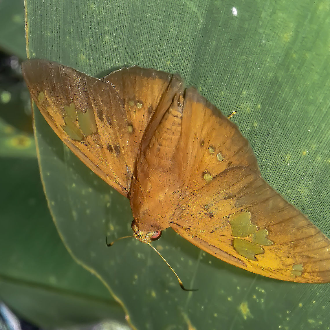 Euriphellus euribates polygius - Euribates Scarlet-Eye (Latreille, [1824]) Lepidoptera: Bombycina: Papilionoidea (nowadays) / Hesperioidea: Hesperiidae: Eudaminae: Eudamini<br />
<br />
Wingspan: ~60-62mm<br />
Picture of the species Euriphellus euribates in the book Butterflies of Brazil (Borboletas do Brasil) by Haroldo Palo Jr. displaying a wingspan of 62mm (swipe to the second picture): <a href="http://www.projectnoah.org/spottings/1532519123/fullscreen" rel="nofollow">http://www.projectnoah.org/spottings/1532519123/fullscreen</a><br />
<br />
Date: 2017, I don't remember the exact date and time, but it was in the middle or before the middle of the year.<br />
Location: Brazil, Santa Catarina, Benedito Novo (Lat: -26.77, Long: -49.36)<br />
<br />
The distribution status of Euriphellus euribates polygius is doubtful but there are spottings in the Southern portion of Brazil, exactly where this one was found. Informations provided here about the species and subspecies need to be revised. Propose any true changes with proofs and you will be credited. Proposed changes without proofs will also be accepted but will be investigated before posting.<br />
<br />
Euriphellus euribates polygius is a member of the order Lepidoptera, subdivision Bombycina, superfamily Papilionoidea (nowadays) / Hesperioidea, family Hesperiidae, subfamily Eudaminae (previously Pyrginae) and tribe Eudamini (requires confirmation). They are crepuscular in activity.<br />
<br />
According to Wikipedia (<a href="https://en.wikipedia.org/wiki/Euriphellus)" rel="nofollow">https://en.wikipedia.org/wiki/Euriphellus)</a>, Euriphellus are monotypical and were previously inside Dyscophellus. George Traut Austin separated the genus Euriphellus from Dyscophellus in 2008. The only species in the genus Euriphellus is E. euribates, with two subspecies present:<br />
<br />
Euriphellus euribates euribates (Latreille, [1824]), which are distributed from Costa Rica, South to Bolivia and Southern Brazil;<br />
<br />
Euriphellus euribates polygius (Latreille, [1824]), with an unknown type locality and distribution, with spottings in the Southern part of Brazil. Subspecies Euriphellus euribates polygius is not present in the work of Haroldo Palo Jr., "Borboletas do Brasil" ("Butterflies of Brazil"), but this spotting shows that they can, indeed, be found in Southern Brazil.<br />
<br />
Wikipedia cites their wingspan from 28 to 30mm, but this information is wrong. I remember the encounter and took a ruler post-encounter to measure through eye memory; The subject portrayed had a wingspan of approximately 60mm or more. Consulting "Borboletas do Brasil" ("Butterflies of Brazil"), the species Euriphellus euribates is displayed there as having a wingspan of approximately 62mm, further reinforcing that the Wikipedia article is partially wrong and so is this part of the work it was quoted from.<br />
<br />
E. e. polygius has, more or less on the forewings, an overall brownish-orange coloring with three partially translucent large macules (middle one smaller in females and about the same size in males) and three subapical smaller macules with, more or less, the same characteristics as the previously mentioned ones. There seems to exist variations in which more macules are present such as a macule along the costal margin proximally to the thorax and one (right forewing of males) or two macules (right and left forewings of females) proximally to the inner margin of the forewings, all with the same characteristics of the previously mentioned macules; Females seem to present one macule on each forewing just below the three subapical macules, and the macules of females seem to be more translucent than the males. There might be variations I'm unaware of and dark spots are present on the forewings, randomically or not. The right hindwing is different from the left hindwing. The left hindwing possesses three partially translucent macules; Two proximally to the outer margin and one proximally to the thorax. The hindwings require confirmation. The right hindwing, as illustrated in the following link, has around 7 (females) or 8 (males) macules proximally to the outer margin and one (males) or three (females) macules proximally to the thorax. The illustration shows a macule on the subcostal area of the right hindwing of the male. The left hindwing of the females seem to have one subcostal macule and two smaller macules proximally to the inner margin. The left hindwing of males seem to possess one larger subcostal macule and two smaller (however, bigger than the females') macules proximally to the inner margin; dark macules or spots seem to be present next to these and lacking on females. Males seem to have a large thorax and a pointy abdomen, which shortens in width gradually, while the females seem to possess a smaller thorax and a rounded abdomen with no remarkable differences in width until the rounded tip. As such, the subject portrayed seems to be a male.<br />
<br />
Illustration promised: <a href="http://butterfliesofamerica.com/L/euriphellus_euribates_polygius_illustrations.htm" rel="nofollow">http://butterfliesofamerica.com/L/euriphellus_euribates_polygius_illustrations.htm</a><br />
<br />
The following description is quoted from Austin, George T., 2008, Insecta Mundi 0029: 1-36 for the Euriphellus genus as a whole:<br />
<br />
"...palpi robust, more or less quadrate in dorsal view, rounded in lateral view, third segment extending slightly<br />
beyond scaling of second segment; antennae 51% of forewing length recurved to long apiculus of about club length, nudum of 36-38 segments; legs with dense hair-like scales on posterior edge, mid-tibia without spines and with single pair of spurs, hind tibia with two pairs of spurs; ventral hindwing with relatively shallow groove lined with small hair-like scales of ground color expanding in width towards termen along 2A, recumbent hair-like scales above this on dorsal surface.<br />
<br />
Male genitalia ...: tegumen robust, bulbous caudad in dorsal view; uncus robust, narrowing gradually caudad from tegumen in dorsal view, undivided; gnathos well developed, undivided; vinculum strongly angled from plane of tegumen; saccus robust, curved sharply dorsad; valva elongate, cephalic portion more or less rectangular, harpe with prominent serrated dorsal crest that bends variably inward; aedeagus moderately robust, shorter than valva; cornuti of apparently three series of spikes...<br />
<br />
Female genitalia ...: lamella postvaginalis with broadly rounded lateral lobes separated by Vshaped notch on caudal edge; lamella antevaginalis with broad lateral plates, caudal margin dentate and armed with central spines and lateral hooks; antrum sclerotized leading to membranous curved tube entering side of broad ductus bursae anterior of its caudal end with weakly sclerotized oval plate just caudad of this junction, constricted slightly just before joining with bulbous corpus bursae."<br />
<br />
<a href="http://www.digitalcommons.unl.edu/cgi/viewcontent.cgi?article=1119&amp;context=insectamundi" rel="nofollow">http://www.digitalcommons.unl.edu/cgi/viewcontent.cgi?article=1119&amp;context=insectamundi</a><br />
<br />
Synonyms include:<br />
<br />
Papilio euribates (Stoll, 1872)<br />
Dyscophellus euribates (Stoll, [1782])<br />
Papilio nicias (Fabricius, 1787)<br />
Telegonus hesus (Westwood, [1852])<br />
Eudamus etias (Hewitson, 1867)<br />
Telegonus gaurus (Pl&ouml;tz, 1882)<br />
Telegonus tychios (Pl&ouml;tz, 1882)<br />
Hesperia polygius (Latreille, [1824])<br />
<br />
Informations are scarce. I do not know the egg-adult process, the lifespan or the host plants of the larvae and adults of E. e. polygius. Found in a secondary forest habitat.<br />
<br />
<a href="http://butterfliesofamerica.com/L/euriphellus_euribates_polygius.htm" rel="nofollow">http://butterfliesofamerica.com/L/euriphellus_euribates_polygius.htm</a><br />
<br />
Identified by Cesar of Insetologia:<br />
<br />
<a href="https://www.insetologia.com.br/2018/07/borboleta-euriphellus-em-santa-catarina.html" rel="nofollow">https://www.insetologia.com.br/2018/07/borboleta-euriphellus-em-santa-catarina.html</a><br />
<br />
Text revision by Kel Silva: <a href="https://www.facebook.com/sckel" rel="nofollow">https://www.facebook.com/sckel</a> Animalia,Arthropoda,Brazil,Butterfly,Eudamini,Euriphellus,Euriphellus euribates,Euriphellus euribates polygius,Geotagged,Hesperiidae,Hesperioidea,Insecta,Insects,Lepidoptera,Papilionoidea,Rhophalocera,animals,butterflies,eudaminae,insect