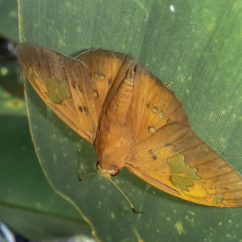 Euriphellus euribates polygius - Euribates Scarlet-Eye (Latreille, [1824]) Lepidoptera: Bombycina: Papilionoidea (nowadays) / Hesperioidea: Hesperiidae: Eudaminae: Eudamini

Wingspan: ~60-62mm
Picture of the species Euriphellus euribates in the book Butterflies of Brazil (Borboletas do Brasil) by Haroldo Palo Jr. displaying a wingspan of 62mm (swipe to the second picture): http://www.projectnoah.org/spottings/1532519123/fullscreen

Date: 2017, I don't remember the exact date and time, but it was in the middle or before the middle of the year.
Location: Brazil, Santa Catarina, Benedito Novo (Lat: -26.77, Long: -49.36)

The distribution status of Euriphellus euribates polygius is doubtful but there are spottings in the Southern portion of Brazil, exactly where this one was found. Informations provided here about the species and subspecies need to be revised. Propose any true changes with proofs and you will be credited. Proposed changes without proofs will also be accepted but will be investigated before posting.

Euriphellus euribates polygius is a member of the order Lepidoptera, subdivision Bombycina, superfamily Papilionoidea (nowadays) / Hesperioidea, family Hesperiidae, subfamily Eudaminae (previously Pyrginae) and tribe Eudamini (requires confirmation). They are crepuscular in activity.

According to Wikipedia (https://en.wikipedia.org/wiki/Euriphellus), Euriphellus are monotypical and were previously inside Dyscophellus. George Traut Austin separated the genus Euriphellus from Dyscophellus in 2008. The only species in the genus Euriphellus is E. euribates, with two subspecies present:

Euriphellus euribates euribates (Latreille, [1824]), which are distributed from Costa Rica, South to Bolivia and Southern Brazil;

Euriphellus euribates polygius (Latreille, [1824]), with an unknown type locality and distribution, with spottings in the Southern part of Brazil. Subspecies Euriphellus euribates polygius is not present in the work of Haroldo Palo Jr., "Borboletas do Brasil" ("Butterflies of Brazil"), but this spotting shows that they can, indeed, be found in Southern Brazil.

Wikipedia cites their wingspan from 28 to 30mm, but this information is wrong. I remember the encounter and took a ruler post-encounter to measure through eye memory; The subject portrayed had a wingspan of approximately 60mm or more. Consulting "Borboletas do Brasil" ("Butterflies of Brazil"), the species Euriphellus euribates is displayed there as having a wingspan of approximately 62mm, further reinforcing that the Wikipedia article is partially wrong and so is this part of the work it was quoted from.

E. e. polygius has, more or less on the forewings, an overall brownish-orange coloring with three partially translucent large macules (middle one smaller in females and about the same size in males) and three subapical smaller macules with, more or less, the same characteristics as the previously mentioned ones. There seems to exist variations in which more macules are present such as a macule along the costal margin proximally to the thorax and one (right forewing of males) or two macules (right and left forewings of females) proximally to the inner margin of the forewings, all with the same characteristics of the previously mentioned macules; Females seem to present one macule on each forewing just below the three subapical macules, and the macules of females seem to be more translucent than the males. There might be variations I'm unaware of and dark spots are present on the forewings, randomically or not. The right hindwing is different from the left hindwing. The left hindwing possesses three partially translucent macules; Two proximally to the outer margin and one proximally to the thorax. The hindwings require confirmation. The right hindwing, as illustrated in the following link, has around 7 (females) or 8 (males) macules proximally to the outer margin and one (males) or three (females) macules proximally to the thorax. The illustration shows a macule on the subcostal area of the right hindwing of the male. The left hindwing of the females seem to have one subcostal macule and two smaller macules proximally to the inner margin. The left hindwing of males seem to possess one larger subcostal macule and two smaller (however, bigger than the females') macules proximally to the inner margin; dark macules or spots seem to be present next to these and lacking on females. Males seem to have a large thorax and a pointy abdomen, which shortens in width gradually, while the females seem to possess a smaller thorax and a rounded abdomen with no remarkable differences in width until the rounded tip. As such, the subject portrayed seems to be a male.

Illustration promised: http://butterfliesofamerica.com/L/euriphellus_euribates_polygius_illustrations.htm

The following description is quoted from Austin, George T., 2008, Insecta Mundi 0029: 1-36 for the Euriphellus genus as a whole:

"...palpi robust, more or less quadrate in dorsal view, rounded in lateral view, third segment extending slightly
beyond scaling of second segment; antennae 51% of forewing length recurved to long apiculus of about club length, nudum of 36-38 segments; legs with dense hair-like scales on posterior edge, mid-tibia without spines and with single pair of spurs, hind tibia with two pairs of spurs; ventral hindwing with relatively shallow groove lined with small hair-like scales of ground color expanding in width towards termen along 2A, recumbent hair-like scales above this on dorsal surface.

Male genitalia ...: tegumen robust, bulbous caudad in dorsal view; uncus robust, narrowing gradually caudad from tegumen in dorsal view, undivided; gnathos well developed, undivided; vinculum strongly angled from plane of tegumen; saccus robust, curved sharply dorsad; valva elongate, cephalic portion more or less rectangular, harpe with prominent serrated dorsal crest that bends variably inward; aedeagus moderately robust, shorter than valva; cornuti of apparently three series of spikes...

Female genitalia ...: lamella postvaginalis with broadly rounded lateral lobes separated by Vshaped notch on caudal edge; lamella antevaginalis with broad lateral plates, caudal margin dentate and armed with central spines and lateral hooks; antrum sclerotized leading to membranous curved tube entering side of broad ductus bursae anterior of its caudal end with weakly sclerotized oval plate just caudad of this junction, constricted slightly just before joining with bulbous corpus bursae."

http://www.digitalcommons.unl.edu/cgi/viewcontent.cgi?article=1119&context=insectamundi

Synonyms include:

Papilio euribates (Stoll, 1872)
Dyscophellus euribates (Stoll, [1782])
Papilio nicias (Fabricius, 1787)
Telegonus hesus (Westwood, [1852])
Eudamus etias (Hewitson, 1867)
Telegonus gaurus (Pl&ouml;tz, 1882)
Telegonus tychios (Pl&ouml;tz, 1882)
Hesperia polygius (Latreille, [1824])

Informations are scarce. I do not know the egg-adult process, the lifespan or the host plants of the larvae and adults of E. e. polygius. Found in a secondary forest habitat.

http://butterfliesofamerica.com/L/euriphellus_euribates_polygius.htm

Identified by Cesar of Insetologia:

https://www.insetologia.com.br/2018/07/borboleta-euriphellus-em-santa-catarina.html

Text revision by Kel Silva: https://www.facebook.com/sckel Animalia,Arthropoda,Brazil,Butterfly,Eudamini,Euriphellus,Euriphellus euribates,Euriphellus euribates polygius,Geotagged,Hesperiidae,Hesperioidea,Insecta,Insects,Lepidoptera,Papilionoidea,Rhophalocera,animals,butterflies,eudaminae,insect