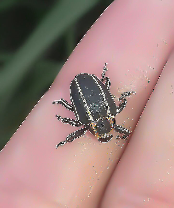 Neodiplogrammus quadrivittatus - Sesbania Stem-boring Weevil (Olivier, 1807) Coleoptera: Polyphaga: Cucujiformia: Curculionoidea: Curculionidae: Molytinae: Cryptorhynchinae (grupo tribal): Cryptorhynchini: Cryptorhynchina<br />
<br />
Old cellphone picture. Posting for the register.<br />
<br />
Length: ~13mm<br />
Sex: ♀ (probably)<br />
<br />
Date: I don't remember the exact date, except that it was in 2017.<br />
Location: Brazil, Santa Catarina, Benedito Novo (Lat: -26.77, Long: -49.35)<br />
<br />
These weevils are members of the order Coleoptera, suborder Polyphaga, infraorder Cucujiformia, superfamily Curculionoidea, family Curculionidae, subfamily Molytinae, tribus group Chryptorhynchinae, tribe Cryptorhynchini and subtribe Cryptorhynchina.<br />
<br />
Neodiplogrammus quadrivittatus is originarily from South America and is considered "beneficial", a bad term which simply means they don't give humans monetary damage. In Brazil, they are registered for the state of S&atilde;o Paulo (one registered sighting) and Rio Grande do Sul, but I found this one in Santa Catarina, a neighbor state. They feed on Sesbania punicea ((Cav.) Benth) (Fabaceae: Faboideae: Sesbanieae), Cassia corymbosa (Lamk) (Fabaceae: Caesalpinioideae: Cassieae: Cassiinae) which seems to be a synonym of Senna corymbosa ((Lam.) H.S.Irwin &amp; Barneby), and Sesbania virgata ((Cav.) Pers.) (Fabaceae: Faboideae: Sesbanieae). To the latter was attributed the sighting of the beetle in the state of S&atilde;o Paulo. The beetles measure around 13mm in length and possesss predominantly black elytra and yellowish-colored stripes on along each elytron, along each leg and on the lower surface of the abdomen. The thorax is red or orange with irregular lateral black spots and an irregular median black spot with light spots above and below it. The head is black with parts about the same color of the stripes on the elytra. They can often be registered through the tunnelling behavior of the immatures, which destroy important vascular tissues restricting water movements and nutrients in the plant. The stems will most likely die because this behavior comes often along with the cutting of vascular contacts between the roots and the stem.<br />
<br />
The impregnated female will lay single eggs under the bark of stems and branches of the host plants. The immature grubs will feed inside the wood of the plants just below the bark, moving downwards, destroying tissue in the process and often reaching the root crown. They take several months to reach maturity to pupate. The pupa is a rough cocoon constructed from chips of chewed wood. The eggs of Neodiplogrammus quadrivittatus take a long time to hatch; about a year and the reason to this is unknown to me.<br />
<br />
The Neodiplogrammus quadrivittatus is yet another case of human interference in nature by introducing them to other areas to control the population of Sesbania sp. trees as, as few as three immatures are enough to down a tree. This human interference might actually be problematic in the long run. This interference went further along with the "help" of Rhyssomatus marginatus ("seed feeder") and Trichapion lativentre ("flower bud feeder"). N. quadrivittatus are univoltine (reproduces once a year), of poor dispersal and takes a long time to mature.<br />
<br />
With these three natural enemies of Sesbania sp. trees present, the seeds become scarce and old trees die. This successfully gave humans levels below economic thresholds but, although large populations of N. quadrivittatus have scattered to isoated plants or small clumps, seemingly posing no threat to ecosystem functioning, it is hard to predict how bad this can get in the future. If a threat is posed against the ecosystem, another biological control will most likely be implemented to annihilate the weevils, possibly bringing even more ecosystem destruction in which the innocents pay the price. While the control of the trees might be important now, it is just a consequence of more human intervention. This introduction is used because the course of control is gradual. Introduced plants or insects are, in reality and in most of the cases, if not all (to be politically correct), the result of human intervention in which many and innocent lives are scythed due to the truth behind the curtains: money. The spotting of a N. quadrivittatus in S&atilde;o Paulo possibly means that they can move on to other areas. I could find no registers of them in Santa Catarina, further reinforcing that it is unpredictable what will happen long term and who will pay the heaviest price once their introduction to other places become widespread. The chances are low due to their low dispersal process, but not impossible. They can also be found in Argentina, South Africa and possibly other places.<br />
<br />
The males of N. quadrivittatus are smaller than females (<a href="https://www.inaturalist.org/taxa/417295-Neodiplogrammus-quadrivittatus)" rel="nofollow">https://www.inaturalist.org/taxa/417295-Neodiplogrammus-quadrivittatus)</a>. The subject portrayed in this post is most likely a female.<br />
<br />
Their habitats became forests containing their host plants within their zone of distribution and introduction.<br />
<br />
Further sources:<br />
<br />
<a href="http://www.scielo.br/scielo.php?pid=S1519-566X2003000300022&amp;script=sci_abstract&amp;tlng=pt" rel="nofollow">http://www.scielo.br/scielo.php?pid=S1519-566X2003000300022&amp;script=sci_abstract&amp;tlng=pt</a><br />
<br />
<a href="https://books.google.com.br/books?id=li5gq1pqR3kC&amp;pg=PA145&amp;lpg=PA145&amp;dq=neodiplogrammus+quadrivittatus&amp;source=bl&amp;ots=_VSAP0dOOt&amp;sig=RbxzL-E_UFoDn9f1eokahsCSMGw&amp;hl=en&amp;sa=X&amp;ved=2ahUKEwj2jpz3mMrcAhWEPpAKHdHIA9IQ6AEwDXoECAkQAQ#v=onepage&amp;q=neodiplogrammus" rel="nofollow">https://books.google.com.br/books?id=li5gq1pqR3kC&amp;pg=PA145&amp;lpg=PA145&amp;dq=neodiplogrammus+quadrivittatus&amp;source=bl&amp;ots=_VSAP0dOOt&amp;sig=RbxzL-E_UFoDn9f1eokahsCSMGw&amp;hl=en&amp;sa=X&amp;ved=2ahUKEwj2jpz3mMrcAhWEPpAKHdHIA9IQ6AEwDXoECAkQAQ#v=onepage&amp;q=neodiplogrammus</a> quadrivittatus&amp;f=false<br />
<br />
<a href="http://www.arc.agric.za/arc-ppri/Pages/Red-sesbania.aspx" rel="nofollow">http://www.arc.agric.za/arc-ppri/Pages/Red-sesbania.aspx</a><br />
<br />
<a href="https://www.ncbi.nlm.nih.gov/pubmed/28307777" rel="nofollow">https://www.ncbi.nlm.nih.gov/pubmed/28307777</a><br />
<br />
<a href="http://eol.org/pages/40970881/overview" rel="nofollow">http://eol.org/pages/40970881/overview</a> Animalia,Arthropoda,Brazil,Coleoptera,Cryptorhynchina,Cryptorhynchinae,Cryptorhynchini,Cucujiformia,Curculionidae,Curculionoidea,Geotagged,Insecta,Insects,Molytinae,Neodiplogrammus,Neodiplogrammus quadrivittatus,Polyphaga,Sesbane Stem Weevil,animal,animals