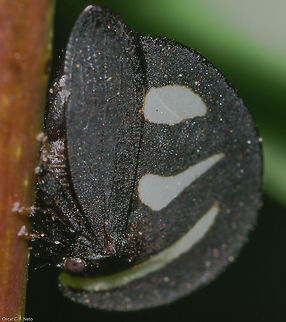 Membracis mimica - Soldadinho / Viuvinha / Mimica Treehopper / Mimica Thorn Bug (Walker, 1858) Hemiptera: Auchenorrhyncha: Membracoidea: Membracidae: Membracinae: Membracini (?)

Other pictures:

1 - Egg mass of Membracis mimica being parasitized by a Trichogrammatidae wasp: https://www.jungledragon.com/image/64298/membracis_mimica_egg_mass_-_soldadinho_viuvinha_mimica_treehopper_mimica_thorn_bug_walker_1858.html

2 - 

https://www.jungledragon.com/image/64299/membracis_mimica_-_soldadinho_viuvinha_mimica_treehopper_mimica_thorn_bug_walker_1858.html

3 -

https://www.jungledragon.com/image/64300/membracis_mimica_-_soldadinho_viuvinha_mimica_treehopper_mimica_thorn_bug_walker_1858.html

Date: 2nd of June, 2018 at 02:30:53pm
Location: Brazil, Cear&aacute;, Fortaleza, Trilha do Parque do Coc&oacute; (Lat: -3.75, Long: -38.49)

Membracis mimica, often target of misidentifications out there with Membracis foliata (now known as foliatafasciata) and Membracis lunata, is a member of the order Hemiptera, suborder Auchenorrhyncha, infraorder Cicadomorpha, superfamily Membracoidea, family Membracidae, subfamily Membracinae and, confusingly, tribe Membracini.

According to "Sakakibara2010" (https://www.tandfonline.com/doi/abs/10.1080/00222933.2010.485702), "M. mimica (Figure 7, paralectotype male, BMNH) has been misidentified for a long
time with M. foliata (sensu Fabricius), or M. lunata; in Metcalf and Wade (1965) and
McKamey (1998) catalogues it is listed as synonym of M. foliata. As the examination
of M. lunata syntypes has shown that specimens actually have a C-shaped white band
(see also remarks on M. foliatafasciata), M. mimica is hence reinstated owing to its
three separated white fascia on the pronotum. Although this species occurs both in
the Atlantic and Amazon rainforest, whereas M. foliatafasciata seems to be restricted
to the Amazon rainforest, the second and third bands on the pronotum never show
any connection in all specimens examined and both species have never been collected
on the same occasion until now."

Endoiastinae (1), Centrotinae (2), and Darninae, Heteronotinae, Membracinae and Smiliinae (3) supposedly form three large lineages. Some investigators propose the merging of Centronodinae and Nicomiinae into Centrotinae to form a monophyletic group, as several subfamilies seem to be paraphyletic. (https://en.wikipedia.org/wiki/Treehopper)

Apparently, Membracis sp. are of Neotropical and Nearctic distribution; This one was found in Brazil, Cear&aacute;, Fortaleza, in a natural reserve that could be considered a secondary forest. Mostly, they feed on:

Pine sp. (subgenera: Strobus sp. and Pinus sp.) (L.) (Pinaceae: Pinoideae) ("pine trees");

Paubrasilia sp. (E. Gagnon, H. C. Lima & G. P. Lewis 2016) (Fabaceae: Caesalpinioideae: Caesalpinieae) ("Brazilwood") (requires confirmation);

Annona sp. (L.) (Anonnaceae: Annonoideae: Annoneae) ("soursop").

^ With the obvious possibility of there being many more hosts.

Adults of Membracis lunata care for their offspring once they emerge from the egg mass. The egg mass is white and silky. The egg mass of Membracidae in general can be parasitized by fairyflies belonging to the families Mymaridae and Trichogrammatidae. Membracis lunata is clearly parasitized by Trichogrammatids as can be seen in one of my pictures which link I provided further down. Due to this, some Membracids may rest on top of the egg mass to protect them and buzz when danger approaches. Membracids are known to form complex mutualistic relations with geckos (with whom they communicate through slight vibrations of the abdomen), wasps (such as Parachartergus apicalis), and ants (explained further down). Membracid's eggs are laid by the female through the ovipositor, cutting into the vascular cambium or live tissue of stems of their host plants.

The nymphal specimens have a fuzzy exoskeleton substrate. They are mostly white with several black spots all over the abdomen, thorax, legs and underdeveloped scutellum and wings. The legs are robust with a dark tip. The following information requires confirmation: They seem to have a number between 6 and 10 abdominal segments including the anal segment with, seemingly, 6 orangeish-red thorn-like protuberances above the first 6 segments in couples, reaching a total of 12 thorn-like protuberances. Between each abdominal segment there is a lighter segment. I do not know if the information given may vary between moults, but it most likely does; Hence the need for confirmation. The eyes are large, compound and proeminent. The end of the abdomen has an anal orifice from where they excrete honeydew. They feed on sap. This sap is worked inside them before coming out, with the excess turning into nutritious honeydew once it's been excreted, which serve as food to Hymenopterans, perhaps Lepidopterans and possibly many more. Ants have a mutualism relationship with Membracids by protecting their nymphs and, in trade, drinking the nutritious honeydew they excrete; The honeydew excreted may be a good place for fungal development, so its removal by other insects is also benefic to the Membracids. They are gregarious insects, possibly to better attract ants and/or for protection against predators. The adults are completely white and soft-yellow when they emerge from the exuvia, with a translucent scutellum, proceeding to darken later.

In the link above, it is commented that the darkening process takes three days. It is possible to see their venations when recently eclosed; It is possible to see their venations after the darkening, but it is harder.

Adults of Membracis mimica display big, red, compound eyes, three white, translucent bands on the black scutellum (the one proximal to the eyes being the longest; the one proximal to the wings irregularly shaped; the one distal from the thorax irregularly rounded) and black developed wings. Their colors as adults are possibly a camouflage mechanism. The nymphal thorn-like protuberances are most likely a defensive mechanism to intimidate predators or to serve as camouflage, or both. The thorax is rounded and foliaceous. Legs are robust and black with a light tip. The antennae are not visible to the naked eye, but possible to view with a microscope.

The subject portrayed measured about 9mm in length and about 6mm in height.

I do not know their anatomy and life expectancy; Apparently, Membracids in general live for a few months, but I don't know the average general amount of months. If you know more please tell me and you will be credited.

Paubrasilia sp. as a host to Membracis lunata, possibly also being a host to M. mimica: http://lelaorca.blogspot.com/2010/09/soldadinho.html

https://pt.wikipedia.org/wiki/Membracidae

https://www.megacurioso.com.br/biologia/56623-membracideos-conheca-melhor-essa-familia-bizarra-de-insetos.htm
http://www.eol.org/pages/4165234/overview

Species identified and confirmed by Alessandre Colavite and researchers (https://www.facebook.com/alessandre.trendkill). If requested, I can show the work. Animalia,Arthropoda,Auchenorrhyncha,Brazil,Cicadomorpha,Geotagged,Insecta,Membracinae,Membracini,Membracis,Membracis foliata,Membracis foliatafasciata,Membracis lunata,Membracis mimica,Membracoidea,animal,animals,hemiptera,insect,insects