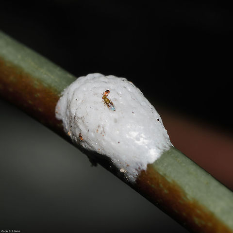 Membracis mimica (Egg Mass) - Soldadinho / Viuvinha / Mimica Treehopper / Mimica Thorn Bug (Walker, 1858) Hemiptera: Auchenorrhyncha: Membracoidea: Membracidae: Membracinae: Membracini (?)

This is the egg mass of a Membracis mimica being parasitized by a Trichogrammatidae wasp, which are among the smallest known wasps.

Full post here: https://www.jungledragon.com/image/64297/membracis_mimica_-_soldadinho_viuvinha_mimica_treehopper_mimica_thorn_bug_walker_1858.html

Date: 2nd of June, 2018 at 02:30:47pm
Location: Brazil, Ceará, Fortaleza, Trilha do Parque do Cocó (Lat: -3.75, Long: -38.49) Animalia,Arthropoda,Auchenorrhyncha,Brazil,Cicadomorpha,Geotagged,Insecta,Membracinae,Membracini,Membracis,Membracis foliata,Membracis foliatafasciata,Membracis lunata,Membracis mimica,Membracoidea,animal,animals,hemiptera,insect,insects