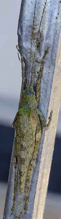 Anonistus cf. scariosus - Anonistus Katydid (Burmeister, 1838) Orthoptera: Ensifera: Tettigoniidea: Tettigonioidea: Tettigoniidae: Pseudophyllinae: Pleminiini<br />
<br />
Date: 14th of November, 2017 at 01:55:01pm<br />
<br />
Full post here: <figure class="photo"><a href="https://www.jungledragon.com/image/64705/anonistus_cf._scariosus_-_anonistus_katydid_burmeister_1838.html" title="Anonistus cf. scariosus - Anonistus Katydid (Burmeister, 1838)"><img src="https://s3.amazonaws.com/media.jungledragon.com/images/3305/64705_thumb.jpg?AWSAccessKeyId=05GMT0V3GWVNE7GGM1R2&Expires=1759968010&Signature=D2Llmmbuncmm8kjt62AfNEbADj0%3D" width="74" height="152" alt="Anonistus cf. scariosus - Anonistus Katydid (Burmeister, 1838) Orthoptera: Ensifera: Tettigoniidea: Tettigonioidea: Tettigoniidae: Pseudophyllinae: Pleminiini<br />
<br />
Date: 14th of November, 2017 at 01:51:31pm<br />
Location: Brazil, Santa Catarina, Benedito Novo (-26.77, Long: -49.36)<br />
<br />
Sex: ♂ (?)<br />
Length: ~14-15cm<br />
<br />
More pictures:<br />
<br />
1<br />
https://www.jungledragon.com/image/64706/anonistus_cf._scariosus_-_anonistus_katydid_burmeister_1838.html<br />
<br />
2<br />
<br />
https://www.jungledragon.com/image/64703/anonistus_cf._scariosus_-_anonistus_katydid_burmeister_1838.html<br />
<br />
3<br />
<br />
https://www.jungledragon.com/image/64704/anonistus_cf._scariosus_-_anonistus_katydid_burmeister_1838.html<br />
<br />
4<br />
<br />
https://www.jungledragon.com/image/64702/anonistus_cf._scariosus_-_anonistus_katydid_burmeister_1838.html<br />
<br />
Anonistus is a genus of katydids in the order Orthoptera, suborder Ensifera, infraorder Tettigoniidea, superfamily Tettigonioidea, subfamily Pseudophyllinae and tribe Pleminiini. The subject portrayed is an adult.<br />
<br />
Synonyms of this genus include:<br />
<br />
Anonistus elongata (Bruner, L., 1915)<br />
Anonistus obliterans (Walker, F., 1871)<br />
Acanthodis scariosus (Burmeister, 1838)<br />
Phyllostachys scariosa (Burmeister, 1838)<br />
Anonistus scariosa (Burmeister, 1838)<br />
Acanthodis humilis (Serville, 1838)<br />
<br />
They are distributed in Southeastern Brazil (South America).<br />
<br />
To cut it short, it&#039;s hard to tell this is for sure of the species Anonistus scariosus as it seems different than the others found all around. However, it seems like their appearance differs between states of Brazil. Molecular data would be required to confirm. This is the only known species in the genus (more may appear as time passes) with a few synonyms which might indicate variations within the species. It does look like an Anonistus scariosus with some differences on the ornamentations of the pronotum and a slight difference on the size of the tegmen (modified leathery front wings) when compared to other Anonistus scariosus. A similar pronotum can be found in individuals captured in the states of Rio de Janeiro, Esp&iacute;rito Santo, S&atilde;o Paulo (pictures shown to me from a knowledgeable person, which are probably not in the Internet and as such I can&#039;t post a link to them) and Paran&aacute;. The identification up to genus is further reinforced by the location.<br />
<br />
https://www.insetologia.com.br/2014/01/esperanca-pleminiini-no-parana.html<br />
<br />
http://www.lea.esalq.usp.br/me/fotos/Orthoptera/Tettigoniidae/Pseudophyllinae/5076.jpg - Unknown location<br />
<br />
http://www.biofaces.com/post/45602/anonistus-scariosus/ - Rio de Janeiro (not the one shown to me)<br />
<br />
They are probably omnivorous, but even with the lack of information available, it was insinuated that they have a preferrence for Vitis sp. (L.) (Vitaceae: Vitoideae) (&quot;grapevines&quot;) - http://mipfrutas.xpg.com.br/FrutasBrasil.htm<br />
<br />
This individual was mossy-green colored with mossy-yellow parts; Ornamented pronotum evident and mainly mossy-green; Tegmen veiny, slightly shorter than a few other individuals and with mixed green and yellow-mossy colors. This could just be a variation as they seem to have many variations and not much is known about them; Even the sex of these katydids might display variations. Antennae and legs blending in coloring with the body and longer than it. The eyes also seemed to blend in with the coloring of the body. A strange behaviour was noted in which the katydid hang upside down on the wall almost all day long with a stretched body. This behaviour is shared among members of the tribe Pleminiini and is probably used to aid in the camouflage aspect. Take a look at this member of Pleminiini camouflaging in its natural habitat: https://flic.kr/p/eFthVL<br />
<br />
As such, the variation in coloring in Anonistus and other members of Pleminiini between locations might be justified. The wall on which the individual portrayed was found was covered in moss (which do not appear in the pictures), further reinforcing the theory. The upside down and stretched body does not seem to be a rule as, apparently, they can, generally speaking, display the same behaviour as other katydids.<br />
<br />
The subject portrayed looks like a male, but I&#039;m not sure, and measured (counting the antennae) around 14 or 15cm in length (requires confirmation).<br />
<br />
Identified by Phillip Watzke Engelking (https://www.facebook.com/phillip.watzkeengelking). Animalia,Anonistus,Anonistus scariosus,Arthropoda,Brazil,Ensifera,Geotagged,Insecta,Insects,Orthoptera,Pleminiini,Pseudophyllinae,South America,Spring,Tettigoniidae,Tettigoniidea,Tettigonioidea,animal,animals,insect" /></a></figure> Animalia,Anonistus,Anonistus Katydid,Anonistus scariosus,Arthropoda,Brazil,Ensifera,Geotagged,Insecta,Insects,Orthoptera,Pleminiini,Pseudophyllinae,South America,Spring,Tettigoniidae,Tettigoniidea,animal,animals,insect