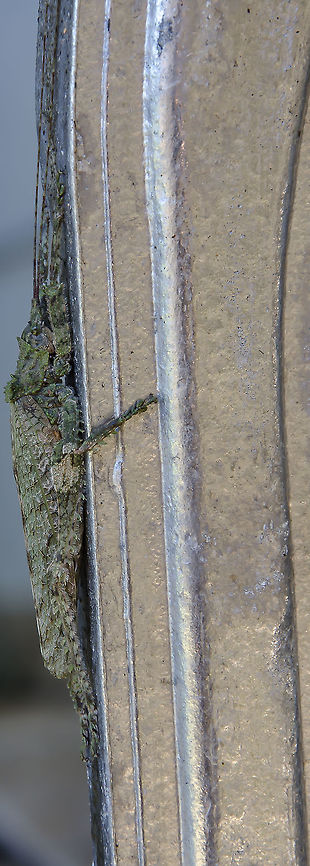 Anonistus cf. scariosus - Anonistus Katydid (Burmeister, 1838) Orthoptera: Ensifera: Tettigoniidea: Tettigonioidea: Tettigoniidae: Pseudophyllinae: Pleminiini<br />
<br />
Date: 14th of November, 2017 at 01:54:30pm<br />
<br />
Full post here: <figure class="photo"><a href="https://www.jungledragon.com/image/64705/anonistus_cf._scariosus_-_anonistus_katydid_burmeister_1838.html" title="Anonistus cf. scariosus - Anonistus Katydid (Burmeister, 1838)"><img src="https://s3.amazonaws.com/media.jungledragon.com/images/3305/64705_thumb.jpg?AWSAccessKeyId=05GMT0V3GWVNE7GGM1R2&Expires=1770854410&Signature=Ly72SpWcfesvvChYUjL3mKcqzmg%3D" width="74" height="152" alt="Anonistus cf. scariosus - Anonistus Katydid (Burmeister, 1838) Orthoptera: Ensifera: Tettigoniidea: Tettigonioidea: Tettigoniidae: Pseudophyllinae: Pleminiini<br />
<br />
Date: 14th of November, 2017 at 01:51:31pm<br />
Location: Brazil, Santa Catarina, Benedito Novo (-26.77, Long: -49.36)<br />
<br />
Sex: ♂ (?)<br />
Length: ~14-15cm<br />
<br />
More pictures:<br />
<br />
1<br />
https://www.jungledragon.com/image/64706/anonistus_cf._scariosus_-_anonistus_katydid_burmeister_1838.html<br />
<br />
2<br />
<br />
https://www.jungledragon.com/image/64703/anonistus_cf._scariosus_-_anonistus_katydid_burmeister_1838.html<br />
<br />
3<br />
<br />
https://www.jungledragon.com/image/64704/anonistus_cf._scariosus_-_anonistus_katydid_burmeister_1838.html<br />
<br />
4<br />
<br />
https://www.jungledragon.com/image/64702/anonistus_cf._scariosus_-_anonistus_katydid_burmeister_1838.html<br />
<br />
Anonistus is a genus of katydids in the order Orthoptera, suborder Ensifera, infraorder Tettigoniidea, superfamily Tettigonioidea, subfamily Pseudophyllinae and tribe Pleminiini. The subject portrayed is an adult.<br />
<br />
Synonyms of this genus include:<br />
<br />
Anonistus elongata (Bruner, L., 1915)<br />
Anonistus obliterans (Walker, F., 1871)<br />
Acanthodis scariosus (Burmeister, 1838)<br />
Phyllostachys scariosa (Burmeister, 1838)<br />
Anonistus scariosa (Burmeister, 1838)<br />
Acanthodis humilis (Serville, 1838)<br />
<br />
They are distributed in Southeastern Brazil (South America).<br />
<br />
To cut it short, it's hard to tell this is for sure of the species Anonistus scariosus as it seems different than the others found all around. However, it seems like their appearance differs between states of Brazil. Molecular data would be required to confirm. This is the only known species in the genus (more may appear as time passes) with a few synonyms which might indicate variations within the species. It does look like an Anonistus scariosus with some differences on the ornamentations of the pronotum and a slight difference on the size of the tegmen (modified leathery front wings) when compared to other Anonistus scariosus. A similar pronotum can be found in individuals captured in the states of Rio de Janeiro, Esp&iacute;rito Santo, S&atilde;o Paulo (pictures shown to me from a knowledgeable person, which are probably not in the Internet and as such I can't post a link to them) and Paran&aacute;. The identification up to genus is further reinforced by the location.<br />
<br />
https://www.insetologia.com.br/2014/01/esperanca-pleminiini-no-parana.html<br />
<br />
http://www.lea.esalq.usp.br/me/fotos/Orthoptera/Tettigoniidae/Pseudophyllinae/5076.jpg - Unknown location<br />
<br />
http://www.biofaces.com/post/45602/anonistus-scariosus/ - Rio de Janeiro (not the one shown to me)<br />
<br />
They are probably omnivorous, but even with the lack of information available, it was insinuated that they have a preferrence for Vitis sp. (L.) (Vitaceae: Vitoideae) ("grapevines") - http://mipfrutas.xpg.com.br/FrutasBrasil.htm<br />
<br />
This individual was mossy-green colored with mossy-yellow parts; Ornamented pronotum evident and mainly mossy-green; Tegmen veiny, slightly shorter than a few other individuals and with mixed green and yellow-mossy colors. This could just be a variation as they seem to have many variations and not much is known about them; Even the sex of these katydids might display variations. Antennae and legs blending in coloring with the body and longer than it. The eyes also seemed to blend in with the coloring of the body. A strange behaviour was noted in which the katydid hang upside down on the wall almost all day long with a stretched body. This behaviour is shared among members of the tribe Pleminiini and is probably used to aid in the camouflage aspect. Take a look at this member of Pleminiini camouflaging in its natural habitat: https://flic.kr/p/eFthVL<br />
<br />
As such, the variation in coloring in Anonistus and other members of Pleminiini between locations might be justified. The wall on which the individual portrayed was found was covered in moss (which do not appear in the pictures), further reinforcing the theory. The upside down and stretched body does not seem to be a rule as, apparently, they can, generally speaking, display the same behaviour as other katydids.<br />
<br />
The subject portrayed looks like a male, but I'm not sure, and measured (counting the antennae) around 14 or 15cm in length (requires confirmation).<br />
<br />
Identified by Phillip Watzke Engelking (https://www.facebook.com/phillip.watzkeengelking). Animalia,Anonistus,Anonistus scariosus,Arthropoda,Brazil,Ensifera,Geotagged,Insecta,Insects,Orthoptera,Pleminiini,Pseudophyllinae,South America,Spring,Tettigoniidae,Tettigoniidea,Tettigonioidea,animal,animals,insect" /></a></figure> Animalia,Anonistus,Anonistus Katydid,Anonistus scariosus,Arthropoda,Brazil,Ensifera,Geotagged,Insecta,Insects,Orthoptera,Pleminiini,Pseudophyllinae,South America,Spring,Tettigoniidae,Tettigoniidea,animal,animals,insect