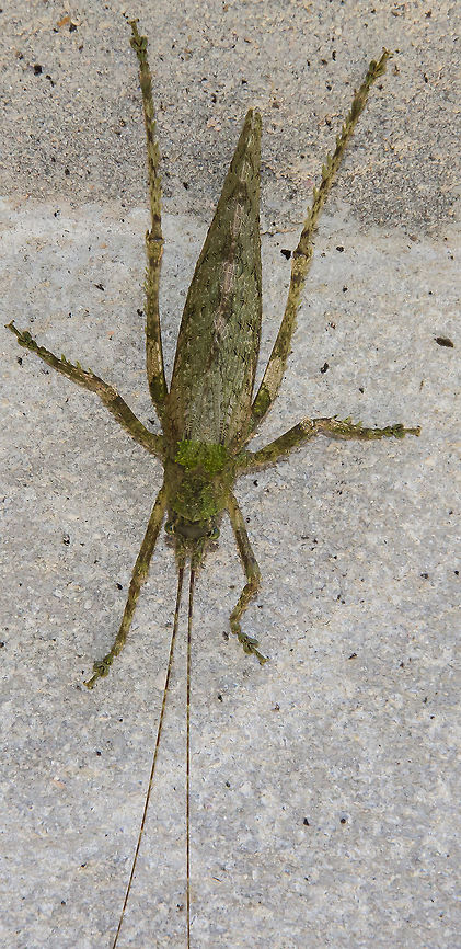 Anonistus cf. scariosus - Anonistus Katydid (Burmeister, 1838) Orthoptera: Ensifera: Tettigoniidea: Tettigonioidea: Tettigoniidae: Pseudophyllinae: Pleminiini<br />
<br />
Date: 14th of November, 2017 at 01:51:31pm<br />
Location: Brazil, Santa Catarina, Benedito Novo (-26.77, Long: -49.36)<br />
<br />
Sex: ♂ (?)<br />
Length: ~14-15cm<br />
<br />
More pictures:<br />
<br />
1<br />
<figure class="photo"><a href="https://www.jungledragon.com/image/64706/anonistus_cf._scariosus_-_anonistus_katydid_burmeister_1838.html" title="Anonistus cf. scariosus - Anonistus Katydid (Burmeister, 1838)"><img src="https://s3.amazonaws.com/media.jungledragon.com/images/3305/64706_thumb.jpg?AWSAccessKeyId=05GMT0V3GWVNE7GGM1R2&Expires=1770854410&Signature=zmUZCGk6SNH%2Fa1XDvfIQId0WgCE%3D" width="68" height="152" alt="Anonistus cf. scariosus - Anonistus Katydid (Burmeister, 1838) Orthoptera: Ensifera: Tettigoniidea: Tettigonioidea: Tettigoniidae: Pseudophyllinae: Pleminiini<br />
<br />
Date: 14th of November, 2017 at 01:52:32pm<br />
<br />
Full post here: https://www.jungledragon.com/image/64705/anonistus_cf._scariosus_-_anonistus_katydid_burmeister_1838.html Animalia,Anonistus,Anonistus Katydid,Anonistus scariosus,Arthropoda,Brazil,Ensifera,Geotagged,Insecta,Insects,Orthoptera,Pleminiini,Pseudophyllinae,South America,Spring,Tettigoniidae,Tettigoniidea,animal,animals,insect" /></a></figure><br />
<br />
2<br />
<br />
<figure class="photo"><a href="https://www.jungledragon.com/image/64703/anonistus_cf._scariosus_-_anonistus_katydid_burmeister_1838.html" title="Anonistus cf. scariosus - Anonistus Katydid (Burmeister, 1838)"><img src="https://s3.amazonaws.com/media.jungledragon.com/images/3305/64703_thumb.jpg?AWSAccessKeyId=05GMT0V3GWVNE7GGM1R2&Expires=1770854410&Signature=PWTLm4G5Rh8HQ%2Fx%2BVGJZddC3nKw%3D" width="58" height="152" alt="Anonistus cf. scariosus - Anonistus Katydid (Burmeister, 1838) Orthoptera: Ensifera: Tettigoniidea: Tettigonioidea: Tettigoniidae: Pseudophyllinae: Pleminiini<br />
<br />
Date: 14th of November, 2017 at 01:53:48pm<br />
<br />
Full post here: https://www.jungledragon.com/image/64705/anonistus_cf._scariosus_-_anonistus_katydid_burmeister_1838.html Animalia,Anonistus,Anonistus Katydid,Anonistus scariosus,Arthropoda,Brazil,Ensifera,Geotagged,Insecta,Insects,Orthoptera,Pleminiini,Pseudophyllinae,South America,Spring,Tettigoniidae,Tettigoniidea,animal,animals,insect" /></a></figure><br />
<br />
3<br />
<br />
<figure class="photo"><a href="https://www.jungledragon.com/image/64704/anonistus_cf._scariosus_-_anonistus_katydid_burmeister_1838.html" title="Anonistus cf. scariosus - Anonistus Katydid (Burmeister, 1838)"><img src="https://s3.amazonaws.com/media.jungledragon.com/images/3305/64704_thumb.jpg?AWSAccessKeyId=05GMT0V3GWVNE7GGM1R2&Expires=1770854410&Signature=ygycSPEjAv2tkDymomWNWfeSRcA%3D" width="56" height="152" alt="Anonistus cf. scariosus - Anonistus Katydid (Burmeister, 1838) Orthoptera: Ensifera: Tettigoniidea: Tettigonioidea: Tettigoniidae: Pseudophyllinae: Pleminiini<br />
<br />
Date: 14th of November, 2017 at 01:54:30pm<br />
<br />
Full post here: https://www.jungledragon.com/image/64705/anonistus_cf._scariosus_-_anonistus_katydid_burmeister_1838.html Animalia,Anonistus,Anonistus Katydid,Anonistus scariosus,Arthropoda,Brazil,Ensifera,Geotagged,Insecta,Insects,Orthoptera,Pleminiini,Pseudophyllinae,South America,Spring,Tettigoniidae,Tettigoniidea,animal,animals,insect" /></a></figure><br />
<br />
4<br />
<br />
<figure class="photo"><a href="https://www.jungledragon.com/image/64702/anonistus_cf._scariosus_-_anonistus_katydid_burmeister_1838.html" title="Anonistus cf. scariosus - Anonistus Katydid (Burmeister, 1838)"><img src="https://s3.amazonaws.com/media.jungledragon.com/images/3305/64702_thumb.jpg?AWSAccessKeyId=05GMT0V3GWVNE7GGM1R2&Expires=1770854410&Signature=tLG%2BS7DpFV%2B6KOyPNfCZA6exEFc%3D" width="44" height="152" alt="Anonistus cf. scariosus - Anonistus Katydid (Burmeister, 1838) Orthoptera: Ensifera: Tettigoniidea: Tettigonioidea: Tettigoniidae: Pseudophyllinae: Pleminiini<br />
<br />
Date: 14th of November, 2017 at 01:55:01pm<br />
<br />
Full post here: https://www.jungledragon.com/image/64705/anonistus_cf._scariosus_-_anonistus_katydid_burmeister_1838.html Animalia,Anonistus,Anonistus Katydid,Anonistus scariosus,Arthropoda,Brazil,Ensifera,Geotagged,Insecta,Insects,Orthoptera,Pleminiini,Pseudophyllinae,South America,Spring,Tettigoniidae,Tettigoniidea,animal,animals,insect" /></a></figure><br />
<br />
Anonistus is a genus of katydids in the order Orthoptera, suborder Ensifera, infraorder Tettigoniidea, superfamily Tettigonioidea, subfamily Pseudophyllinae and tribe Pleminiini. The subject portrayed is an adult.<br />
<br />
Synonyms of this genus include:<br />
<br />
Anonistus elongata (Bruner, L., 1915)<br />
Anonistus obliterans (Walker, F., 1871)<br />
Acanthodis scariosus (Burmeister, 1838)<br />
Phyllostachys scariosa (Burmeister, 1838)<br />
Anonistus scariosa (Burmeister, 1838)<br />
Acanthodis humilis (Serville, 1838)<br />
<br />
They are distributed in Southeastern Brazil (South America).<br />
<br />
To cut it short, it's hard to tell this is for sure of the species Anonistus scariosus as it seems different than the others found all around. However, it seems like their appearance differs between states of Brazil. Molecular data would be required to confirm. This is the only known species in the genus (more may appear as time passes) with a few synonyms which might indicate variations within the species. It does look like an Anonistus scariosus with some differences on the ornamentations of the pronotum and a slight difference on the size of the tegmen (modified leathery front wings) when compared to other Anonistus scariosus. A similar pronotum can be found in individuals captured in the states of Rio de Janeiro, Esp&iacute;rito Santo, S&atilde;o Paulo (pictures shown to me from a knowledgeable person, which are probably not in the Internet and as such I can't post a link to them) and Paran&aacute;. The identification up to genus is further reinforced by the location.<br />
<br />
<a href="https://www.insetologia.com.br/2014/01/esperanca-pleminiini-no-parana.html" rel="nofollow">https://www.insetologia.com.br/2014/01/esperanca-pleminiini-no-parana.html</a><br />
<br />
<a href="http://www.lea.esalq.usp.br/me/fotos/Orthoptera/Tettigoniidae/Pseudophyllinae/5076.jpg" rel="nofollow">http://www.lea.esalq.usp.br/me/fotos/Orthoptera/Tettigoniidae/Pseudophyllinae/5076.jpg</a> - Unknown location<br />
<br />
<a href="http://www.biofaces.com/post/45602/anonistus-scariosus/" rel="nofollow">http://www.biofaces.com/post/45602/anonistus-scariosus/</a> - Rio de Janeiro (not the one shown to me)<br />
<br />
They are probably omnivorous, but even with the lack of information available, it was insinuated that they have a preferrence for Vitis sp. (L.) (Vitaceae: Vitoideae) ("grapevines") - <a href="http://mipfrutas.xpg.com.br/FrutasBrasil.htm" rel="nofollow">http://mipfrutas.xpg.com.br/FrutasBrasil.htm</a><br />
<br />
This individual was mossy-green colored with mossy-yellow parts; Ornamented pronotum evident and mainly mossy-green; Tegmen veiny, slightly shorter than a few other individuals and with mixed green and yellow-mossy colors. This could just be a variation as they seem to have many variations and not much is known about them; Even the sex of these katydids might display variations. Antennae and legs blending in coloring with the body and longer than it. The eyes also seemed to blend in with the coloring of the body. A strange behaviour was noted in which the katydid hang upside down on the wall almost all day long with a stretched body. This behaviour is shared among members of the tribe Pleminiini and is probably used to aid in the camouflage aspect. Take a look at this member of Pleminiini camouflaging in its natural habitat: <a href="https://flic.kr/p/eFthVL" rel="nofollow">https://flic.kr/p/eFthVL</a><br />
<br />
As such, the variation in coloring in Anonistus and other members of Pleminiini between locations might be justified. The wall on which the individual portrayed was found was covered in moss (which do not appear in the pictures), further reinforcing the theory. The upside down and stretched body does not seem to be a rule as, apparently, they can, generally speaking, display the same behaviour as other katydids.<br />
<br />
The subject portrayed looks like a male, but I'm not sure, and measured (counting the antennae) around 14 or 15cm in length (requires confirmation).<br />
<br />
Identified by Phillip Watzke Engelking (<a href="https://www.facebook.com/phillip.watzkeengelking)" rel="nofollow">https://www.facebook.com/phillip.watzkeengelking)</a>. Animalia,Anonistus,Anonistus scariosus,Arthropoda,Brazil,Ensifera,Geotagged,Insecta,Insects,Orthoptera,Pleminiini,Pseudophyllinae,South America,Spring,Tettigoniidae,Tettigoniidea,Tettigonioidea,animal,animals,insect