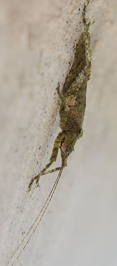 Anonistus cf. scariosus - Anonistus Katydid (Burmeister, 1838) Orthoptera: Ensifera: Tettigoniidea: Tettigonioidea: Tettigoniidae: Pseudophyllinae: Pleminiini<br />
<br />
Date: 14th of November, 2017 at 01:52:32pm<br />
<br />
Full post here: <figure class="photo"><a href="https://www.jungledragon.com/image/64705/anonistus_cf._scariosus_-_anonistus_katydid_burmeister_1838.html" title="Anonistus cf. scariosus - Anonistus Katydid (Burmeister, 1838)"><img src="https://s3.amazonaws.com/media.jungledragon.com/images/3305/64705_thumb.jpg?AWSAccessKeyId=05GMT0V3GWVNE7GGM1R2&Expires=1759968010&Signature=D2Llmmbuncmm8kjt62AfNEbADj0%3D" width="74" height="152" alt="Anonistus cf. scariosus - Anonistus Katydid (Burmeister, 1838) Orthoptera: Ensifera: Tettigoniidea: Tettigonioidea: Tettigoniidae: Pseudophyllinae: Pleminiini<br />
<br />
Date: 14th of November, 2017 at 01:51:31pm<br />
Location: Brazil, Santa Catarina, Benedito Novo (-26.77, Long: -49.36)<br />
<br />
Sex: ♂ (?)<br />
Length: ~14-15cm<br />
<br />
More pictures:<br />
<br />
1<br />
https://www.jungledragon.com/image/64706/anonistus_cf._scariosus_-_anonistus_katydid_burmeister_1838.html<br />
<br />
2<br />
<br />
https://www.jungledragon.com/image/64703/anonistus_cf._scariosus_-_anonistus_katydid_burmeister_1838.html<br />
<br />
3<br />
<br />
https://www.jungledragon.com/image/64704/anonistus_cf._scariosus_-_anonistus_katydid_burmeister_1838.html<br />
<br />
4<br />
<br />
https://www.jungledragon.com/image/64702/anonistus_cf._scariosus_-_anonistus_katydid_burmeister_1838.html<br />
<br />
Anonistus is a genus of katydids in the order Orthoptera, suborder Ensifera, infraorder Tettigoniidea, superfamily Tettigonioidea, subfamily Pseudophyllinae and tribe Pleminiini. The subject portrayed is an adult.<br />
<br />
Synonyms of this genus include:<br />
<br />
Anonistus elongata (Bruner, L., 1915)<br />
Anonistus obliterans (Walker, F., 1871)<br />
Acanthodis scariosus (Burmeister, 1838)<br />
Phyllostachys scariosa (Burmeister, 1838)<br />
Anonistus scariosa (Burmeister, 1838)<br />
Acanthodis humilis (Serville, 1838)<br />
<br />
They are distributed in Southeastern Brazil (South America).<br />
<br />
To cut it short, it&#039;s hard to tell this is for sure of the species Anonistus scariosus as it seems different than the others found all around. However, it seems like their appearance differs between states of Brazil. Molecular data would be required to confirm. This is the only known species in the genus (more may appear as time passes) with a few synonyms which might indicate variations within the species. It does look like an Anonistus scariosus with some differences on the ornamentations of the pronotum and a slight difference on the size of the tegmen (modified leathery front wings) when compared to other Anonistus scariosus. A similar pronotum can be found in individuals captured in the states of Rio de Janeiro, Esp&iacute;rito Santo, S&atilde;o Paulo (pictures shown to me from a knowledgeable person, which are probably not in the Internet and as such I can&#039;t post a link to them) and Paran&aacute;. The identification up to genus is further reinforced by the location.<br />
<br />
https://www.insetologia.com.br/2014/01/esperanca-pleminiini-no-parana.html<br />
<br />
http://www.lea.esalq.usp.br/me/fotos/Orthoptera/Tettigoniidae/Pseudophyllinae/5076.jpg - Unknown location<br />
<br />
http://www.biofaces.com/post/45602/anonistus-scariosus/ - Rio de Janeiro (not the one shown to me)<br />
<br />
They are probably omnivorous, but even with the lack of information available, it was insinuated that they have a preferrence for Vitis sp. (L.) (Vitaceae: Vitoideae) (&quot;grapevines&quot;) - http://mipfrutas.xpg.com.br/FrutasBrasil.htm<br />
<br />
This individual was mossy-green colored with mossy-yellow parts; Ornamented pronotum evident and mainly mossy-green; Tegmen veiny, slightly shorter than a few other individuals and with mixed green and yellow-mossy colors. This could just be a variation as they seem to have many variations and not much is known about them; Even the sex of these katydids might display variations. Antennae and legs blending in coloring with the body and longer than it. The eyes also seemed to blend in with the coloring of the body. A strange behaviour was noted in which the katydid hang upside down on the wall almost all day long with a stretched body. This behaviour is shared among members of the tribe Pleminiini and is probably used to aid in the camouflage aspect. Take a look at this member of Pleminiini camouflaging in its natural habitat: https://flic.kr/p/eFthVL<br />
<br />
As such, the variation in coloring in Anonistus and other members of Pleminiini between locations might be justified. The wall on which the individual portrayed was found was covered in moss (which do not appear in the pictures), further reinforcing the theory. The upside down and stretched body does not seem to be a rule as, apparently, they can, generally speaking, display the same behaviour as other katydids.<br />
<br />
The subject portrayed looks like a male, but I&#039;m not sure, and measured (counting the antennae) around 14 or 15cm in length (requires confirmation).<br />
<br />
Identified by Phillip Watzke Engelking (https://www.facebook.com/phillip.watzkeengelking). Animalia,Anonistus,Anonistus scariosus,Arthropoda,Brazil,Ensifera,Geotagged,Insecta,Insects,Orthoptera,Pleminiini,Pseudophyllinae,South America,Spring,Tettigoniidae,Tettigoniidea,Tettigonioidea,animal,animals,insect" /></a></figure> Animalia,Anonistus,Anonistus Katydid,Anonistus scariosus,Arthropoda,Brazil,Ensifera,Geotagged,Insecta,Insects,Orthoptera,Pleminiini,Pseudophyllinae,South America,Spring,Tettigoniidae,Tettigoniidea,animal,animals,insect