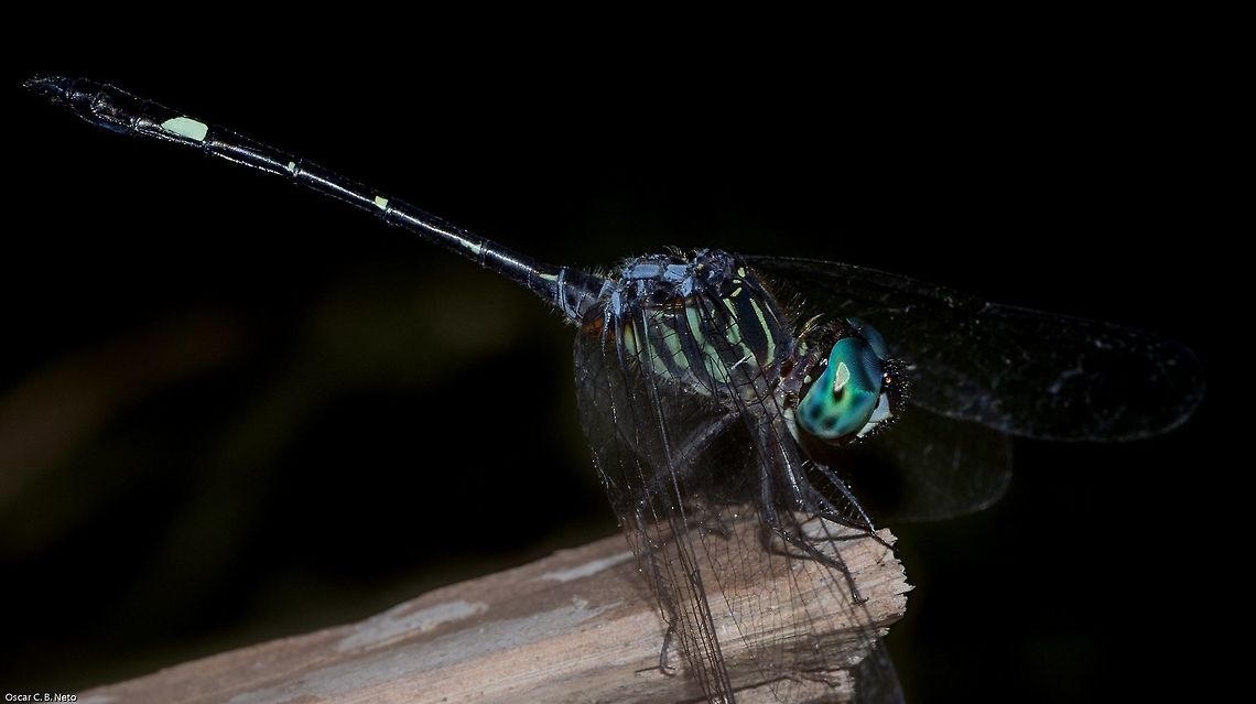 Dythemis nigra - Blue-eyed Setwing (Martin, 1897) Odonata: Epipocrita (= Epiprocotphora): Anisoptera: Libelluloidea: Libellulidae: Trithemistinae<br />
<br />
Hour: 20th of May, 2018 at 11:24:54am.<br />
Wingspan: ~40mm+<br />
Sex: ♂<br />
Location: Brazil, Cear&aacute;, Fortaleza, Trilha do Parque do Coc&oacute; (Lat: -3.75, Long: -38.48)<br />
<br />
Another picture:<br />
<figure class="photo"><a href="https://www.jungledragon.com/image/64867/dythemis_nigra_-_blue-eyed_setwing_martin_1897.html" title="Dythemis nigra - Blue-eyed Setwing (Martin, 1897)"><img src="https://s3.amazonaws.com/media.jungledragon.com/images/3305/64867_thumb.jpg?AWSAccessKeyId=05GMT0V3GWVNE7GGM1R2&Expires=1770854410&Signature=moKZIgnDWssVt1NFfw%2BoQo65hwA%3D" width="148" height="152" alt="Dythemis nigra - Blue-eyed Setwing (Martin, 1897) Odonata: Epipocrita (= Epiprocotphora): Anisoptera: Libelluloidea: Libellulidae: Trithemistinae<br />
<br />
Location: Brazil, Cear&aacute;, Fortaleza <br />
Date: 20th of May, 2018 at 11:25:02pm<br />
Sex: ♂<br />
Wingspan: ~40mm+<br />
<br />
Full post here:<br />
https://www.jungledragon.com/image/64866/dythemis_nigra_-_blue-eyed_setwing_martin_1897.html Animalia,Anisoptera,Arthropoda,Brazil,Dythemis,Dythemis nigra,Dythemis nigrescens,Epipocrita,Epiproctophora,Fall,Geotagged,Insecta,Insects,Libellulidae,Libelluloidea,Odonata,South America,Trithemistinae,animals" /></a></figure><br />
<br />
Dythemis nigra is a dragonfly in the order Odonata, suborder Epipocrita, infraorder Anisoptera, superfamily Libelluloidea, family Libellulidae and subfamily Trithemistinae. As can be seen at the tip of the abdomen, this dragonfly possess cerci, which means it is a male. First abdominal segment (proximal to the thorax) rounded and short; second abdominal segment rounded and longer than the first; third abdominal segment less rounded than the previous segments but longer than them; fourth abdominal segment cylindrical, longer than all previous segments and shorter than all posterior segments excdept for segments 10 and 11; fifth, sixth and seventh segments cylindrical and are, more or less, of the same size. They are the longest segments of them all; eighth segment shorter than the fifth, sixth and seventh but longer than all others and is cylindrical; nineth segment rounded and longer than the 10th and 11th segment, as well as the first three segments; tenth segment very short and rounded, but longer than the 11th segment; eleventh segment is the smallest of them all and is where the cerci are located. Third abdominal segment with two vertical whiteish stripes side by side dorsally. Fifth, sixth and seventh with three lateral whiteish, irregularly rounded spots that are specifically shaped to each segment. Eighth segment has two large whiteish markings dorsally. Dorsal view of the thorax is blue. Mesepisternum, prothorax and mesepimeron are dark-blue with many greenish-colored stripes irregularly scattered. Lateral ocelli apparently present in a lighter coloring. Legs are five-segmented and spiked: coxa, trochanter (subdivided into two segments), femur, tibia and tarsus. "The legs of the Odonata, the dragonflies and damselflies, are adapted for seizing prey that the insects feed on while flying or while sitting still on a plant; they are nearly incapable of using them for walking" - (<a href="https://en.wikipedia.org/wiki/Arthropod_leg)" rel="nofollow">https://en.wikipedia.org/wiki/Arthropod_leg)</a>. The eyes are very large, cyan / greenish-blue and compound. Wingspan of approximately 40mm, but requires confirmation, inclining to more. Females possess a more robust abdomen. <br />
<br />
According to EcoRegistros, they can be found in Brazil, Argentina and in the Lesser Antilles: <a href="http://www.ecoregistros.org/folha/Dythemis-nigra" rel="nofollow">http://www.ecoregistros.org/folha/Dythemis-nigra</a><br />
<br />
According to Wikipedia, there are 7 species of Dythemis; as of 2011, it was proposed that D. multipunctata be made a subspecies of D. sterilis:<br />
<br />
Dythemis fugax (Hagen, 1861) - Checkered Setwing<br />
Dythemis maya (Calvert, 1906) - Mayan Setwing<br />
Dythemis nigra (Martin, 1897) - Blue-eyed Setwing<br />
Dythemis nigrescens (Calvert, 1899) - Black Setwing<br />
Dythemis rufinervis (Burmeister, 1839)<br />
Dythemis sterilis (Hagen, 1861) - Brown Setwing<br />
Dythemis velox (Hagen, 1861) - Swift Setwing<br />
<br />
<a href="https://en.wikipedia.org/wiki/Dythemis" rel="nofollow">https://en.wikipedia.org/wiki/Dythemis</a><br />
<br />
However, there is a description on a new species of Dythemis from Trinidad: Dythemis broadwayi.<br />
<br />
<a href="https://archive.org/stream/entomologicalnew05acaduoft/entomologicalnew05acaduoft_djvu.txt" rel="nofollow">https://archive.org/stream/entomologicalnew05acaduoft/entomologicalnew05acaduoft_djvu.txt</a><br />
<br />
Argyrothemis sp., Dythemis sp., Elga sp., Micrathyria sp. and Nephepeltia sp. are genera which possess whiteish spots on the dorsal part of the abdomen. On each one of these genera, the markings on the eighth segment are more extense. Micrathyria is, among these, the most numerous genus with 46 species registered: <br />
<br />
<a href="https://species.wikimedia.org/wiki/Micrathyria?uselang=vi" rel="nofollow">https://species.wikimedia.org/wiki/Micrathyria?uselang=vi</a><br />
<br />
Elasmothemis can be separated from both Brechmorhoga and Dythemis by the development of the ventral carina in segments 4 and 5.<br />
<br />
The larvae of Dythemis present lateral spines on segments 8-9.<br />
<br />
<a href="https://books.google.com.br/books?id=U1umyOqyHz4C&amp;pg=PA351&amp;lpg=PA351&amp;dq=dythemis+nigra&amp;source=bl&amp;ots=OoabTd2IA-&amp;sig=cUOG92FWZ7xfjpgfVCH3CmZubpg&amp;hl=pt-BR&amp;sa=X&amp;ved=2ahUKEwi0w9z75OXcAhWEipAKHTgsBj44ChDoATAGegQIAxAB#v=onepage&amp;q=dythemis" rel="nofollow">https://books.google.com.br/books?id=U1umyOqyHz4C&amp;pg=PA351&amp;lpg=PA351&amp;dq=dythemis+nigra&amp;source=bl&amp;ots=OoabTd2IA-&amp;sig=cUOG92FWZ7xfjpgfVCH3CmZubpg&amp;hl=pt-BR&amp;sa=X&amp;ved=2ahUKEwi0w9z75OXcAhWEipAKHTgsBj44ChDoATAGegQIAxAB#v=onepage&amp;q=dythemis</a> nigra&amp;f=false<br />
<br />
The larvae of Dythemis, as commonly known in Odonata, are aquatic predators of small insects. Adults are aerial predators of medium-sized or small-sized insects.<br />
<br />
According to this article in Wikipedia, the main characteristic of Trithemistinae that differs it from other subfamilies is the change in the nodus which goes towards the tip of the wings, significantly reducing their apical areas. Undoubtedly, there are more differences unknown to me:<br />
<br />
<a href="https://de.wikipedia.org/wiki/Trithemistinae" rel="nofollow">https://de.wikipedia.org/wiki/Trithemistinae</a><br />
<br />
Further information such as how long the egg-adult process takes, anatomy, mating behaviour, etc., will be appreciated and credited.<br />
<br />
<a href="http://eol.org/pages/30681468/overview" rel="nofollow">http://eol.org/pages/30681468/overview</a> Animalia,Anisoptera,Arthropoda,Brazil,Dythemis,Dythemis nigra,Dythemis nigrescens,Epipocrita,Epiproctophora,Fall,Geotagged,Insecta,Insects,Libellulidae,Libelluloidea,Odonata,South America,Trithemistinae,animal,animals