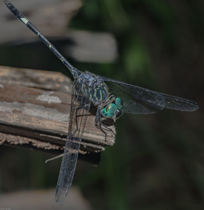 Dythemis nigra - Blue-eyed Setwing (Martin, 1897) Odonata: Epipocrita (= Epiprocotphora): Anisoptera: Libelluloidea: Libellulidae: Trithemistinae<br />
<br />
Location: Brazil, Cear&aacute;, Fortaleza <br />
Date: 20th of May, 2018 at 11:25:02pm<br />
Sex: ♂<br />
Wingspan: ~40mm+<br />
<br />
Full post here:<br />
<figure class="photo"><a href="https://www.jungledragon.com/image/64866/dythemis_nigra_-_blue-eyed_setwing_martin_1897.html" title="Dythemis nigra - Blue-eyed Setwing (Martin, 1897)"><img src="https://s3.amazonaws.com/media.jungledragon.com/images/3305/64866_thumb.jpg?AWSAccessKeyId=05GMT0V3GWVNE7GGM1R2&Expires=1770854410&Signature=dn%2FMPESXoojQckkqIAIocShx3Vg%3D" width="200" height="114" alt="Dythemis nigra - Blue-eyed Setwing (Martin, 1897) Odonata: Epipocrita (= Epiprocotphora): Anisoptera: Libelluloidea: Libellulidae: Trithemistinae<br />
<br />
Hour: 20th of May, 2018 at 11:24:54am.<br />
Wingspan: ~40mm+<br />
Sex: ♂<br />
Location: Brazil, Cear&aacute;, Fortaleza, Trilha do Parque do Coc&oacute; (Lat: -3.75, Long: -38.48)<br />
<br />
Another picture:<br />
https://www.jungledragon.com/image/64867/dythemis_nigra_-_blue-eyed_setwing_martin_1897.html<br />
<br />
Dythemis nigra is a dragonfly in the order Odonata, suborder Epipocrita, infraorder Anisoptera, superfamily Libelluloidea, family Libellulidae and subfamily Trithemistinae. As can be seen at the tip of the abdomen, this dragonfly possess cerci, which means it is a male. First abdominal segment (proximal to the thorax) rounded and short; second abdominal segment rounded and longer than the first; third abdominal segment less rounded than the previous segments but longer than them; fourth abdominal segment cylindrical, longer than all previous segments and shorter than all posterior segments excdept for segments 10 and 11; fifth, sixth and seventh segments cylindrical and are, more or less, of the same size. They are the longest segments of them all; eighth segment shorter than the fifth, sixth and seventh but longer than all others and is cylindrical; nineth segment rounded and longer than the 10th and 11th segment, as well as the first three segments; tenth segment very short and rounded, but longer than the 11th segment; eleventh segment is the smallest of them all and is where the cerci are located. Third abdominal segment with two vertical whiteish stripes side by side dorsally. Fifth, sixth and seventh with three lateral whiteish, irregularly rounded spots that are specifically shaped to each segment. Eighth segment has two large whiteish markings dorsally. Dorsal view of the thorax is blue. Mesepisternum, prothorax and mesepimeron are dark-blue with many greenish-colored stripes irregularly scattered. Lateral ocelli apparently present in a lighter coloring. Legs are five-segmented and spiked: coxa, trochanter (subdivided into two segments), femur, tibia and tarsus. "The legs of the Odonata, the dragonflies and damselflies, are adapted for seizing prey that the insects feed on while flying or while sitting still on a plant; they are nearly incapable of using them for walking" - (https://en.wikipedia.org/wiki/Arthropod_leg). The eyes are very large, cyan / greenish-blue and compound. Wingspan of approximately 40mm, but requires confirmation, inclining to more. Females possess a more robust abdomen. <br />
<br />
According to EcoRegistros, they can be found in Brazil, Argentina and in the Lesser Antilles: http://www.ecoregistros.org/folha/Dythemis-nigra<br />
<br />
According to Wikipedia, there are 7 species of Dythemis; as of 2011, it was proposed that D. multipunctata be made a subspecies of D. sterilis:<br />
<br />
Dythemis fugax (Hagen, 1861) - Checkered Setwing<br />
Dythemis maya (Calvert, 1906) - Mayan Setwing<br />
Dythemis nigra (Martin, 1897) - Blue-eyed Setwing<br />
Dythemis nigrescens (Calvert, 1899) - Black Setwing<br />
Dythemis rufinervis (Burmeister, 1839)<br />
Dythemis sterilis (Hagen, 1861) - Brown Setwing<br />
Dythemis velox (Hagen, 1861) - Swift Setwing<br />
<br />
https://en.wikipedia.org/wiki/Dythemis<br />
<br />
However, there is a description on a new species of Dythemis from Trinidad: Dythemis broadwayi.<br />
<br />
https://archive.org/stream/entomologicalnew05acaduoft/entomologicalnew05acaduoft_djvu.txt<br />
<br />
Argyrothemis sp., Dythemis sp., Elga sp., Micrathyria sp. and Nephepeltia sp. are genera which possess whiteish spots on the dorsal part of the abdomen. On each one of these genera, the markings on the eighth segment are more extense. Micrathyria is, among these, the most numerous genus with 46 species registered: <br />
<br />
https://species.wikimedia.org/wiki/Micrathyria?uselang=vi<br />
<br />
Elasmothemis can be separated from both Brechmorhoga and Dythemis by the development of the ventral carina in segments 4 and 5.<br />
<br />
The larvae of Dythemis present lateral spines on segments 8-9.<br />
<br />
https://books.google.com.br/books?id=U1umyOqyHz4C&amp;pg=PA351&amp;lpg=PA351&amp;dq=dythemis+nigra&amp;source=bl&amp;ots=OoabTd2IA-&amp;sig=cUOG92FWZ7xfjpgfVCH3CmZubpg&amp;hl=pt-BR&amp;sa=X&amp;ved=2ahUKEwi0w9z75OXcAhWEipAKHTgsBj44ChDoATAGegQIAxAB#v=onepage&amp;q=dythemis nigra&amp;f=false<br />
<br />
The larvae of Dythemis, as commonly known in Odonata, are aquatic predators of small insects. Adults are aerial predators of medium-sized or small-sized insects.<br />
<br />
According to this article in Wikipedia, the main characteristic of Trithemistinae that differs it from other subfamilies is the change in the nodus which goes towards the tip of the wings, significantly reducing their apical areas. Undoubtedly, there are more differences unknown to me:<br />
<br />
https://de.wikipedia.org/wiki/Trithemistinae<br />
<br />
Further information such as how long the egg-adult process takes, anatomy, mating behaviour, etc., will be appreciated and credited.<br />
<br />
http://eol.org/pages/30681468/overview Animalia,Anisoptera,Arthropoda,Brazil,Dythemis,Dythemis nigra,Dythemis nigrescens,Epipocrita,Epiproctophora,Fall,Geotagged,Insecta,Insects,Libellulidae,Libelluloidea,Odonata,South America,Trithemistinae,animal,animals" /></a></figure> Animalia,Anisoptera,Arthropoda,Brazil,Dythemis,Dythemis nigra,Dythemis nigrescens,Epipocrita,Epiproctophora,Fall,Geotagged,Insecta,Insects,Libellulidae,Libelluloidea,Odonata,South America,Trithemistinae,animals
