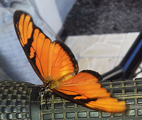 Dione juno juno - Juno Longwing / Juno Silverspot / Juno Heliconian / L&aacute;grimas-de-Prata / Borboleta-do-Maracuj&aacute; (Cramer, [1779] - Needs confirmation if the date should be within brackets) Lepidoptera: Bombycina: Papilionoidea: Nymphalidae: Heliconiinae: Heliconiini

Wingspan: ~90mm
Sex: ?
Date: 23rd of February, 2017 at 05:44:32pm
Location: Brazil, Santa Catarina, Benedito Novo

Full post here: https://www.jungledragon.com/image/65069/dione_juno_juno_-_juno_longwing_juno_silverspot_juno_heliconian_lgrimas-de-prata_borboleta-do-maracuj_cramer_1779.html Animalia,Arthropoda,Benedito Novo,Brazil,Dione juno,Dione juno juno,Geotagged,Heliconiinae,Heliconiini,Insecta,Insects,Juno Silverspot,Lepidoptera,Nymphalidae,Papilionoidea,Rhophalocera,Santa Catarina,animal,animals,flying insect