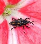 Metamasius ensirostris - Broca-Rajada-da-Bananeira / Palm-boring Weevil / Bromeliad Weevil (Germar, 1824) Coleoptera: Polyphaga: Cucujiformia: Curculionoidea: Dryophthoridae: Dryophthorinae: Rhynchophorini (tribal group): Sphenophorini: Sphenophorina<br />
<br />
OR<br />
<br />
Coleoptera: Polyphaga: Cucujiformia: Curculionoidea: Curculionidae: Dryophthorinae: Sphenophorini: Sphenophorina<br />
<br />
Length: 12-14mm<br />
Date: 1st of November, 2017 at 03:59:12<br />
Another picture:<br />
https://www.jungledragon.com/image/65165/metamasius_sp._-_broca-rajada-da-bananeira_bromeliad_weevil_germar_1824.html<br />
<br />
Metamasius is a genus of beetles in the order Coleoptera, suborder Polyphaga, infraorder Cucujiformia, superfamily Curculionoidea, family Dryophthoridae (or Curculionidae, see below), subfamily Dryophthorinae, tribal group Rhynchophorini (absent in the taxonomy in which it is in Curculionidae), tribe Sphenophorini and subtribe Sphenophorina.<br />
<br />
"Dryophthorinae is a weevil subfamily within the family Curculionidae. While it is not universally accepted as distinct from other curculionid subfamilies, at least one major recent revision elevated it to family rank, as Dryophthoridae.<br />
<br />
Alonso-Zarazaga, M. A. & Lyal, C.H.C. 1999. A world catalogue of families and genera of Curculionoidea (Insecta: Coleoptera) (Excepting Scolytidae and Platypodidae). Entomopraxis, SCP Edition, Barcelona."<br />
<br />
https://en.wikipedia.org/wiki/Dryophthorinae<br />
<br />
The beetle had six orange, irregular patches on the black elytra; pronotum is black with two orange stripes on the laterals seemingly interrupted midways through and proceeding to go toward (but ending before) the head and two small orange stripes proximal to the elytra on the middle of the pronotum, each side by side and slightly inclined antagonically. The six orange patches on the elytra are distributed as follows: two proximal to the suture and the pronotum and two distal from the pronotum and proximal to the suture. The other two are located on the laterals. Rostrum medium-big-sized compared to the size of the specimen and connected to it were the antennae, with an unknown amount of segments; both black. Legs composed of coxa, trochanter, femur, tibia, tarsus and tarsites; all black or dark red. Eyes were black, large, compound and merged in color with the head. A very, very thin orange ring seems to circle the area between the head and the pronotum, barely visible in the picture and requires confirmation. The subject portrayed measured around 12-14mm.<br />
<br />
Similar genera exist such as Sitophilus and Rhodobaenus (to a person not in the entomology world).<br />
<br />
https://bugguide.net/node/view/757523/bgpage<br />
<br />
When grubs, Metamasius in general bore through the inside of the host plant to pupate in a fibrous pupal case. Around 60 days are necessary for the emergence of the adult which will look for mates. Then, the female will search for host plants to lay the eggs.<br />
<br />
I believe their host plants are many, going from this Petunia sp. flower and tropical ornamental plants to sugar canes, palms, banana trees and some other woody plants.<br />
<br />
They can feign death to avoid predation. The larvae are milky-white, robust, fleshy and with a red head. The larvae will feed on living plant tissue by making galleries inside or attack the rhizome of the plant. Adults are most often found under elevated temperature conditions and elevated rainfall conditions. They are damaged by the entomopathogenic fungus Beauveria bassiana and parasitized by a few Tachinid flies, such as Billea rhynchophorae. A parasitoid was also detected on the pupae of Metamasius, Diaughia angust.<br />
<br />
Source:<br />
http://www.agencia.cnptia.embrapa.br/gestor/pupunha/arvore/CONT000h31l5ka702wx7ha06keammqdrq8hg.html - Just for information as I'm against what they do.<br />
<br />
Many species of Metamasius exist, with few pictures available compared to the amount of species there are. Most Metamasius sp. in Google are identified as M. hemipterus, which is not the case for mine, and apparently even M. hemipterus has subspecies: http://www.catalogueoflife.org/col/browse/tree/id/bbcf8d39f162ecda15ac220698326b3c. Mine is a Metamasius ensirostris, identified with certainty by borisb on iNaturalist and on Flickr. I can't seem to be able to place a link to his profiles here, so I'll place it in the comments.<br />
<br />
https://www.ipmimages.org/browse/detail.cfm?imgnum=5550718 - Proof.<br />
<br />
Their habitats are unknown to me. They seem to inhabit primary and secondary forests, fields, crop fields, plains and suburban habitats. I've never seen them in an urban habitat. They are widespread in South America until Southern Argentina.<br />
<br />
More sources:<br />
<br />
https://en.wikipedia.org/wiki/Metamasius<br />
https://bugguide.net/node/view/42821 - Not the species portrayed, but some informations can be extracted from it.<br />
https://www.ncbi.nlm.nih.gov/pubmed/21594164<br />
https://www.flickr.com/photos/129030464@N06/15201715594<br />
http://www.ecoregistros.org/ficha/Metamasius-sp<br />
http://www.mapress.com/zootaxa/2002f/zt00080.pdf Animalia,Brazil,Coleoptera,Cucujiformia,Curculionidae,Curculionoidea,Dryophthoridae,Dryophthorinae,Geotagged,Insecta,Metamasius,Metamasius ensirostris,Palm-Boring Weevil,Polyphaga,Rhynchophorini,Sphenophorina,Sphenophorini,Weevils,animal,animals