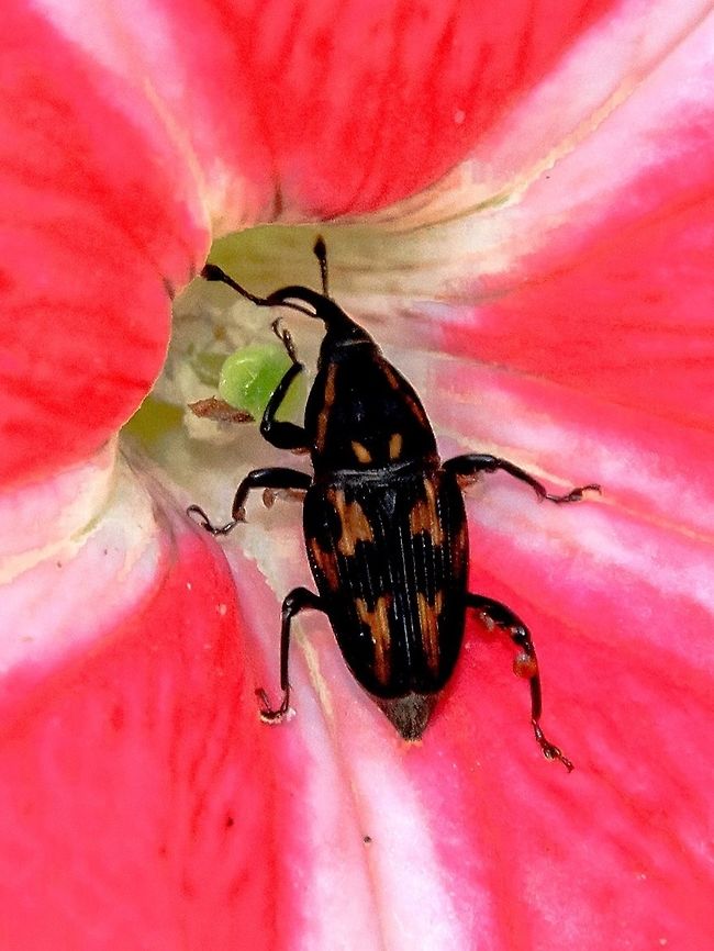 Metamasius ensirostris - Broca-Rajada-da-Bananeira / Palm-boring Weevil / Bromeliad Weevil (Germar, 1824) Coleoptera: Polyphaga: Cucujiformia: Curculionoidea: Dryophthoridae: Dryophthorinae: Rhynchophorini (tribal group): Sphenophorini: Sphenophorina<br />
<br />
OR<br />
<br />
Coleoptera: Polyphaga: Cucujiformia: Curculionoidea: Curculionidae: Dryophthorinae: Sphenophorini: Sphenophorina<br />
<br />
Full post here: <figure class="photo"><a href="https://www.jungledragon.com/image/65164/metamasius_ensirostris_-_broca-rajada-da-bananeira_palm-boring_weevil_bromeliad_weevil_germar_1824.html" title="Metamasius ensirostris - Broca-Rajada-da-Bananeira / Palm-boring Weevil / Bromeliad Weevil (Germar, 1824)"><img src="https://s3.amazonaws.com/media.jungledragon.com/images/3305/65164_thumb.jpg?AWSAccessKeyId=05GMT0V3GWVNE7GGM1R2&Expires=1770854410&Signature=Ut59clXeX7huskA7rgXPq4IxCKA%3D" width="144" height="152" alt="Metamasius ensirostris - Broca-Rajada-da-Bananeira / Palm-boring Weevil / Bromeliad Weevil (Germar, 1824) Coleoptera: Polyphaga: Cucujiformia: Curculionoidea: Dryophthoridae: Dryophthorinae: Rhynchophorini (tribal group): Sphenophorini: Sphenophorina<br />
<br />
OR<br />
<br />
Coleoptera: Polyphaga: Cucujiformia: Curculionoidea: Curculionidae: Dryophthorinae: Sphenophorini: Sphenophorina<br />
<br />
Length: 12-14mm<br />
Date: 1st of November, 2017 at 03:59:12<br />
Another picture:<br />
https://www.jungledragon.com/image/65165/metamasius_sp._-_broca-rajada-da-bananeira_bromeliad_weevil_germar_1824.html<br />
<br />
Metamasius is a genus of beetles in the order Coleoptera, suborder Polyphaga, infraorder Cucujiformia, superfamily Curculionoidea, family Dryophthoridae (or Curculionidae, see below), subfamily Dryophthorinae, tribal group Rhynchophorini (absent in the taxonomy in which it is in Curculionidae), tribe Sphenophorini and subtribe Sphenophorina.<br />
<br />
"Dryophthorinae is a weevil subfamily within the family Curculionidae. While it is not universally accepted as distinct from other curculionid subfamilies, at least one major recent revision elevated it to family rank, as Dryophthoridae.<br />
<br />
Alonso-Zarazaga, M. A. &amp; Lyal, C.H.C. 1999. A world catalogue of families and genera of Curculionoidea (Insecta: Coleoptera) (Excepting Scolytidae and Platypodidae). Entomopraxis, SCP Edition, Barcelona."<br />
<br />
https://en.wikipedia.org/wiki/Dryophthorinae<br />
<br />
The beetle had six orange, irregular patches on the black elytra; pronotum is black with two orange stripes on the laterals seemingly interrupted midways through and proceeding to go toward (but ending before) the head and two small orange stripes proximal to the elytra on the middle of the pronotum, each side by side and slightly inclined antagonically. The six orange patches on the elytra are distributed as follows: two proximal to the suture and the pronotum and two distal from the pronotum and proximal to the suture. The other two are located on the laterals. Rostrum medium-big-sized compared to the size of the specimen and connected to it were the antennae, with an unknown amount of segments; both black. Legs composed of coxa, trochanter, femur, tibia, tarsus and tarsites; all black or dark red. Eyes were black, large, compound and merged in color with the head. A very, very thin orange ring seems to circle the area between the head and the pronotum, barely visible in the picture and requires confirmation. The subject portrayed measured around 12-14mm.<br />
<br />
Similar genera exist such as Sitophilus and Rhodobaenus (to a person not in the entomology world).<br />
<br />
https://bugguide.net/node/view/757523/bgpage<br />
<br />
When grubs, Metamasius in general bore through the inside of the host plant to pupate in a fibrous pupal case. Around 60 days are necessary for the emergence of the adult which will look for mates. Then, the female will search for host plants to lay the eggs.<br />
<br />
I believe their host plants are many, going from this Petunia sp. flower and tropical ornamental plants to sugar canes, palms, banana trees and some other woody plants.<br />
<br />
They can feign death to avoid predation. The larvae are milky-white, robust, fleshy and with a red head. The larvae will feed on living plant tissue by making galleries inside or attack the rhizome of the plant. Adults are most often found under elevated temperature conditions and elevated rainfall conditions. They are damaged by the entomopathogenic fungus Beauveria bassiana and parasitized by a few Tachinid flies, such as Billea rhynchophorae. A parasitoid was also detected on the pupae of Metamasius, Diaughia angust.<br />
<br />
Source:<br />
http://www.agencia.cnptia.embrapa.br/gestor/pupunha/arvore/CONT000h31l5ka702wx7ha06keammqdrq8hg.html - Just for information as I'm against what they do.<br />
<br />
Many species of Metamasius exist, with few pictures available compared to the amount of species there are. Most Metamasius sp. in Google are identified as M. hemipterus, which is not the case for mine, and apparently even M. hemipterus has subspecies: http://www.catalogueoflife.org/col/browse/tree/id/bbcf8d39f162ecda15ac220698326b3c. Mine is a Metamasius ensirostris, identified with certainty by borisb on iNaturalist and on Flickr. I can't seem to be able to place a link to his profiles here, so I'll place it in the comments.<br />
<br />
https://www.ipmimages.org/browse/detail.cfm?imgnum=5550718 - Proof.<br />
<br />
Their habitats are unknown to me. They seem to inhabit primary and secondary forests, fields, crop fields, plains and suburban habitats. I've never seen them in an urban habitat. They are widespread in South America until Southern Argentina.<br />
<br />
More sources:<br />
<br />
https://en.wikipedia.org/wiki/Metamasius<br />
https://bugguide.net/node/view/42821 - Not the species portrayed, but some informations can be extracted from it.<br />
https://www.ncbi.nlm.nih.gov/pubmed/21594164<br />
https://www.flickr.com/photos/129030464@N06/15201715594<br />
http://www.ecoregistros.org/ficha/Metamasius-sp<br />
http://www.mapress.com/zootaxa/2002f/zt00080.pdf Animalia,Brazil,Coleoptera,Cucujiformia,Curculionidae,Curculionoidea,Dryophthoridae,Dryophthorinae,Geotagged,Insecta,Metamasius,Metamasius ensirostris,Palm-Boring Weevil,Polyphaga,Rhynchophorini,Sphenophorina,Sphenophorini,Weevils,animal,animals" /></a></figure><br />
<br />
Date: 1st of November, 2017 at 03:59:30 Animalia,Brazil,Coleoptera,Cucujiformia,Curculionidae,Curculionoidea,Dryophthoridae,Dryophthorinae,Geotagged,Insecta,Metamasius,Polyphaga,Rhynchophorini,Sphenophorina,Sphenophorini,Weevils,animal,animals,insect,insects