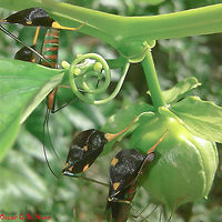 Diactor bilineatus - Percevejo-do-Maracujá (Fabricius, 1803) Hemiptera: Heteroptera: Pentatomomorpha: Coreoidea: Coreidae: Coreinae: Anisoscelini<br />
<br />
Date: Unknown.<br />
<br />
Full post here: https://www.jungledragon.com/image/65307/diactor_bilineatus_-_percevejo-do-maracuj_fabricius_1803.html Animalia,Anisoscelini,Arthropoda,Brazil,Bugs,Coreidae,Coreinae,Coreoidea,Diactor,Diactor bilineatus,Geotagged,Insecta,Insects,Pentatomomorpha,Summer,animal,animals,hemiptera,heteroptera,insect