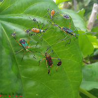 Diactor bilineatus - Percevejo-do-Maracujá (Fabricius, 1803) Hemiptera: Heteroptera: Pentatomomorpha: Coreoidea: Coreidae: Coreinae: Anisoscelini<br />
<br />
Date: Unknown.<br />
<br />
Nymphs of Diactor bilineatus in different instars of development.<br />
<br />
Full post here: https://www.jungledragon.com/image/65307/diactor_bilineatus_-_percevejo-do-maracuj_fabricius_1803.html Animalia,Anisoscelini,Arthropoda,Brazil,Bugs,Coreidae,Coreinae,Coreoidea,Diactor,Diactor bilineatus,Geotagged,Insecta,Insects,Pentatomomorpha,Summer,animal,animals,hemiptera,heteroptera,insect