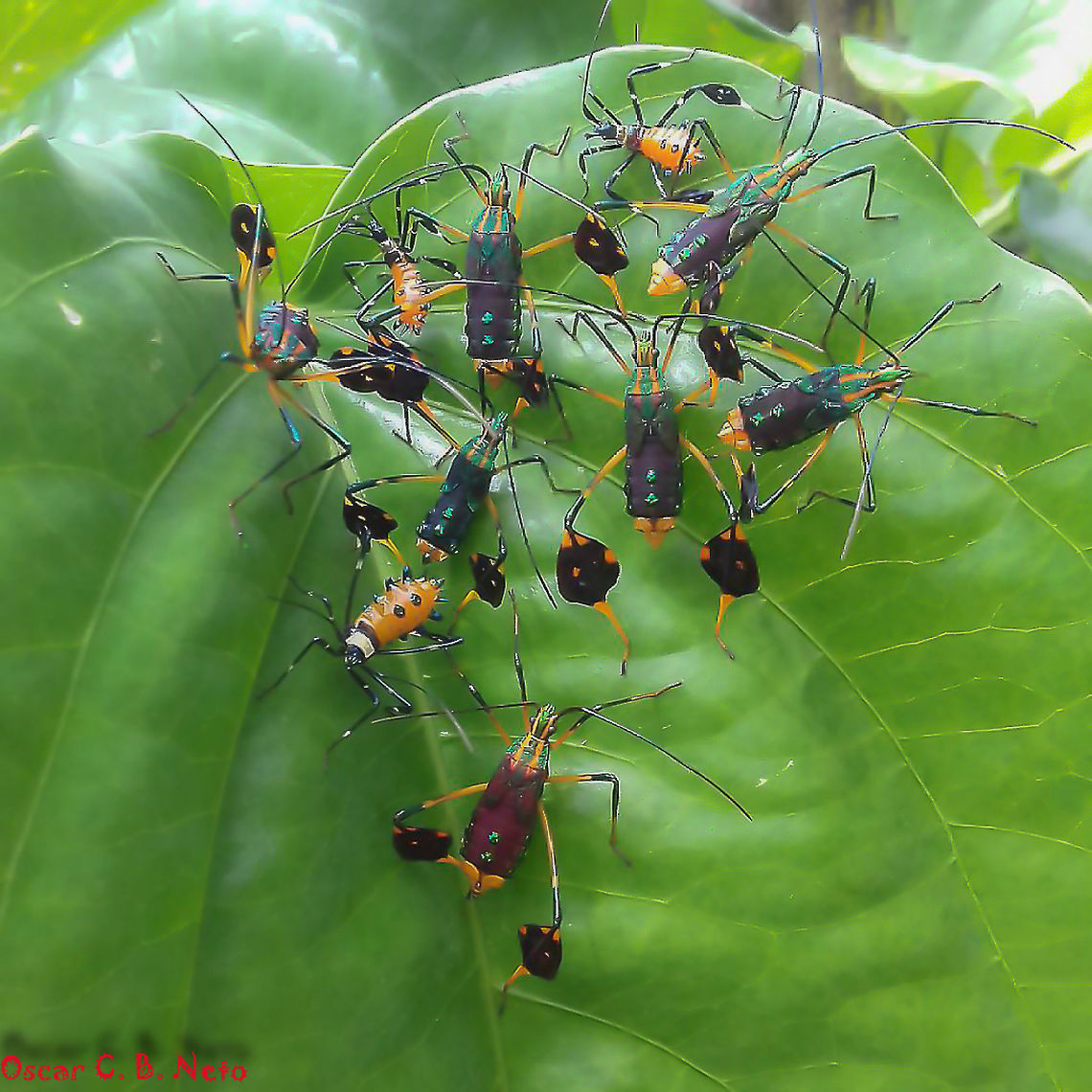 Diactor bilineatus - Percevejo-do-Maracuj&aacute; (Fabricius, 1803) Hemiptera: Heteroptera: Pentatomomorpha: Coreoidea: Coreidae: Coreinae: Anisoscelini<br />
<br />
Date: Unknown.<br />
<br />
Nymphs of Diactor bilineatus in different instars of development.<br />
<br />
Full post here: <figure class="photo"><a href="https://www.jungledragon.com/image/65307/diactor_bilineatus_-_percevejo-do-maracuj_fabricius_1803.html" title="Diactor bilineatus - Percevejo-do-Maracuj&aacute; (Fabricius, 1803)"><img src="https://s3.amazonaws.com/media.jungledragon.com/images/3305/65307_thumb.jpg?AWSAccessKeyId=05GMT0V3GWVNE7GGM1R2&Expires=1769040010&Signature=Cq%2Bj7Assw0bkBNbwMTv8dTh%2B7m8%3D" width="200" height="174" alt="Diactor bilineatus - Percevejo-do-Maracuj&aacute; (Fabricius, 1803) Hemiptera: Heteroptera: Coreoidea: Coreidae: Coreinae: Anisoscelini<br />
<br />
Length: ~20mm.<br />
Date: 12th of February, 2017 at 02:17:05pm<br />
<br />
More pictures:<br />
<br />
* https://www.jungledragon.com/image/65309/diactor_bilineatus_-_percevejo-do-maracuj_fabricius_1803.html<br />
<br />
* <br />
<br />
https://www.jungledragon.com/image/65308/diactor_bilineatus_-_percevejo-do-maracuj_fabricius_1803.html<br />
<br />
*<br />
<br />
https://www.jungledragon.com/image/65304/diactor_bilineatus_-_percevejo-do-maracuj_fabricius_1803.html<br />
<br />
*<br />
<br />
https://www.jungledragon.com/image/65306/diactor_bilineatus_-_percevejo-do-maracuj_fabricius_1803.html<br />
<br />
*<br />
<br />
https://www.jungledragon.com/image/65305/diactor_bilineatus_-_percevejo-do-maracuj_fabricius_1803.html <br />
<br />
Diactor bilineatus is a leaf-footed bug in the order Hemiptera, suborder Heteroptera, infraorder Pentatomomorpha, superfamily Coreoidea, family Coreidae, subfamily Coreinae and tribe Anisoscelini.<br />
<br />
Adults can reach up to 20mm in length. They possess a very remarkable and beautiful coloration. Like other bugs in the family Coreidae, they possess leaf-like dilations on the hind tibiae; these are colored dark with orange spots. Abdomen with shifting colors of orange and green segments. Ventral surface of the thorax colored green, orange and cyan or greenish-blue. Dorsal surface of the thorax colored green with two straight stripes going from and beyond the proximal end of the thorax with the wings until the tip of the head, passing by the side of the eye. They are able to see well enough to flee from danger by taking flight; eyes are compound but relatively small. They are harmless; the proboscis is only used to suck sap. Wings are black. Tip of the hind legs' femur is blueish colored, Other legs display varying tones of grey, green and orange (requires confirmation for the "orange"). Tip of hind legs colored yellow/orange. Antennae are long, dark, with a light, blueish base.<br />
<br />
Eggs are laid in the interior surface of the leaves of the host plant. They lay up to 10 eggs at a time and their incubation takes 15 days. They feed exclusively on Passiflora sp. to my knowledge. The young feed on the sap of the flower buds and young fruits, but the adults can also feed on the leaves, branches and mature fruits. They are one of the most beautiful bugs in existence.<br />
<br />
The nymphs will have their own post.<br />
<br />
Normally found in fields and crop fields that contain Passiflora sp.. Can often be found in suburban environments, where this one was photographed, if the inhabitants grow Passiflora sp..<br />
<br />
https://pt.wikipedia.org/wiki/Diactor_bilineatus <br />
http://eol.org/pages/24763701/details <br />
http://www.insetologia.com.br/2014/01/percevejo-do-maracuja-em-sao-paulo.html Animalia,Anisoscelini,Arthropoda,Brazil,Bugs,Coreidae,Coreinae,Coreoidea,Diactor,Diactor bilineatus,Geotagged,Insecta,Insects,Pentatomomorpha,Summer,animal,animals,hemiptera,heteroptera,insect" /></a></figure> Animalia,Anisoscelini,Arthropoda,Brazil,Bugs,Coreidae,Coreinae,Coreoidea,Diactor,Diactor bilineatus,Geotagged,Insecta,Insects,Pentatomomorpha,Summer,animal,animals,hemiptera,heteroptera,insect