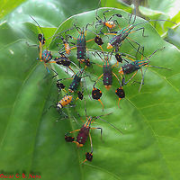Diactor bilineatus - Percevejo-do-Maracujá (Fabricius, 1803) Hemiptera: Heteroptera: Pentatomomorpha: Coreoidea: Coreidae: Coreinae: Anisoscelini<br />
<br />
Date: Unknown.<br />
<br />
Nymphs of Diactor bilineatus in different instars of development.<br />
<br />
Full post here: https://www.jungledragon.com/image/65307/diactor_bilineatus_-_percevejo-do-maracuj_fabricius_1803.html Animalia,Anisoscelini,Arthropoda,Brazil,Bugs,Coreidae,Coreinae,Coreoidea,Diactor,Diactor bilineatus,Geotagged,Insecta,Insects,Pentatomomorpha,Summer,animal,animals,hemiptera,heteroptera,insect